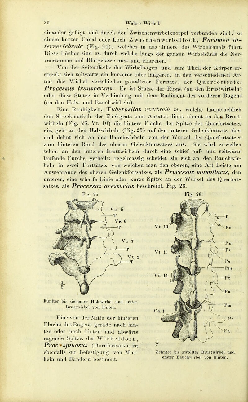 einander gefügt und durch den Zwischenwirbelknorpel verbunden sind, zu einem kurzen Canal oder Loch, Zwischenwirbelloch, Foramen in- tervertebrale (Fig. 24), Avelches in das Innere des Wirbelcanals führt. Diese Löcher sind e«, durch welche längs der ganzen Wirbelsäule die Ner- venstämme und Blutgefässe aus- und eintreten. Von der Seitenfläche der Wirbelbogen und zum Theil der Körper er- streckt sich seitwärts ein kürzerer oder längerer, in den verschiedenen Ar- ten der Wirbel verschieden gestalteter Fortsatz, der Q u e r f o rts atz, Processus transi'^ersus. Er ist Stütze der Rippe (an den Brustwirbeln) oder diese Stütze in Verbindung mit dem Rudiment des vorderen Bogens (an den Hals- und Bauchwirbeln). Eine Rauhigkeit, Ttlberosüas vertebralis m., welche hauptsächlich den Streckmuskeln des Rückgrats zum Ansätze dient, nimmt an de» Brust- wirbeln (Fig. 26. Vt. 10) die hintere Fläche der Spitze des Querfortsatzes ein, geht an den Halswirbeln (Fig. 25) auf den unteren Gelenkfortsatz über und dehnt sich an den Bauchwirbeln von der Wurzel des Querfortsatzes zum hinteren Rand des oberen Gelenkfortsatzes aus. Sie wird zuweilen schon an den unteren Brustwirbeln durch eine schief auf- und seitwärts laufende Furche getheilt; regelmässig scheidet sie sich an den Bauchwir- beln in zwei Fortsätze, von welchen man den oberen, eine Art Leiste am Aussenrande des oberen Gelenkfortsatzes, als Processus mamillariSj den unteren, eine schai-fe Linie oder kurze Spitze an der Wurzel des Querfort- satzes, als Processus acessorius beschreibt, Fig. 26. Fig. 25 Fig. 20. Fünfter bis siebenter Halswirbel und erster Brustwirbel von hinten. Eine von der Mitte der hinteren Fläche des Bogens gerade nacli hin- ten oder nach hinten und abwärts ragende Spitze, der Wirbeldorn, Proc. spinOSUS (Dornfortsatz), ist ebenfalls zur Bei'estignng von Mus- keln und Bändern bestimmt. Zelmter bis zwölfter Brustwirbel und erster Bauchwirbel von hinten.