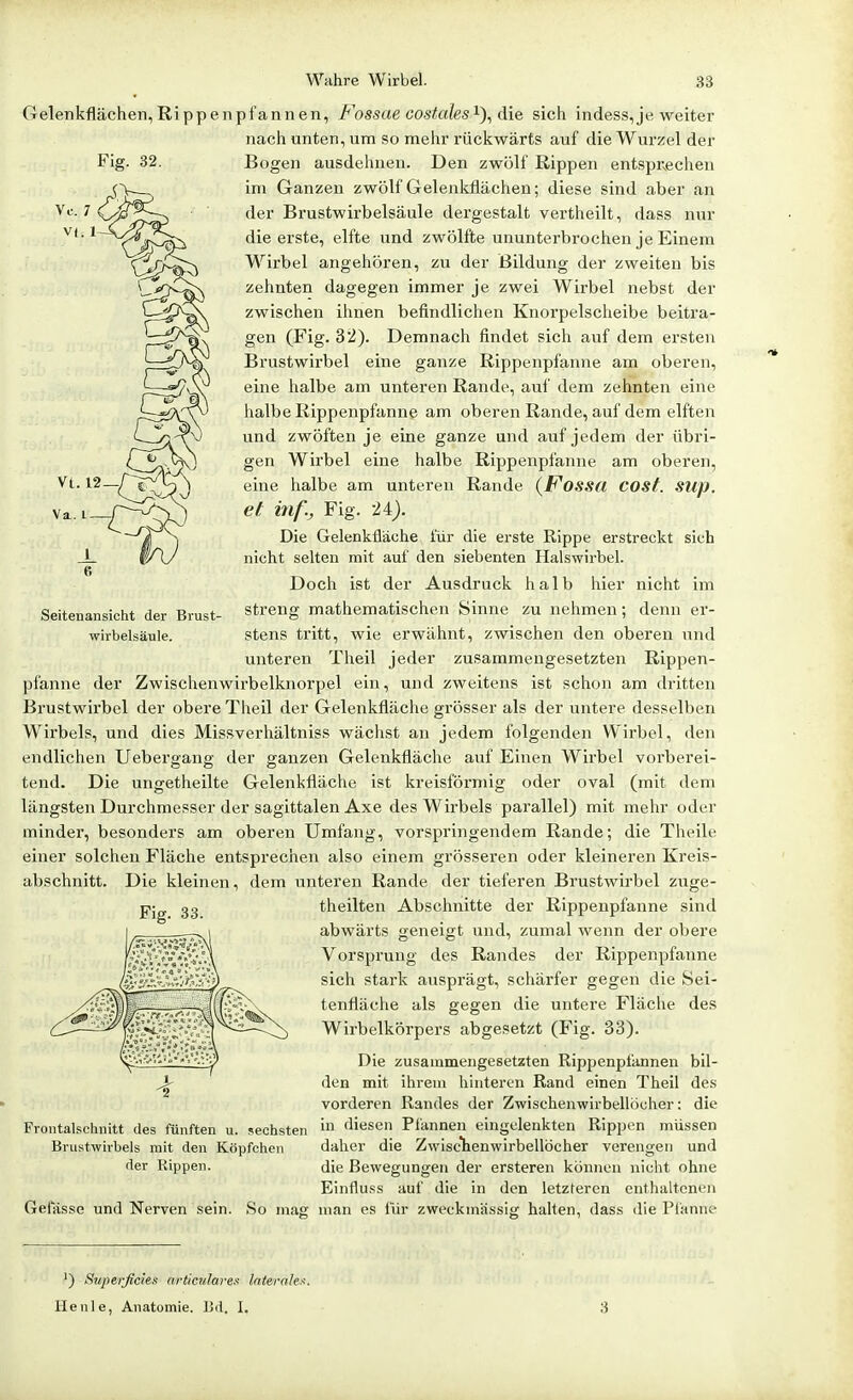 Gelenkflächen, Rippen plannen, Fossae cosfMles die sich indess, je weiter nach unten, um so mehr rückwärts auf die Wurzel der Bogen ausdehnen. Den zwölf Rippen entspr^echen im Ganzen zwölf Gelenkflächen; diese sind aber an der Brustwirbelsäule dergestalt vei'theilt, dass nur die erste, elfte und zwölfte ununterbrochen je Einem Wirbel angehören, zu der Bildung der zweiten bis zehnten dagegen immer je zwei Wirbel nebst der zwischen ihnen befindlichen Knorpelscheibe beitra- gen (Fig. 32). Demnach findet sich auf dem ersten Brustwirbel eine ganze Rippenpfanne am oberen, eine halbe am unteren Rande, auf dem zehnten eine halbe Rippenpfanne am oberen Rande, auf dem elften und zwöften je eine ganze und auf jedem der übri- gen Wirbel eine halbe Rippenpfanne am oberen, eine halbe am unteren Rande (Fossa COSt. SUp. et inf.j, Fig. 24). Die Gelenkfiäche für die erste Rippe erstreckt sich nicht selten mit auf den siebenten Halswirbel. Doch ist der Ausdruck halb hier nicht im streng mathematischen Sinne zu nehmen; denn er- stens tritt, wie erwähnt, zwischen den oberen und unteren Theil jeder zusammengesetzten Rippen- pfanne der Zwischenwirbelknorpel ein, und zweitens ist schon am dritten Brustwirbel der obere Theil der Gelenkfläche grösser als der untere desselben Wirbels, und dies Missverhältniss wächst an jedem folgenden Wirbel, den endlichen Uebergang der ganzen Gelenkfläche auf Einen Wirbel vorberei- tend. Die ungetheilte Gelenkfläche ist kreisförmig oder oval (mit dem längsten Durchmesser der sagittalen Axe des Wirbels parallel) mit mehr oder minder, besonders am oberen Umfang, vorspringendem Rande; die Theile einer solchen Fläche entsprechen also einem grösseren oder kleineren Kreis- abschnitt. Die kleinen, dem unteren Rande der tieferen Brustwirbel zuge- Va. l Seitenansicht der Brust- wirbelsäule. Fig. 33. theilten Abschnitte der Rippenpfanne sind abwärts geneigt und, zumal wenn der obere Vorspi'ung des Randes der Rippenpfanne sich stark ausprägt, schärfer gegen die Sei- tenfläche als gegen die untere Fläche des Wirbelkörpers abgesetzt (Fig. 33). Die zusammengesetzten Rippenpi'annen bil- den mit ihrem hinteren Rand einen Theil des vorderen Randes der Zwischeuwirbellöcher: die Frontalschnitt des fünften u. sechsten i diesen Plannen eingelenkten Rippen müssen Brustwirbels mit den Köpfchen dalier die Zwisc'henwirbellöcher verengen und der Rippen. die Bewegungen der ersteren können nicht ohne Einfluss auf die in den letzteren enthaltenen Gefässe und Nerven sein. So mag man es für zweckmässig halten, dass die Pfanne ') Superficies articulare.i Iniernlex. Heule, Anatomie. Bd. I. 3