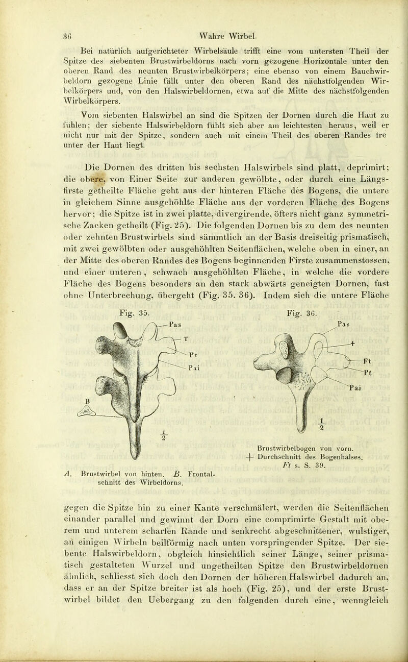 Bei natürlich aufgerichteter Wirbelsäule trifft eine vom untersten Theil der Spitze des siebenten Brustwirbeldorns nach vorn gezogene Horizontale unter den oberen Rand des neunten Brustwirbelkörpers; eine ebenso von einem Bauchwir- beldorn gezogene Linie fällt unter den oberen Rand des nächstfolgenden Wir- belkörpers und, von den Halswirbeldornen, etwa auf die Mitte des nächstfolgenden Wirbelkörpers. Vom siebenten Halswirbel an sind die Spitzen der Dornen durch die Haut zu fühlen; der siebente Halswirbeldorn fühlt sich aber am leichtesten heraus, weil er nicht nur mit der Spitze, sondern auch mit einem Theil des oberen Randes Ire unter der Haut liegt. Die Dornen des dritten bis sechsten Halswirbels sind platt, deprimirt; die obere, von Einer Seite zur anderen gewölbte, oder durch eine Längs- ftrste getheilte Fläche geht ans der hinteren Fläche des Bogens, die untere in gleichem Sinne ausgehöhlte Fläche aus der vorderen Fläche des Bogens hervor; die Spitze ist in zwei platte, divergirende, öfters nicht ganz symmetri- sclie Zacken getheilt (Fig. 25). Die folgenden Dornen bis zu dem des neunten oder zehnten Brustwirbels sind sämmtlich an der Basis dreiseitig prismatisch, mit zwei gewölbten oder ausgehöhlten Seitenflächen, welche oben in einer, an der Mitte des oberen Randes des Bogens beginnenden Firste zusammenstossen, und einer unteren, schwach ausgehöhlten Fläche, in welche die vordere Fläche des Bogens besonders an den stark abwärts geneigten Dornen, fast ohne Unterbrechung, übergeht (Fig, 35. 36). Indem sich die untere Fläche Fig. 35. Fig. 3G. Ft s. S. 39. A. Brustwirbel von hinten. B. Frontal- schnitt des Wirbeldorns. gegen die Spitze hin zu einer Kante verschmälert, werden die Seitenflächen einander parallel und gewinnt der Dorn eine comprimirte Gestalt mit obe- rem und unterem scharfen Rande und senkrecht abgeschnittener, wulstiger, an einigen Wirbeln beilförmig nach unten vorspringender Spitze. Der sie- bente Halswirbeldorn, obgleich hinsichtlich seiner Länge, seiner prisma- tisch gestalteten Wurzel und ungetheilten Spitze den Brnstwirbeldornen ähnlich, schliesst sich doch den Dornen der höheren Halswirbel dadurch an, dass er an der Spitze breiter ist als hoch (Fig. 25), und der erste Brust- wirbel bildet den Uebergang zu den folgenden durch eine, wenngleich A