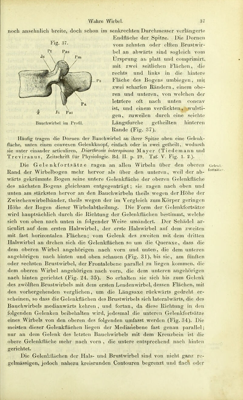 noch ansehnlich breite, doch schon im senkrechten Durchmesser verlängerte Endfläche der Spitze. Die Dornen ^'S* vom zehnten oder elften Brustwir- Häufig tragen die Dornen der Bauchwirbel an ihrer Spitze oben eine Geleuk- fläche, unten einen convexen Gelenkknopf, einlach oder in zwei getheilt, wodurch sie unter einander articuliren, Diarthrosis interspinosa Mayer (Tiedemanu und Treviranus, Zeitschrift für Physiologie. Bd. II. p. 29. Taf. V. Fig. 1. 2.). Die Gelenkfortsätze ragen an allen Wirbeln über den oberen Geieni, Rand der Wirbelbogen mehr hervor als über den unteren, weil der ab- wärts gekrümmte Bogen seine untere Gelenkfläche der oberen Gelenkfläche des nächsten Bogens gleichsam entgegenträgt; sie ragen nach oben und unten am stärksten hervor an den Bauchwirbeln theils wegen der Höhe der Zwischenwirbelbänder, theils wegen der im Vergleich zum Körper geringen Höhe der Bogen dieser Wirbelabtheilung. Die Form der Gelenkfortsätze wird hauptsächlich durch die Richtung der Gelenkflächen bestimmt, welche sich von oben nach unten in folgender Weise umändert. Der Schädel ar- ticulirt auf dem ersten Halswirbel, der erste Halswirbel auf dem zweiten mit fast horizontalen Flächen; vom Gelenk des zweiten mit dem dritten Halswirbel an drehen sich die Gelenkflächen so um die Queraxe, dass die dem oberen Wirbel angehörigen nach vorn und unten, die dem unteren angehörigen nach hinten und oben schauen (Fig. 31), bis sie, am fünften oder sechsten Brustwirbel, der Frontalebene parallel zu liegen kommen, die dem oberen Wirbel angehöi'igen nach vorn, die dem unteren angehörigen nach hinten gerichtet (Fig. 24. 35). So erhalten sie sich bis zum Gelenk des zwölften Brustwirbels mit dem ersten Lendenwirbel, dessen Flächen, mit den vorhergehenden verglichen, um die Längsaxe rückwärts gedreht er- scheinen, so dass die Gelenkflächen des Brustwirbels sich lateralwärts, die des Bauchwirbels medianwärts kehren , und fortan, da diese Richtung in den folgenden Gelenken beibehalten wird, jedesmal die unteren Gelenkfortsätze eines Wirbels von den oberen des folgenden umfasst werden (Fig. 34). Die meisten dieser Gelenkflächen liegen der Medianebene fast genau parallel; nur an dem Gelenk des letzten Bauchwirbels mit dem Kreuzbein ist die obere Gelenkfläche mehr nach vorn , die untere entsprechend nach hinten gerichtet. Die Gelenkflächen der Hals- und Brustwirbel sind von nicht ganz re- gelmässigen, jedoch nahezu kreisrunden Contouren begrenzt und flach oder bei an abwärts sind sogleich vom Ursprung an platt und comprimirt, mit zwei seitlichen Flächen, die rechts und links in die hintere Fläche des Bogens umbiegen, mit zwei scharfen Rändern, einem obe- ren und unteren, von welchen der letztere oft nach unten concav ist, und einem verdickten, wulsti- gen, zuweilen durch eine seichte Rande (Fig. 37).