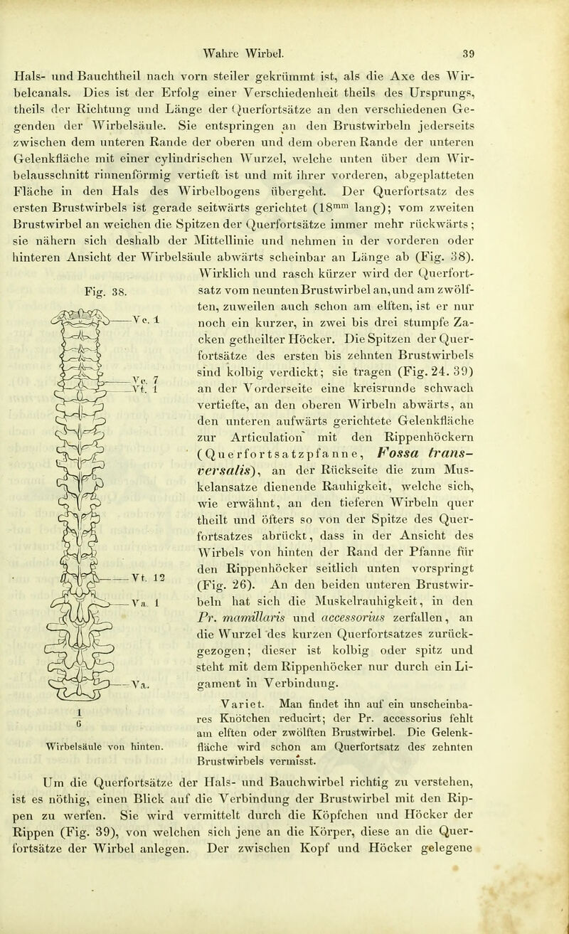 Fig. 38. Ve. 1 Hals- und Bauchtheil nach vorn steiler gekrümmt ist, als die Axe des Wir- belcanals. Dies ist der Erfolg einer Verschiedenheit theils des Ursprungs, theils der Richtung und Länge der (Juerfortsätze an den verschiedenen Ge- genden der Wirbelsäule. Sie entspringen an den Brustwirbeln jederseits zwischen dem unteren Rande der oberen und dem oberen Rande der unteren Gelenkfläche mit einer cylindrischen Wurzel, welche unten über dem Wir- belausschnitt rinnenförmig vertieft ist und mit ihrer vorderen, abgeplatteten Fläche in den Hals des Wirbelbogens übergeht. Der Querfortsatz des ersten Brustwirbels ist gerade seitwärts gerichtet (18™ lang); vom zweiten Brustwirbel an weichen die Spitzen der Querfortsätze immer mehr rückwärts ; sie nähern sich deshalb der j\Iittellinie und nehmen in der vorderen oder hinteren Ansicht der Wirbelsäule abwärts scheinbar an Länge ab (Fig. 38). Wirklich und rasch kürzer wird der Querfort- satz vom neunten Brustwirbel an, und am zwölf- ten, zuweilen auch schon am elften, ist er nur noch ein kurzer, in zwei bis drei stumpfe Za- cken getheilter Höcker. Die Spitzen der Quer- fortsätze des ersten bis zehnten Brustwirbels sind kolbig verdickt; sie tragen (Fig. 24. 39) an der Vorderseite eine kreisrunde schwach vertiefte, an den oberen Wirbeln abwärts, an den unteren aufwärts gerichtete Gelenkfläche zur Articulation mit den Rippenhöckern (Querfortsatzpfanne, Fossa trans- versalis)^ an der Rückseite die zum Mus- kelansatze dienende Rauhigkeit, welche sich, wie erwähnt, an den tieferen Wirbeln quer theilt und öfters so von der Spitze des Quer- fortsatzes abrückt, dass in der Ansicht des Wirbels von hinten der Rand der Pfanne für den Rippenhöcker seitlich unten vorspringt (Fig. 26). An den beiden unteren Brustwir- beln hat sich die Muskelraiihigkeit, in den Pr. mamiUans und accessorius zerfallen, an die Wurzel des kurzen Querfortsatzes zurück- gezogen; dieser ist kolbig oder spitz und steht mit dem Rippenhöcker nur durch ein Li- gament in Verbindung. Variet. Man findet ihn auf ein unscheinba- res Knötchen reducirt; der Pr. accessorius fehlt am elften oder zwölften Brustwirbel. Die Gelenk- fläche wird schon am Querfortsatz des zehnten Brustwirbels vcnnisst. Um die Querfortsätze der Hals- und Bauchwirbel richtig zu verstehen, ist es nöthig, einen Blick auf die Verbindung der Brustwirbel mit den Rip- pen zu werfen. Sie wird vermittelt durch die Köpfchen und Höcker der Rippen (Fig. 39), von welchen sich jene an die Körper, diese an die Quer- fortsätze der Wirbel anlegen. Der zwischen Kopf und Höcker gelegene Vt, 13 Wirbelsäule von hinten.