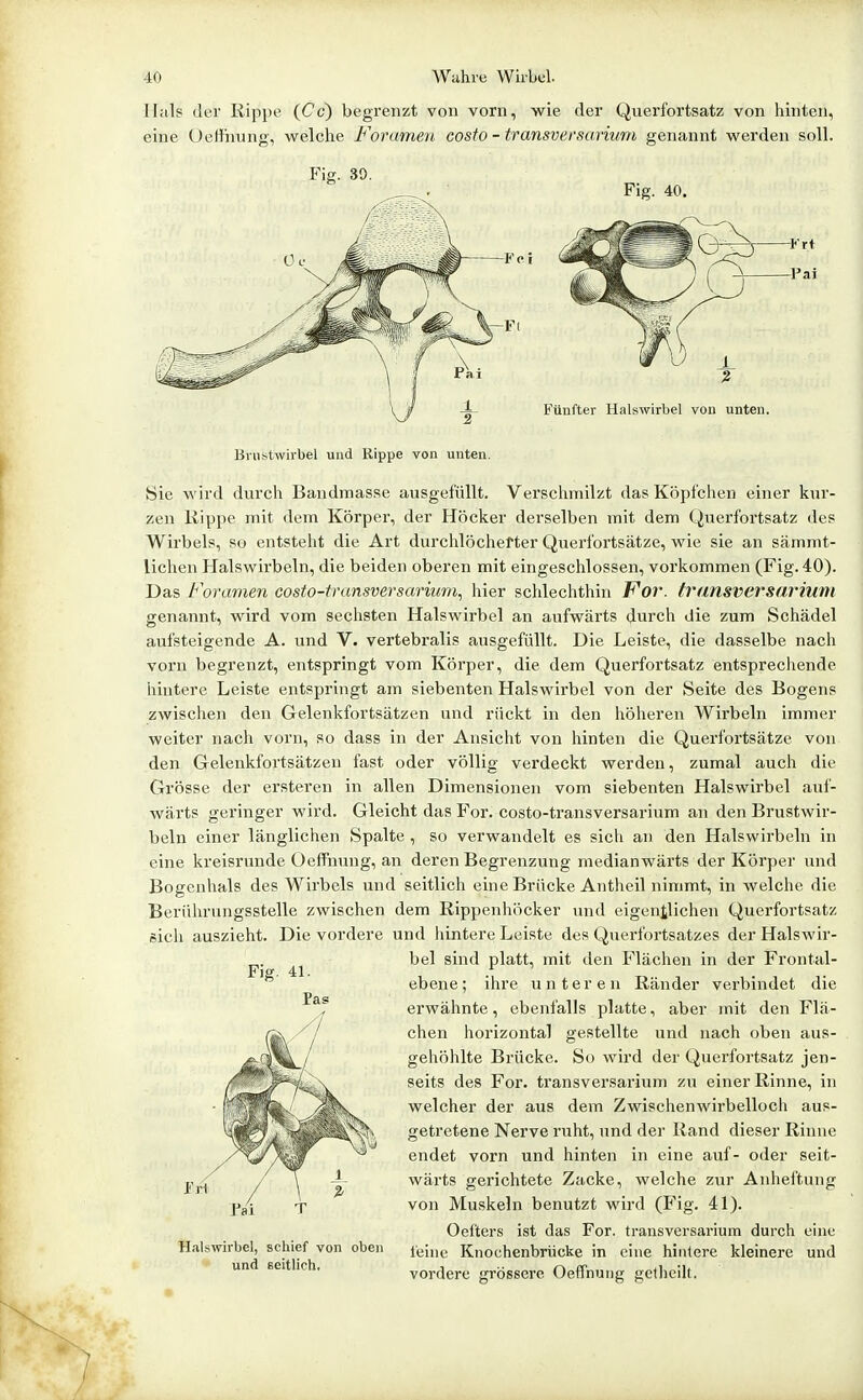Hill? der Rippe (Cc) begrenzt von vorn, wie der Querfortsatz von hinten, eine üeffnung, welche Foramen costo - transversarium genannt werden soll. Fig. 39. Fig. 40. l'oi Krt Pai Fünfter Halswirbel von unten. Brustwirbel und Rippe von unten. Sie wird durch Bandmasse ausgefüllt. Verschmilzt das Köpfchen einer kur- zen Kippe mit dem Körper, der Höcker derselben mit dem Querfortsatz des Wirbels, so entsteht die Art durchlöchefter Querfoi'tsätze, wie sie an sämmt- lichen Halswirbeln, die beiden oberen mit eingeschlossen, vorkommen (Fig. 40). Das Foramen costo-transversariuni, hier schlechthin F'or. transversarium genannt, wird vom sechsten Halswirbel an aufwärts durch die zum Schädel aufsteigende A. und V. vertebralis ausgefüllt. Die Leiste, die dasselbe nach vorn begrenzt, entspringt vom Körper, die dem Querfortsatz entsprechende liintere Leiste entspringt am siebenten Halswirbel von der Seite des Bogens zwischen den Gelenkfortsätzen und rückt in den höheren Wirbeln immer weiter nach vorn, so dass in der Ansicht von hinten die Querfoi'tsätze von den Gelenkfortsätzen fast oder völlig verdeckt werden, zumal auch die Grösse der ersteren in allen Dimensionen vom siebenten Halswirbel auf- wärts geringer wird. Gleicht das For. costo-transversarium an den Brustwir- beln einer länglichen Spalte , so verwandelt es sich an den Halswirbeln in eine kreisrunde üeffnung, an deren Begrenzung medianwärts der Körper und Bogcnlials des Wirbels und seitlich eine Brücke Antheil nimmt, in welche die Berührnngsstelle zwischen dem Rippenhöcker und eigentlichen Querfortsatz sich auszieht. Die vordere und liintere Leiste des Querfortsatzes der Halswir- bel sind platt, mit den Flächen in der Frontal- ebene; ihre unteren Ränder verbindet die erwähnte, ebenfalls platte, aber mit den Flä- chen horizontal gestellte und nach oben aus- gehöhlte Brücke. So wird der Querfortsatz jen- seits des For. transversarium zu einer Rinne, in welcher der aus dem Zwischenwirbelloch aus- getretene Nerve ruht, und der Rand dieser Rinne endet vorn und hinten in eine auf- oder seit- wärts gerichtete Zacke, welche zur Anheltung von Muskeln benutzt wird (Fig. 41). Oel'ters ist das For. transversarium durch eine leine Knochenbrücke in eine hiiilere kleinere und vordere grössere Oeffnung gctlieilt. Halswirbel, schief von oben und Beitlich.