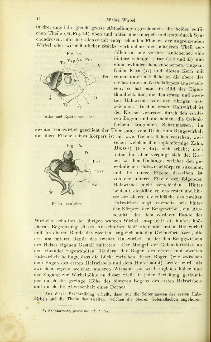 Atlas und Epistr. von oben. in drei ungefähr gleich grosse Abtheilungen geschieden, die beiden seitli- chen Theile (il/,Fig.44) oben und unten überknorpelt und, statt durch Syn- chondrosen, durch Gelenke mit entsprechenden Flächen der angrenzenden Wirbel oder wirbelähnlicher IStncke verbunden; den mittleren Theil zer- Fig. 44. fallen in eine vordere knöcherne, eine hintere sehnige Leiste (.4 a und L) und einen cylindrischen, knöchernen, ringsum freien Kern {D) und diesen Kern mit seiner unteren Fläche an die obere des nächst unteren Wirbelkörpers angewacli- sen: so hat man ein Bild der Eigen- thümlichkeiten, die den ersten und zwei- ten Halswirbel vor den übrigen aus- zeichnen. In dem ersten Halswirbel ist der Körper vertreten durch den vorde- ren Bogen und die beiden, die Gelenk- flächen tragenden Seitenmassen; im zweiten Halswirbel geschieht der Uebergang vom Dreh- zum Beugewirbel: die obere Fläche seines Körpers ist mit zwei Gelenkfiächen versehen, zwi- schen welchen der zapfenförmige Zahn, Dens^} (Fig. 45), sich erhebt; nach unten hin aber verjüngt sich der Kör- per zu dem Umfange, welcher den ge- wöhnlichen Halswirbelkörpern zukommt, und die untere Fläche desselben ist von der unteren Fläche der folgenden Halswirbel nicht verschieden. Hinter beiden Gelenkflächen des ersten und hin- ter der oberen Gelenkfläche des zweiten Epistr. von oben. Halswirbels folgt jederseits, wie hinter den Körpern der Beugewirbel, ein Aus- schnitt, der dem vorderen Rande des Wirbelausschnittes der übrigen wahren Wirbel entspricht; die hintere knö- cherne Begrenzung dieses Ausschnittes fehlt aber am ersten Halswirbel und am oberen Rande des zweiten, zugleich mit den Gelenkfortsätzen, die erst am unteren Rande des zweiten Halswirbels in der den BeugQwirbeln des Halses eigenen Gestalt auftreten. Der Mangel der Gelenkfortsätze an den einander zugewandten Rändern der Bogen des ersten und zweiten Halswirbels bedingt, dass die Lücke zwischen diesen Bogen (wie zwischen dem Bogen des ersten Halswirbels und dem Hinterhaupt) breiter wird, als zwischen irgend welchen anderen Wirbeln; sie wird zugleich höher und der Zugang zur Wirbelhöhle an dieser Stelle in jeder Beziehung geräumi- ger durch die geringe Höhe des hinteren Bogens des ersten Halswii'bels und durch die Abwesenheit eines Dornes. Aus dieser Beschreibung erhellt, dass auf die Seitenmassen des ersten Hals- wirbels und die Theile des zweiten, welchen die obei'en Gelenkflächen angehören, Fa.s Frt Pai ^) Zahnfortsatz, processus odonioideus.