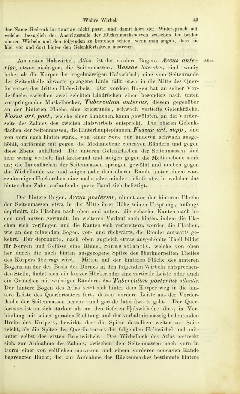 der Name .Gelenkfortsätze nicht passt, und damit hört der Widerspruch aul, welcher bezüglich der Austrittsstelle der Rückenmarksnerven zwischen den beiden oberen Wirbeln und den folgenden zu bestehen schien, wenn man angab, dass sie hier vor und dort hinter den Gelenkfortsätzen austreten. Am ersten Halswirbel, Atlas, ist der vordere Bogen, ArcUS ante- Atlas. rior, etwas niedriger, die Seitenmassen, Massae laterales, sind wenig höher als die Körper der regelmässigen Halswirbel; eine vom Seitenrande der Seitentheile abwärts gezogene Linie fällt etwa in die Mitte des Quer- fortsatzes des diitten Halswirbels. Der vordere Bogen hat an seiner Vor- derfläche zwischen zwei seichten Eindrücken einen besonders nach unten vorspringenden Muskelhöcker, Tubercillum anterius, diesem gegenüber an der hinteren Fläche eine kreisrunde, schwach vertiefte Gelenkfläche, Fossa art. post., welche einer ähnlichen, kaum gewölbten, an der Vorder- seite des Zahnes des zweiten Halswirbels entspricht. Die oberen Gelenk- flächen der Seitenmassen, die Hinterhauptspfannen, J'^O^Äae art. SUpp., sind von vorn nach hinten stai'k, von einer Seite zur anderen schwach ausge- höhlt, ohrförmig mit gegen die Median ebene concaven Rändern und gegen diese Ebene abfallend. Die unteren Gelenkflächen der Seitenmassen sind sehr wenig vertieft, fast kreisrund und steigen gegen die Medianebene sanft an; die Innenflächen der Seitenmassen springen gewölbt und uneben gegen die Wirbelhöhle vor und zeigen nahe dem oberen Rande hinter einem war- zenförmigen Höckerchen eine mehr oder minder tiefe Grube, in welcher das hinter dem Zahn verlaufende quere Band, sich befestigt. Der hintere Bogen, ArcUS posterior^ nimmt aus der hinteren Fläche der Seitenmassen etwa in der Mitte ihrer Höhe seinen Ursprung, anfangs deprimirt, die Flächen nach oben und unten, die scharfen Kanten nach in- nen und aussen gewandt; im weiteren Verlauf nach hinten, indem die Flä- chen sich vei'jüngen und die Kanten sich verbreitern, werden die Flächen, wie an den folgenden Bogen, vor- und rückwärts, die Ränder aufwärts ge- kehrt'. Der deprimirte, nach oben zugleich etwas ausgehöhlte Theil bildet für Nerven und Gefässe eine Rinne, Sinus atlantis, welche von oben her durch die nach hinten ausgezogene Spitze des überknorpelten Theiles des Körpers überragt wird. Mitten auf der hinteren Fläche des hinteren Bogens, an der der Basis des Dornes in den folgenden Wirbeln entsprechen- den Stelle, findet sich ein kurzer Höcker oder eine verticale Leiste oder auch ein Grübchen mit wulstigen Rändern, das T^lbercubmi posterius atlantis. Der hintere Bogen des Atlas setzt sich hinter dem Körper weg in die hin- tere Leiste des Querfortsatzes fort, dessen vordere Leiste aus der Vorder- fläche der Seitenmassen hervor- und gerade lateralwärts geht. Der Quer- fortsatz ist an sich stärker als an den tieferen Halswirbeln ; dies, in Ver- bindung mit seiner geraden Richtung und der verhältnissmässig bedeutenden Breite des Körpers, bewirkt, dass die Spitze desselben weiter zur Seite reicht, als die Spitze des Querfortsatzes der folgenden Halswirbel und mit- unter selbst des ersten Brustwirbels. Das Wirbelloch des Atlas erstreckt sich, zur Aufnahme des Zahnes, zwischen den Seitenmassen nach vorn in Form einer von seitlichen convexen und einem vorderen concaven Rande begrenzten Bucht; der zur Aufnahme des Rückenmarkes bestimmte hintere