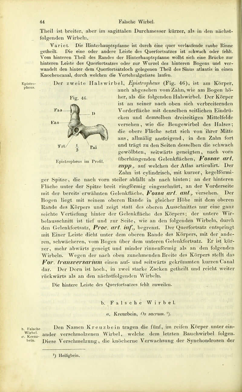 Epistro- pheus. Fig. 4G. Eas Theil ist breiter, aber im sagittalen Durchmesser kürzer, als in den nächst- folgenden Wirbeln. Varl et. Die Hinterhauptspfanne ist durch eine quer verlautende rauhe Rinne getheilt. Die eine oder andere Leiste des Querf'ortsatzes ist seh wach oder fehlt. Vom hinteren Theil des Randes der Hinterhauptsptanne wölbt sich eine Brücke zur hinteren Leiste des Querfortsatzes oder zur Wurzel des hinteren Bogens und ver- wandelt den hinter dem Querfortsatzloch gelegenen Theil des Sinus atlantis in einen Knochencaual, durch welchen die Vertebralgeiässe laufen. Der zweite Halswirbel, Epistropheus (Fig. 46), ist am Körper, auch abgesehen vom Zahn, wie am Bogen hö- her, als die folgenden Halswirbel. Der Körper ist an seiner nach oben sich verbreiternden Vorderfläche mit denselben seitlichen Eindrü- cken und demselben dreiseitigen Mittelfolde versehen, wie die Bengewirbel des Halses; die obere Fläche setzt sich von ihrer Mitte aus, allmälig ansteigend, in den Zahn fort und trägt zu den Seiten desselben die schwach gewölbten, seitwärts geneigten, nach vorn überhängenden Gelenkflächen, Fossue url. SUpp.j auf welchen der Atlas articulirt. Der Zahn ist cylindrisch, mit kurzer, kegelförmi- ger Spitze, die nach vorn steiler abfällt als nach hinten; an der hinteren Fläche unter der Spitze breit ringförmig eingeschnürt, an der Vorderseite mit der- bereits erwähnten Gelenkfläche, Fossa art. ant., versehen. Der Bogen liegt mit seinem oberen Rande in gleicher Höhe mit dem oberen Rande des Körpers und zeigt statt des oberen Ausschnittes nur eine ganz seichte Vertiefung hinter der Gelenkfläche des Körpers; der untere Wir- belausschnitt ist tief und zur Seite, wie an den folgenden Wirbeln, durch den Gelenkfortsatz, Pvoc. art. inf'., begrenzt. Der Querfortsatz entspringt mit Einer Leiste dicht unter dem oberen Rande des Körpers, mit der ande- ren, schwächeren, vom Bogen über dem unteren Gelenkfortsatz. Er ist kür- zer, mehr abwärts geneigt und minder rinnenförmig als an den folgenden Wirbeln. Wegen der nach oben zunehmenden Breite des Körpers stellt das Vor. transversarhim einen auf- und seitwärts gekrümmten kurzen Canal dar. Der Dorn ist hoch, in zwei starke Zacken getheilt und reicht weiter rückwärts als an den nächstfolgenden Wirbeln. Die hintere Leiste des Querlortsatzes fehlt zuweilen. Tri/ i Epistropheus im Profil. b. FalscheWirbel. n. Kreuzbein, Og sacrum. '). Falsche Den Namen Kreuzbein tragen die fünf, im reifen Körper unter ein- ■^reuz- s-nder verschmolzenen Wirbel, welche dem letzten Bauchwirbel folgen, bein. Diese Verschmelzung, die knöcherne Verwachsung der Synchondrosen der ') Heiligbein,