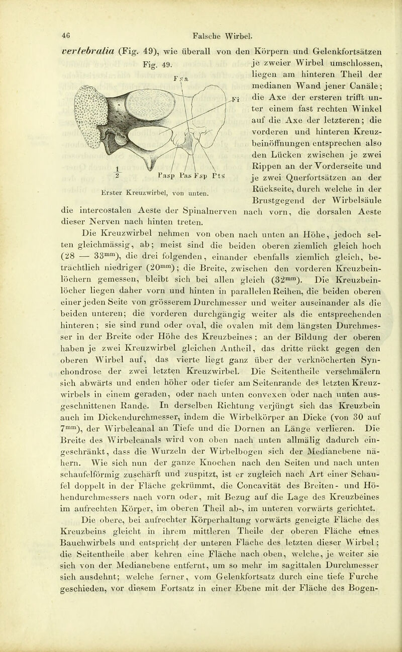 verlebralia (Fig. 49), wie überall von den Körpern und Gelenkfortsätzen die intercostalen Aeste der Spinalnerven nach vorn, die dorsalen Aeste dieser Nerven nach hinten treten. Die Kreuzwirbel nehmen von oben nach unten an Höhe, jedoch sel- ten gleichmässig, ab; meist sind die beiden oberen ziemlich gleich hoch (28 — 33™), die drei folgenden, einander ebenfalls ziemlich gleich, be- trächtlich niedriger (20™); die Breite, zwischen den vorderen Kreuzbein- löchern gemessen, bleibt sich bei allen gleich (32™™). Die Kreuzbein- löcher liegen daher vorn und hinten in pai-allelen Reihen, die beiden oberen einer jeden Seite von grösserem Durchmesser und weiter auseinander als die beiden unteren; die vorderen durchgängig weiter als die entsprechenden hinteren; sie sind rund oder oval, die ovalen mit dem längsten Durchmes- ser in der Breite oder Höhe des Kreuzbeines ; an der Bildung der oberen haben je zwei Kreuzwirbel gleichen Antheil, das dritte rückt gegen den oberen Wirbel auf, das vierte liegt ganz über der verknöcherten Syn- chondrose der zwei letzten Kreuzwirbel. Die Seitentheile verschmälern sich abwärts und enden höher oder tiefer am Seitenrande des letzten Kreuz- wirbels in einem geraden, oder nach unten convexen oder nach unten aus- geschnittenen Rande. In derselben Richtung verjüngt sich das Kreuzbein auch im Dickendurchmesser, indem die Wirbelkörper an Dicke (von 30 auf 7™™), der Wirbelcanal an Tiefe und die Dornen an Länge verlieren. Die Breite des Wirbelcanals wird von oben nach unten allmälig dadurch ein- geschränkt, dass die Wurzeln der Wü'belbogen sich der Medianebene nä- hern. Wie sich nun der ganze Knochen nach den Seiten und nach unten schaufeiförmig zuschärft und zuspitzt, ist er zugleich nach Art einer Sciiau- fel doppelt in der Fläche gekrümmt, die Concavität des Breiten- und Hö- hendurchmessers nach vorn oder, mit Bezug auf die Lage des Kreuzbeines im aufrechten Körper, im oberen Theil ab-, im unteren voi'wärts gerichtet. Die obere, bei aufrechter Körperhaltung vorwärts geneigte Fläche des Kreuzbeins gleicht in ihrem mittleren Theile der oberen Fläche eines Bauchwirbels und entspricht der unteren Fläche des letzten dieser Wirbel; die Seitentheile aber kehren eine Fläche nach oben, welche, je weiter sie sich von der Medianebene entfernt, um so mehr im sagittalen Durchmesser sich ausdehnt; welche ferner, vom Gelenkfortsatz durch eine tiefe Furche geschieden, vor diesem Fortsatz in einer Ebene mit der Fläche des Bogen- Erster Kreuzwirbel, von unten. Fig. 49. F .s- a. -Fi je zweier Wirbel umschlossen, liegen am hinteren Theil der medianen Wand jener Canäle; die Axe der ersteren trifft un- ter einem fast rechten Winkel auf die Axe der letzteren; die vorderen und hinteren Kreuz- beinöffhungen entsprechen also den Lücken zwischen je zwei Rippen an der Vorderseite und je zwei Querfortsätzen an der Rückseite, durch welche in der Brustgegend der Wirbelsäule