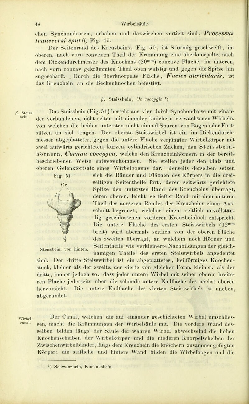 chen Synchoiidrosen, erhaben und dazwischen vertieft sind, ProcesSKS Iransversi spmii, Fig. 49. Der Seitenrand des Kreuzbeins, Fig. 50, ist Sförmig geschweift, im oberen, nach vorn convexen Theil der Krümmung eine überknorpelte, nach dem Dickendurchmesser des Knochens (20) concave Fläche, im unteren, nach vorn concav gekrümraten Theil oben wulstig und gegen die Spitze hin zugeschärft. Durch die überknorpelte Fläche, Facies auvicularis, ist das Kreuzbein an die Beckenknochen befestigt. Steissbein, O.s cocci/gis '). steiss- Das Steissbein (Fig. 51) besteht aus vier durch Synchondrose mit einan- der verbundenen, nicht selten mit einander knöchern verwachsenen Wirbeln, von welchen die beiden untersten nicht einmal Spuren von Bogen oder Fort- sätzen an sich tragen. Der oberste Steisswirbel ist ein im Dickendurch- messer abgeplatteter, gegen die untere Fläche verjüngter Wirbelkörper mit zwei aufwärts gerichteten, kurzen, cylindrischen Zacken, den Steissbein- hörnern, Cornua coccygea, welche den Kreuzbeinhörnern in der bereits beschriebenen Weise entgegenkommen. Sie stellen jeder den Hals und oberen Gelenkfortsatz eines Wirbelbogens dar. Jenseits derselben setzen sich die Ränder und Flächen des Körpers in die drei- seitigen Seitentheile fort, deren seitwärts gerichtete Spitze den untersten Rand des Kreuzbeins überragt, deren oberer, leicht vertiefter Rand mit dem unteren Theil des äusseren Randes des Kreuzbeins einen Aus- schnitt begrenzt, welcher einem seitlich unvollstän- dig geschlossenen vorderen Kreuzbeinloch entspricht. Die untere Fläche des ersten Steisswirbels (12™™ breit) wh'd abermals seitlich von der oberen Fläche des zweiten überragt, an welchem noch Hörner und . , . ,. Seitentheile wie verkleinerte Nachbildungen der gleich- Steissbem, von hinten. - mi -i i r-i • i i namigen 1 heile des ersten Steisswirbels angedeutet sind. Der dritte Steisswirbel ist ein abgeplattetes, keilförmiges Knochen- stück, kleiner als der zweite, der viei'te von gleicher Form, kleiner, als der dritte, immer jedoch so, dass jeder untere Wirbel mit seiner oberen breite- ren Fläche jederseits über die schmale untere Endfläche des nächst oberen hervorsieht. Die untere Endfläche des vierten Steisswirbels ist uneben, abgerundet. Wirbel- I^^'' Canal, welchen die auf einander geschichteten Wirbel umschlies- cauai. c,g,^^ macht die Krümmungen der Wirbelsäule mit. Die vordere Wand des- selben bilden längs der Säule der wahren Wirbel abwechselnd die hohen Knochenscheiben der Wirbelkörper und die niederen Knorpelscheiben der Zwischenwirbelbänder, längs dem Kreuzbein die knöchern zusammengefügten Körper; die seitliche und hintere Wand bilden die Wirbelbogen und die ') Scliwanzbein, Kucknksbein.