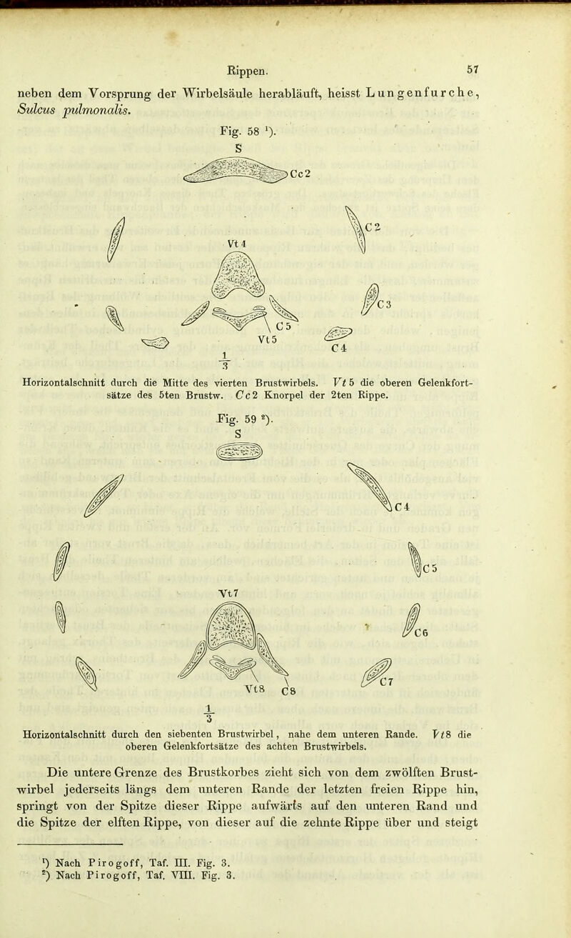 neben dem Vorsprung der Wirbelsäule herabläuft, heisst Lungen furche, Sulcus pulmonalis. Fig. 58 S )Cc2 Vt4 •'CS C4 Horizontalschnitt durch die Mitte des vierten Brustwirbels. Vt 5 die oberen Gelenkfort- sätze des öten Brustw. Cc2 Knorpel der 2ten Rippe. Pig. 59 ä). S Horizontalschnitt durch den siebenten Brustwirbel, nahe dem unteren Rande. fiS die oberen Gelenkfortsätze des achten Brustwirbels. Die untere Grenze des Brustkorbes zieht sich von dem zwölften Brust- wirbel jederseits längs dem unteren Rande der letzten freien Rippe hin, springt von der Spitze dieser Rippe aufwärts auf den unteren Rand und die Spitze der elften Rippe, von dieser auf die zehnte Rippe über und steigt ') Nach Pirogoff, Taf. III. Fig. 3. ^) Nach Pirogoff, Taf. Vm. Fig. 3.