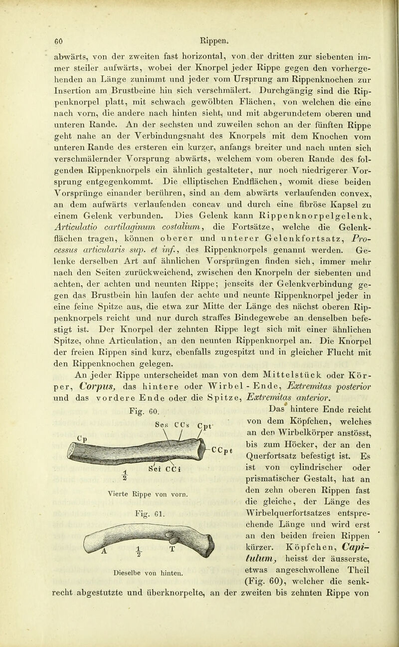 abwärts, von der zweiten fast horizontal, von der dritten zur siebenten im- mer steiler aufwärts, wobei der Knorpel jeder Rippe gegen den vorherge- henden an Länge zunimmt und jeder vom Ursprung am Rippenknochen zur Insertion am Brustbeine hin sich verschmälert. Durchgängig sind die Rip- penknorpel platt, mit schwach gewölbten Flächen, von welchen die eine nach vorn, die andere nach hinten sieht, und mit abgerundetem oberen und unteren Rande. An der sechsten und zuweilen schon an der fünften Rippe geht nahe an der Verbindungsnaht des Knorpels mit dem Knochen vom unteren Rande des ersteren ein kurzer, anfangs breiter und nach unten sich verschmälernder Vorsprung abwärts, welchem vom oberen Rande des fol- genden Rippenknorpels ein ähnlich gestalteter, nur noch niedrigerer Vor- sprung entgegenkommt. Die elliptischen Endflächen, womit diese beiden Vorsprünge einander berühren, sind an dem abwärts verlaufenden convex, an dem aufwärts verlaufenden concav und durch eine fibröse Kapsel zu einem Gelenk verbunden. Dies Gelenk kann Rippenknorpelgelenk, Articulatio cartüaginum costalium, die Fortsätze, welche die Gelenk- flächen tragen, können oberer und unterer Gelenkfortsatz, Pro- cessus articularis swp. et inf., des Rippenknorpels genannt werden. Ge- lenke derselben Art auf ähnlichen Vorsprüngen finden sich, immer mehr nach den Seiten zurückweichend, zwischen den Knorpeln der siebenten und achten, der achten und neunten Rippe; jenseits der Gelenkverbindung ge- gen das Brustbein hin laufen der achte und neunte Rippenknorpel jeder in eine feine Spitze aus, die etwa zur Mitte der Länge des nächst oberen Rip- penknorpels reicht und nur durch straffes Bindegewebe an denselben befe- stigt ist. Der Knorpel der zehnten Rippe legt sich mit einer ähnlichen Spitze, ohne Articulation, an den neunten Rippenknorpel an. Die Knorpel der freien Rippen sind kurz, ebenfalls zugespitzt und in gleicher Flucht mit den Rippenknochen gelegen. An jeder Rippe unterscheidet man von dem Mittelstück oder Kör- per, Corpus^ das hintere oder Wirbel - Ende, Extremitas fosterior und das vordere Ende oder die Spitze, Extremitas anterior. Fig. 60. Scs CCs Das hintere Ende reicht von dem Köpfchen, welches an den Wirbelkörper anstösst, bis zum Höcker, der an den Querfortsatz befestigt ist. Es ist von cylindrischer oder prismatischer Gestalt, hat an den zehn oberen Rippen fast die gleiche, der Länge des Wirbelquerfortsatzes entspre- chende Länge und wird erst an den beiden freien Rippen kürzer. Köpfchen, Capi- tuhini^ heisst der äusserste, etwas angeschwollene Theil (Fig. 60), welcher die senk- recht abgestutzte und überknorpelte, an der zweiten bis zehnten Rippe von Vierte Rippe von vorn. Fig. 61. Dieselbe von Iiinten.