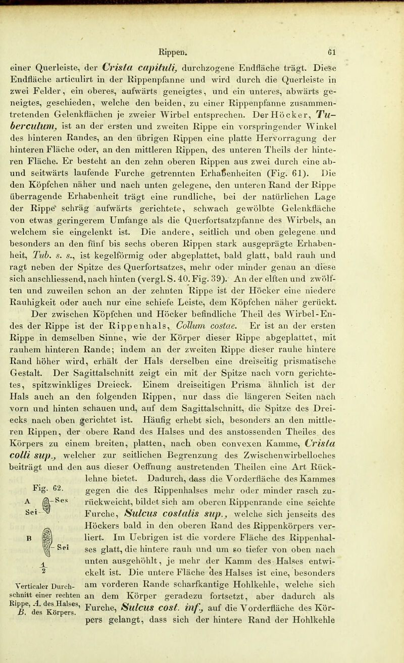 einer Querleiste, der Crista capituli, durchzogene Endfläche trägt. Diese Endfläche articulirt in der Rippenpfanne und wird durch die Querleiste in zwei Felder, ein oberes, aufwärts geneigtes, und ein unteres, abwärts ge- neigtes, geschieden, welche den beiden, zu einer Rippenpfanne zusammen- tretenden Gelenkflächen je zweier Wirbel entsprechen. Der Höcker, Tw- berculunij ist an der ersten und zweiten Rippe ein vorspringender Winkel des hinteren Randes, an den übrigen Rippen eine platte Hervorragung der hinteren Fläche oder, an den mittleren Rippen, des unteren Theils der hinte- ren Fläche. Er besteht an den zehn oberen Rippen aus zwei durch eine ab- und seitwärts laufende Furche getrennten Erhaßenheiten (Fig. 61). Die den Köpfchen näher und nach unten gelegene, den unteren Rand der Rippe überragende Erhabenheit trägt eine rundliche, bei der natürlichen Lage der Rippe' schräg aufwärts gerichtete, schwach gewölbte Gelenkfläche von etwas geringerem Umfange als die Querfortsatzpfanne des Wirbels, an welchem sie eingelenkt ist. Die andere, seitlich und oben gelegene und besonders an den fünf bis sechs oberen Rippen stark ausgeprägte Erhaben- heit, Tuh. s. s., ist kegelförmig oder abgeplattet, bald glatt, bald rauh und ragt neben der Spitze des Querfortsatzes, mehr oder minder genau an diese sich anschliessend, nach hinten (vergl. S. 40. Fig. 39). An der elften und zwölf- ten und zuweilen schon an der zehnten Rippe ist der Höcker eine niedere Rauhigkeit oder auch nur eine schiefe Leiste, dem Köpfchen näher gerückt. Der zwischen Köpfchen und Höcker befindliche Theil des W'irbel-En- des der Rippe ist der Rippenhals, Collum costae. Er ist an der ersten Rippe in demselben Sinne, wie der Körper dieser Rippe abgeplattet, mit rauhem hinteren Rande; indem an der zweiten Rippe dieser rauhe hintere Rand höher wird, erhält der Hals derselben eine dreiseitig prismatische Gestalt. Der Sagittalschnitt zeigt ein mit der Spitze nach vorn gerichte- tes, spitzwinkliges Dreieck. Einem dreiseitigen Prisma ähnlich ist der Hals auch an den folgenden Rippen, nur dass die längeren Seiten nach vorn und hinten schauen und, auf dem Sagittalschnitt, die Spitze des Drei- ecks nach oben gerichtet ist. Häufig erhebt sich, besonders an den mittle- ren Rippen, der obere Rand des Halses und des anstossenden Theiles des Körpei's zu einem breiten, platten, nach oben convexen Kamme, Crislu colli sup.j welcher zur seitlichen Begrenzung des Zwischenwirbelloches beiträgt und den aus dieser Oeffnung austretenden Theilen eine Art Rück- lehne bietet. Dadurch, dass die Vorderfläche des Kammes gegen die des Rippenhalses mehr oder minder rasch zu- rückweiclat, bildet sich am oberen Rippenrande eine seichte Furche, Sulctis costalis snp.j, welche sich jenseits des Höckers bald in den oberen Rand des Rippenkörpers ver- liert. Im Uebrigen ist die vordere Fläche des Rippenhal- ses glatt, die hintere rauh und um so tiefer von oben nach unten ausgehöhlt, je mehr der Kamm des Halses entwi- ckelt ist. Die untere Fläche des Halses ist eine, besonders Verticaler Durch- 3-™ vorderen Rande scharfkantige Hohlkehle, welche sich schnitt einer rechten an dem Köl'per geradezu fortsetzt, aber dadurch als ^'T'des^öfpers'' ^'^^'^h^, iSulcus COsl. inf.j auf die Vorderfläche des Kör- pers gelangt, dass sich der hintere Rand der Hohlkehle
