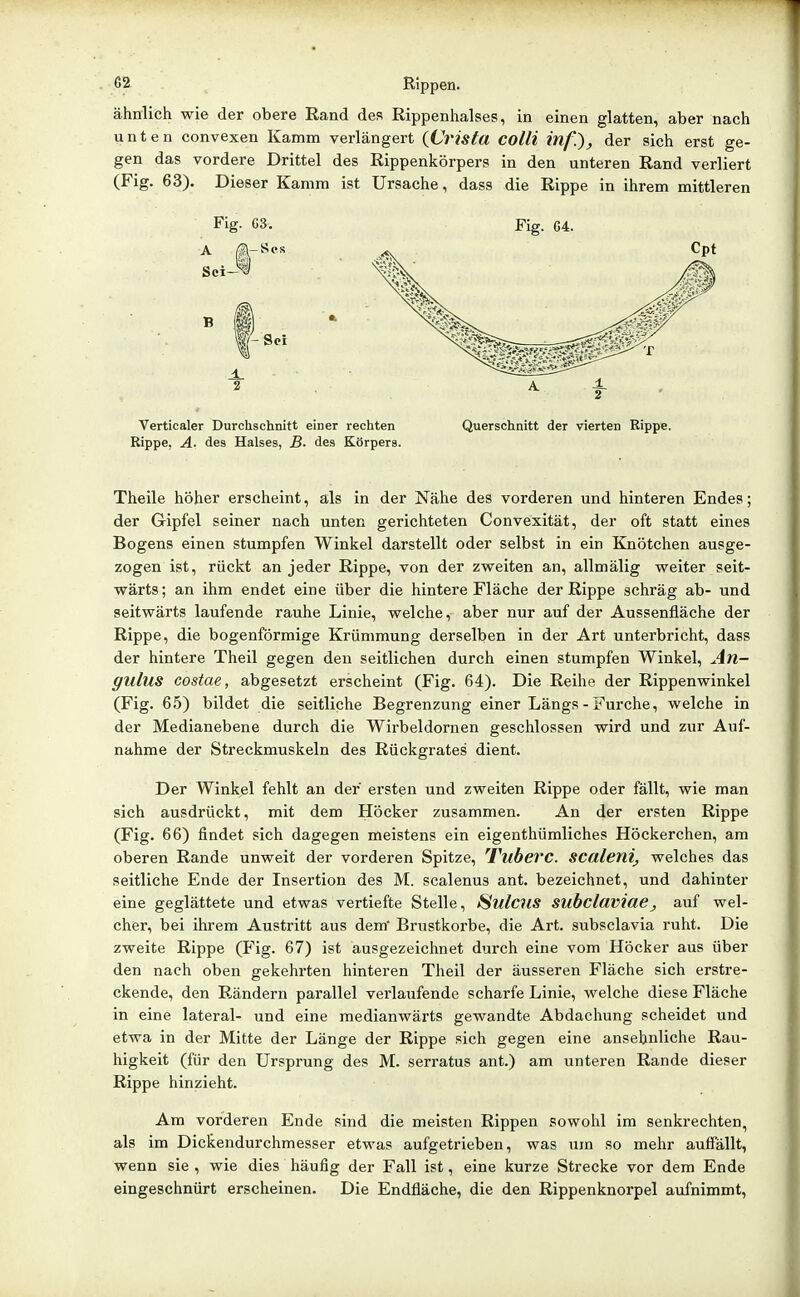 ähnlich wie der obere Rand des Rippenhalses, in einen glatten, aber nach unten convexen Kamm verlängert {Crista colli inf.), der sich erst ge- gen das vordere Drittel des Rippenkörpers in den unteren Rand verliert (Fig. 63). Dieser Kamm ist Ursache, dass die Rippe in ihrem mittleren Fig. G3. Fig. 64. Verticaler Durchschnitt einer rechten Querschnitt der vierten Rippe. Rippe, A. des Halses, 5. des Körpers. Theile höher erscheint, als in der Nähe des vorderen und hinteren Endes; der Gipfel seiner nach unten gerichteten Convexität, der oft statt eines Bogens einen stumpfen Winkel darstellt oder selbst in ein Knötchen ausge- zogen ist, rückt an jeder Rippe, von der zweiten an, allmälig weiter seit- wärts ; an ihm endet eine über die hintere Fläche der Rippe schräg ab- und seitwärts laufende rauhe Linie, welche, aber nur auf der Aussenfläche der Rippe, die bogenförmige Krümmung derselben in der Art unterbricht, dass der hintere Theil gegen den seitlichen durch einen stumpfen Winkel, An- gulus costae, abgesetzt erscheint (Fig. 64). Die Reihe der Rippenwinkel (Fig. 6.5) bildet die seitliche Begrenzung einer Längs - Furche, welche in der Medianebene durch die Wirbeldornen geschlossen wird und zur Auf- nahme der Streckmuskeln des Rückgrates dient. Der Winkel fehlt an der ersten und zweiten Rippe oder fällt, wie man sich ausdrückt, mit dem Höcker zusammen. An der ersten Rippe (Fig. 66) findet sich dagegen meistens ein eigenthümliches Höckerchen, am oberen Rande unweit der vorderen Spitze, Tuberc. scaleni, welches das seitliche Ende der Insertion des M. scalenus ant. bezeichnet, und dahinter eine geglättete und etwas vertiefte Stelle, ^ulcus suhclaviae, auf wel- cher, bei ihrem Austritt aus dem' Brustkorbe, die Art. subsclavia ruht. Die zweite Rippe (P'ig. 67) ist ausgezeichnet durch eine vom Höcker aus über den nach oben gekehrten hinteren Theil der äusseren Fläche sich erstre- ckende, den Rändern parallel verlaufende scharfe Linie, welche diese Fläche in eine lateral- und eine medianwärts gewandte Abdachung scheidet und etwa in der Mitte der Länge der Rippe sich gegen eine ansehnliche Rau- higkeit (für den Ursprung des M. serratus ant.) am unteren Rande dieser Rippe hinzieht. Am vorderen Ende sind die meisten Rippen sowohl im senkrechten, als im Dickendurchmesser etwas aufgetrieben, was um so mehr auffällt, wenn sie , wie dies häufig der Fall ist, eine kurze Strecke vor dem Ende eingeschnürt erscheinen. Die Endfläche, die den Rippenknorpel aufnimmt.