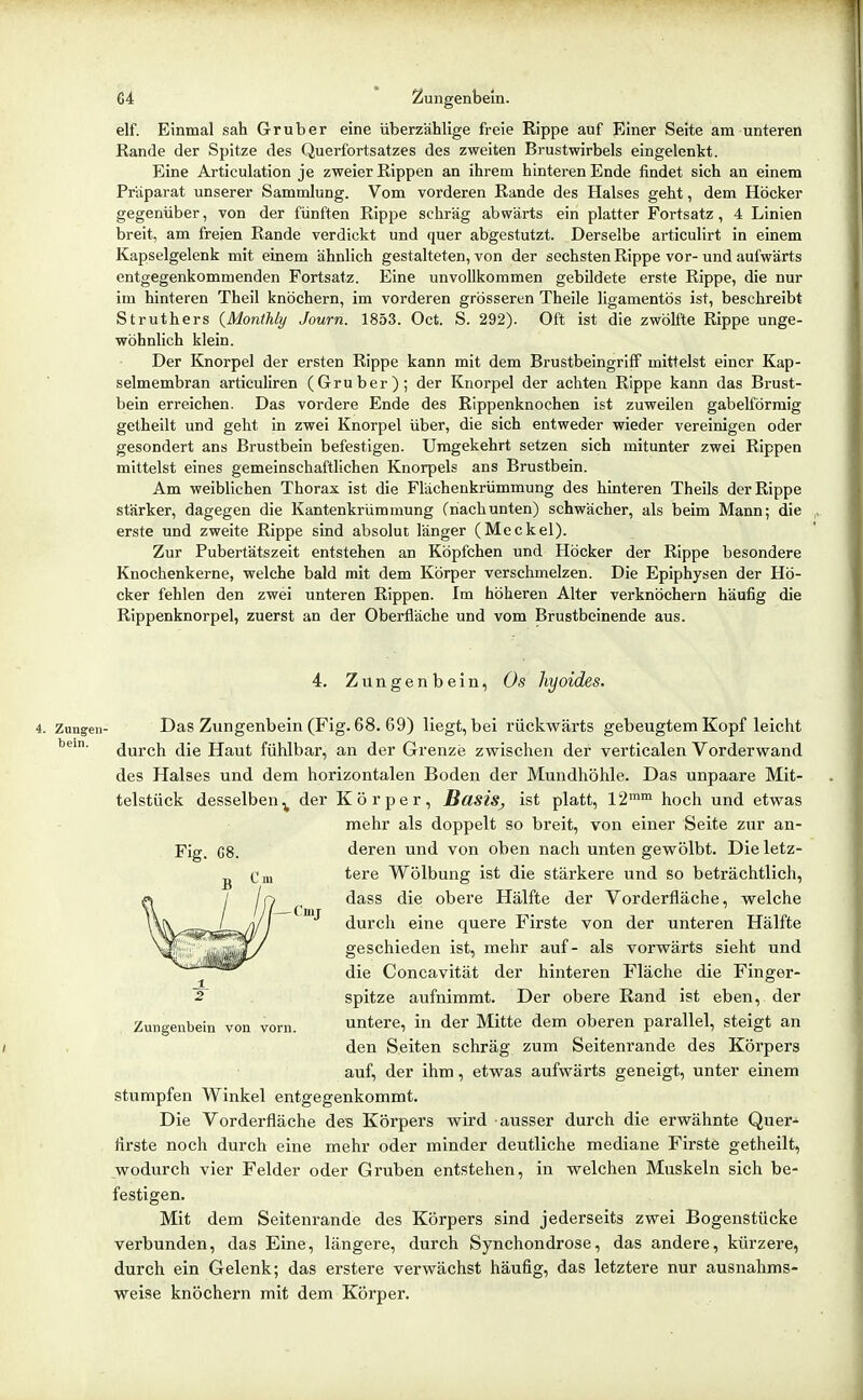 elf. Einmal sah Gruber eine überzählige freie Rippe auf Einer Seite am unteren Rande der Spitze des Querfortsatzes des zweiten Brustwirbels eingelenkt. Eine Articulation je zweier Rippen an ihrem hinteren Ende findet sich an einem Präparat unserer Sammlung. Vom vorderen Rande des Halses geht, dem Höcker gegenüber, von der fünften Rippe schräg abwärts ein platter Fortsatz, 4 Linien breit, am freien Rande verdickt und quer abgestutzt. Derselbe artlculirt in einem Kapselgelenk mit einem ähnlich gestalteten, von der sechsten Rippe vor- und aufwärts entgegenkommenden Fortsatz. Eine unvollkommen gebildete erste Rippe, die nur im hinteren Theil knöchern, im vorderen grösseren Theile ligamentös ist, beschreibt Struthers {MontUy Journ. 1853. Oct. S. 292). Oft Ist die zwölfte Rippe unge- wöhnlich klein. Der Knorpel der ersten Rippe kann mit dem Brustbeingriff mittelst einer Kap- selmembran articuliren (Gruber); der Knorpel der achten Rippe kann das Brust- bein erreichen. Das vordere Ende des Rippenknochen ist zuweilen gabelförmig getheilt und geht in zwei Knorpel über, die sich entweder wieder vereinigen oder gesondert ans Brustbein befestigen. Umgekehrt setzen sich mitunter zwei Rippen mittelst eines gemeinschaftlichen Knorpels ans Brustbein. Am weiblichen Thorax ist die Flächenkrümmung des hinteren Theils der Rippe stärker, dagegen die Kantenkrümmung (nachunten) schwächer, als beim Mann; die erste und zweite Rippe sind absolut länger (Meckel). Zur Pubertätszeit entstehen an Köpfchen und Höcker der Rippe besondere Knochenkerne, welche bald mit dem Körper verschmelzen. Die Epiphysen der Hö- cker fehlen den zwei unteren Rippen. Im höheren Alter verknöchern häufig die Rippenknorpel, zuerst an der Oberfläche und vom Brustbeinende aus. 4. Zungenbein, Os hyoides. 4. Zungen- Das Zungenbein (Fig. 68. 69) liegt, bei rückwärts gebeugtem Kopf leicht durch die Haut fühlbar, an der Grenze zwischen der verticalen Vorderwand des Halses und dem horizontalen Boden der Mundhöhle. Das unpaare Mit- telstück desselben^ der Körper, BasiSj ist platt, 12° hoch und etwas mehr als doppelt so breit, von einer Seite zur an- deren und von oben nach unten gewölbt. Die letz- tere Wölbung ist die stärkere und so beträchtlich, , ^, dass die obere Hälfte der Vorderfläche, welche '■^ durch eine quere Firste von der unteren Hälfte geschieden ist, mehr auf- als vorwärts sieht und die Coneavität der hinteren Fläche die Finger- spitze aufnimmt. Der obere Rand ist eben, der Zungenbein von vorn. untere, in der Mitte dem oberen parallel, steigt an den Seiten schräg zum Seitenrande des Körpers auf, der ihm, etwas aufwärts geneigt, unter einem stumpfen Winkel entgegenkommt. Die Vorderfläche des Körpers wird ausser durch die erwähnte Quer- firste noch durch eine mehr oder minder deutliche mediane Firste getheilt, wodurch vier Felder oder Gruben entstehen, in welchen Muskeln sich be- festigen. Mit dem Seitenrande des Körpers sind jederseits zwei Bogenstücke verbunden, das Eine, längere, durch Synchondrose, das andere, kürzere, durch ein Gelenk; das erstere verwächst häufig, das letztere nur ausnahms- weise knöchern mit dem Körper.