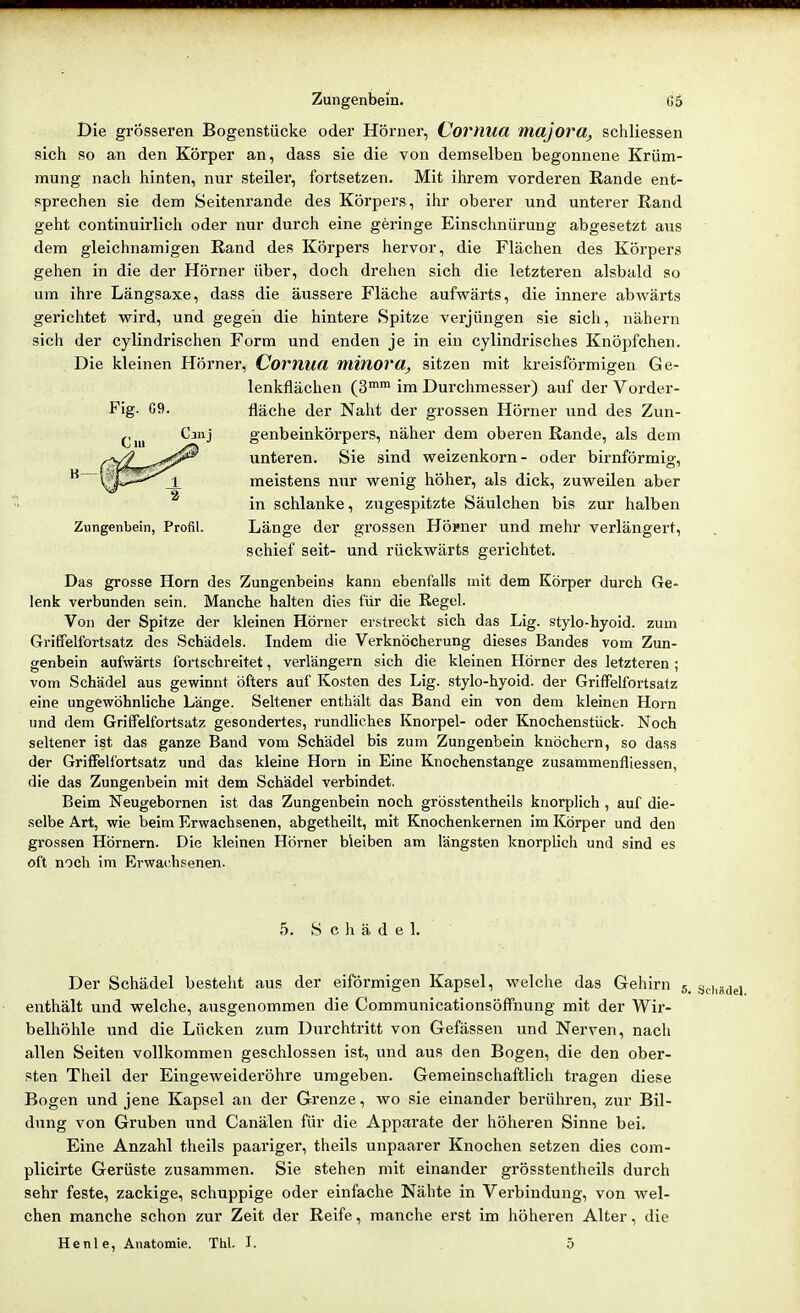 Die grösseren Bogenstücke oder Hörner, Cornua majora, schliessen sich so an den Körper an, dass sie die von demselben begonnene Krüm- mung nach hinten, nur steiler, fortsetzen. Mit ihrem vorderen Rande ent- sprechen sie dem Seitenrande des Körpers, ihr oberer und unterer Rand geht continuirlich oder nur durch eine geringe Einschnürung abgesetzt aus dem gleichnamigen Rand des Körpers hervor, die Flächen des Körpers gehen in die der Hörner über, doch drehen sich die letzteren alsbald so um ihre Längsaxe, dass die äussere Fläche aufwärts, die innere abwärts gerichtet wird, und gegen die hintere Spitze vei'jüngen sie sich, nähern sich der cylindrischen Form und enden je in ein cylindrisches Knöpfchen. Die kleinen Hörner, Comua minorsitzen mit kreisförmigen Ge- lenkflächen (S im Durchmesser) auf der Vorder- fläche der Naht der grossen Hörner und des Zun- genbeinkörpers, näher dem oberen Rande, als dem unteren. Sie sind weizenkorn- oder birnförmig, meistens nur wenig höher, als dick, zuweilen aber in schlanke, zugespitzte Säulchen bis zur halben Zungenbein, Profil. Länge der grossen Hörner und mehr verlängert, schief seit- und rückwärts gerichtet. Das grosse Horn des Zungenbeins kann ebenfalls mit dem Körper durch Ge- lenk verbunden sein. Manche halten dies für die Regel. Von der Spitze der kleinen Hörner erstreckt sich das Lig. style-hyoid. zum Griffelfortsatz des Schädels. Indem die Verknöcherung dieses Bandes vom Zun- genbein aufwärts fortschreitet, verlängern sich die kleinen Hörner des letzteren ; vom Schädel aus gewinnt öfters auf Kosten des Lig. stylo-hyoid. der Griffelfortsatz eine ungewöhnliche Länge. Seltener enthält das Band ein von dem kleinen Horn und dem Griffelfortsatz gesondertes, rundliches Knorpel- oder Knochenstück. Noch seltener ist das ganze Band vom Schädel bis zum Zungenbein knöchern, so dass der Griffelfortsatz und das kleine Horn in Eine Knochenstange zusammenfliessen, die das Zungenbein mit dem Schädel verbindet. Beim Neugebornen ist das Zungenbein noch grösstentheils knorplich , auf die- selbe Art, wie beim Erwachsenen, abgetheilt, mit Knochenkernen im Körper und den grossen Hörnern. Die kleinen Hörner bleiben am längsten knorplich und sind es oft noch im Erwachsenen. 5. Schädel. Der Schädel bestellt aus der eiförmigen Kapsel, welche das Gehirn 5. j.^,,,;, enthält und welche, ausgenommen die Communicationsöffnung mit der Wir- belhöhle und die Lücken zum Durchtritt von Gefässen und Nerven, nach allen Seiten vollkommen geschlossen ist, und aus den Bogen, die den ober- sten Theil der Eingeweideröhre umgeben. Gemeinschaftlich tragen diese Bogen und jene Kapsel an der Grenze, wo sie einander berühren, zur Bil- dung von Gruben und Canälen für die Apparate der höheren Sinne bei. Eine Anzahl theils paariger, theils unpaarer Knochen setzen dies com- plicirte Gerüste zusammen. Sie stehen mit einander grösstentheils durch sehr feste, zackige, schuppige oder einfache Nähte in Verbindung, von wel- chen manche schon zur Zeit der Reife, manche erst im höheren Alter, die Henle, Anatomie. Thl. I. 5