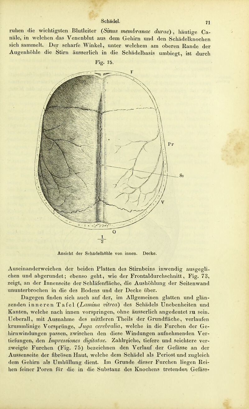 ruhen die wichtigsten Blutleiter (Sinus membranae durae), häutige Ca- näle, in welchen das Venenblut aus dem Gehirn und den Schädelknochen sich sammelt. Der scharfe Winkel, unter welchem am oberen Eande der Augenhöhle die Stirn äusserlich in die Schädelbasis umbiegt, ist durch Fig. 75. i O 1 2 Ansicht der Schädelhöhle von innen. Decke. Auseinanderweichen der beiden Platten des Stirnbeins inwendig ausgegli- chen und abgerundet; ebenso geht, wie der Frontaldurchschnitt, Fig. 73, zeigt, an der Innenseite der Schläfenfläche, die Aushöhlung der Seitenwand ununterbrochen in die des Bodens und der Decke über. Dagegen finden sich auch auf der, im Allgemeinen glatten und glän- zenden inneren Tafel {Lamina vitreci) des Schädels Unebenheiten und Kanten, welche nach innen vorspringen, ohne äusserlich angedeutet zu sein. Ueberau, mit Ausnahme des mittleren Theils der Grundfläche, verlaufen krummlinige Vorsprünge, Juga cerebralia^ welche in die Furchen der Ge- hirnwindungen passen, zwischen den diese Windungen aufnehmenden Ver- tiefungen, den Impressiones digitatae. Zahlreiche, tiefere und seichtere ver- zweigte Furchen (Fig. 75) bezeichnen den Verlauf der Gefässe an der Aussenseite der fibrösen Haut, welche dem Schädel als Periost und zugleich dem Gehirn als Umhüllung dient. Im Grunde dieser Furchen liegen Rei- hen feiner Poren für die in die Substanz des Knochens tretenden Gefäss»