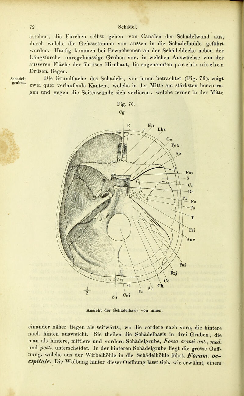 ästchen; die Furchen selbst gehen von Canälen der Schädelwand aus, durch welche die Gefässstämme von aussen in die Schädelhöhle geführt werden. Häufig kommen bei Erwachsenen an der Schädeldecke neben der Längsfurche unregelmässige Gruben vor, in welchen Auswüchse von der äusseren Fläche der fibrösen Hirnhaut, die sogenannten pacchionischen Drüsen, liegen. Schädel- Die Grundfläche des Schädels, von innen betrachtet (Fig. 76), zeigt zwei quer verlaufende Kanten, welche in der Mitte am stärksten hervorra- gen und gegen die Seitenwände sich verlieren, welche ferner in der Mitte Fig. 76. 1 E Fcr Ansicht der Schädelbasis von innen. einander näher liegen als seitwärts, wo die vordere nach vorn, die hintere nach hinten ausweicht. Sie theilen die Schädelbasis in drei Gruben, die man als hintere, mittlere und vordere Schädelgrube, Fossa cranii ant., med. und post.^ unterscheidet. In der hinteren Schädelgrube liegt die grosse Oeff- nung, welche aus der Wirbelhöhle in die Schädelhöhle führt, Forum. OC- Cipifale. DiQ Wölbung hinter dieser Oeffnung lässt sich, wie erwähnt, einem