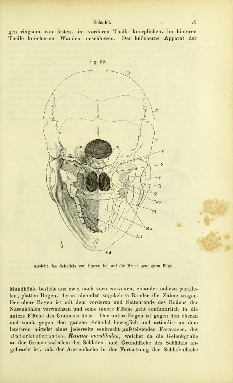 gen ringsum von festen, im vordei'en Theile knorplichen, im hinteren Theile knöchernen Wänden umschlossen. Der knöcherne Apparat der Fig. 82. Md Ansicht des Schädels von hinten bei auf die Brust geneigtem Kinn. Mundhöhle besteht aus zwei nach vorn convexen, einander nahezu paralle- len, platten Bogen, deren einander zugekehrte Ränder die Zähne tragen. Der obere Bogen ist mit dem vorderen und Seitenrande des Bodens der Nasenhöhlen verwachsen und seine innere Fläche geht continuirlich in die untere Fläche des Gaumens über- Der untere Bogen ist gegen den oberen und somit gegen den ganzen Schädel beweglich und articulirt an dem letzteren mittelst eines jederseits senkrecht ^aufsteigenden Fortsatzes, des Unterkieferastes, RamilS mandibulae, welcher da die Gelenkgrube an der Grenze zwischen der Schläfen - und Grundfläche des Schädels an- gebi'acht ist, mit der Aussenfläche in der Fortsetzung der Schläfenfläche