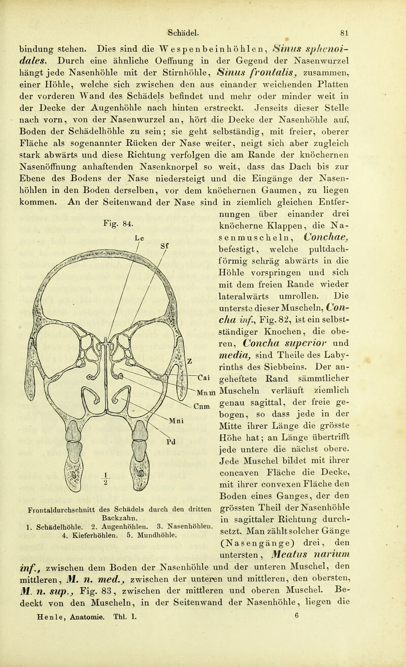 bindung stehen. Dies sind die Wespenbeinhöhlen, Sintis splicnoi- dales. Durch eine ähnliche Oeffnung in der Gegend der Nasenwurzel hängt jede Nasenhöhle mit der Stirnhöhle, Sinus frontalis, zusammen, einer Höhle, welche sich zwischen den aus einander weichenden Platten der vorderen Wand des Schädels befindet und mehr oder minder weit in der Decke der Augenhöhle nach hinten erstreckt. Jenseits dieser Stelle nach vorn, von der Nasenwurzel an, hört die Decke der Nasenhöhle auf, Boden der Schädelhöhle zu sein; sie geht selbständig, mit freier, oberer Fläche als sogenannter Rücken der Nase weiter, neigt sich aber zugleich stark abwärts und diese Richtung verfolgen die am Rande der knöchernen NasenöfFnung anhaftenden Nasenknorpel so weit, dass das Dach bis zur Ebene des Bodens der Nase niedersteigt und die Eingänge der Nasen- höhlen in den Boden derselben, vor dem knöchernen Gaumen, zu liegen kommen. An der Seitenwand der Nase sind in ziemlich gleichen Entfer- nungen über einander drei ^'g- 84. knöcherne Klappen, die Na- senmuscheln, Conchae, befestigt, welche pultdach- förmig schräg abwärts in die Höhle vorspringen und sich mit dem freien Rande wieder lateralwärts umrollen. Die unterste dieser Muscheln, Con- cka inf.^ Fig. 82, ist ein selbst- ständiger Knochen, die obe- ren, Concha superior und media, sind Theile des Laby- rinths des Siebbeins. Der an- Cai geheftete Rand sämmtlicher Mnm Muscheln verläuft ziemlich Cnm genau sagittal, der freie ge- bogen, so dass jede in der Mitte ihrer Länge die grösste Höhe hat; an Länge übertrifft jede untere die nächst obere. Jede Muschel bildet mit ihrer concaven Fläche die Decke, mit ihrer convexen Fläche den Boden eines Ganges, der den FroTitaldurchschnitt des Schädels durch den dritten grössten Theil der Nasenhöhle Backzahn. in sagittaler Richtung durch- setzt. Man zählt solcher Gänge (Nasengänge) drei, den untersten, Meatus narium inf., zwischen dem Boden der Nasenhöhle und der unteren Muschel, den mittleren, iW. n. med., zwischen der unteren und mittleren, den obersten, iM. n. SUp., Fig. 83, zwischen der mittleren und oberen Muschel. Be- deckt von den Muscheln, in der Seitenwand der Nasenhöhle, liegen die Henle, Anatomie. Thl. 1. 6 1. Schädelhöhle. 2. Augenhöhlen. 3. Nasenhöhlen. 4. Kieferhöhlen. 5. Mundhöhle.