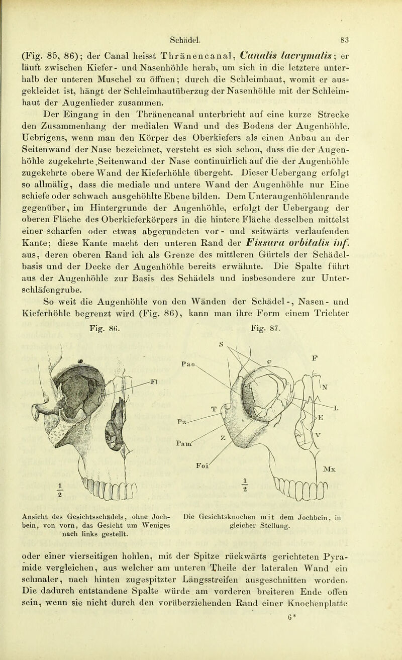 (Fig. 85, 86); der Canal heisst Thränencanal, Cuiiulis lacvymuäs; er läuft zwischen Kiefer- und Nasenhöhle herab, um sich in die letztere unter- halb der unteren Muschel zu öffnen; durch die Schleimhaut, womit er aus- gekleidet ist, hängt der Schleimhautüberzug der Nasenhöhle mit der Schleim- haut der Augenlieder zusammen. Der Eingang in den Thränencanal unterbricht auf eine kurze Strecke den Zusammenhang der medialen Wand und des Bodens der Augenhöhle. Uebrigens, wenn man den Körper des Oberkiefers als einen Anbau an der Seitenwand der Nase bezeichnet, versteht es sich schon, dass die der Augen- höhle zugekehrte .Seitenwand der Nase continuirlich auf die der Augenhöhle zugekehrte obere Wand der Kieferhöhle übergeht. Dieser Uebergang erfolgt so allmälig, dass die mediale und untere Wand der Augenhöhle nur Eine schiefe oder schwach ausgehöhlte Ebene bilden. Dem Unteraugenhöhlenrande gegenüber, im Hintergrunde der Augenhöhle, erfolgt der Uebergang der oberen Fläche des Oberkieferkörpers in die hintere Fläche desselben mittelst einer scharfen oder etwas abgerundeten vor - und seitwärts verlaufenden Kante; diese Kante macht den unteren Rand der Fissura ovbifalis inf. aus, deren oberen Rand ich als Grenze des mittleren Gürtels der Schädel- basis und der Decke der Augenhöhle bereits erwähnte. Die Spalte führt aus der Augenhöhle zur Basis des Schädels und insbesondere zur Unter- schläfengrube. So weit die Augenhöhle von den Wänden der Schädel-, Nasen- und Kieferhöhle begrenzt wird (Fig. 86), kann man ihre Form einem Trichter Fig. SC. Fig. 87. Ansicht des Gesichtsschädels, ohne Joch- Die Gesichtsknochen mit dem Jochbein, in bein, von vorn, das Gesicht um Weniges gleicher Stellung, nach links gestellt. oder einer vierseitigen hohlen, mit der Spitze rückwärts gerichteten Pyra- mide vergleichen, aus welcher am unteren Theile der lateralen Wand ein schmaler, nach hinten zugespitzter Längsstreifen ausgeschnitten worden. Die dadurch entstandene Spalte würde am vorderen breiteren Ende off'en sein, wenn sie nicht durch den vorüberziehenden Rand einer Knochen platte