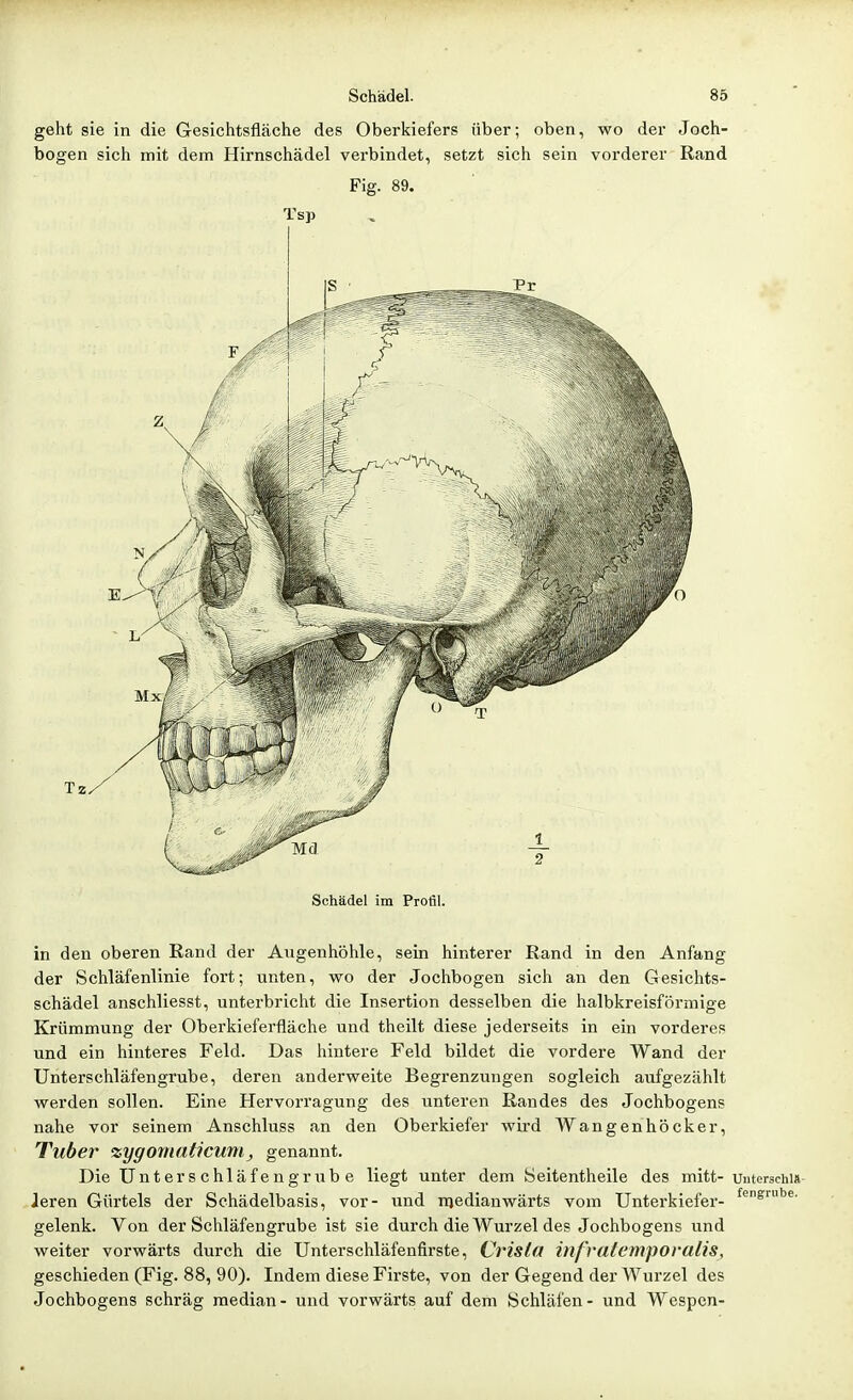 geht sie in die Gesichtsfläche des Oberkiefers über; oben, wo der Joch- bogen sich mit dem Hirnschädel verbindet, setzt sich sein vorderer Rand Fig. 89. Tsp Schädel im Profil. in den oberen Rand der Augenhöhle, sein hinterer Rand in den Anfang der Schläfenlinie fort; unten, wo der Jochbogen sich an den Gesichts- schädel anschliesst, unterbricht die Insertion desselben die halbkreisförmige Krümmung der Oberkieferfläche und theilt diese jederseits in ein vorderes und ein hinteres Feld. Das hintere Feld bildet die vordere Wand der Unterschläfengrube, deren anderweite Begrenzungen sogleich aufgezählt werden sollen. Eine Hervorragung des unteren Randes des Jochbogens nahe vor seinem Anschluss an den Oberkiefer wird Wangenhöcker, Tuber %ygoniaticum^ genannt. Die Unterschläfengrube liegt unter dem Seitentheile des mitt- unterschia Jeren Gürtels der Schädelbasis, vor- und njedianwärts vom Unterkiefer- ^'^S'''«- gelenk. Von der Schläfengrube ist sie durch die Wurzel des Jochbogens und weiter vorwärts durch die Unterschläfenflrste, Cvisla inf'vatemporalis, geschieden (Fig. 88, 90). Indem diese Firste, von der Gegend der Wurzel des Jochbogens schräg median- und vorwärts auf dem Schläfen- und Wespen-