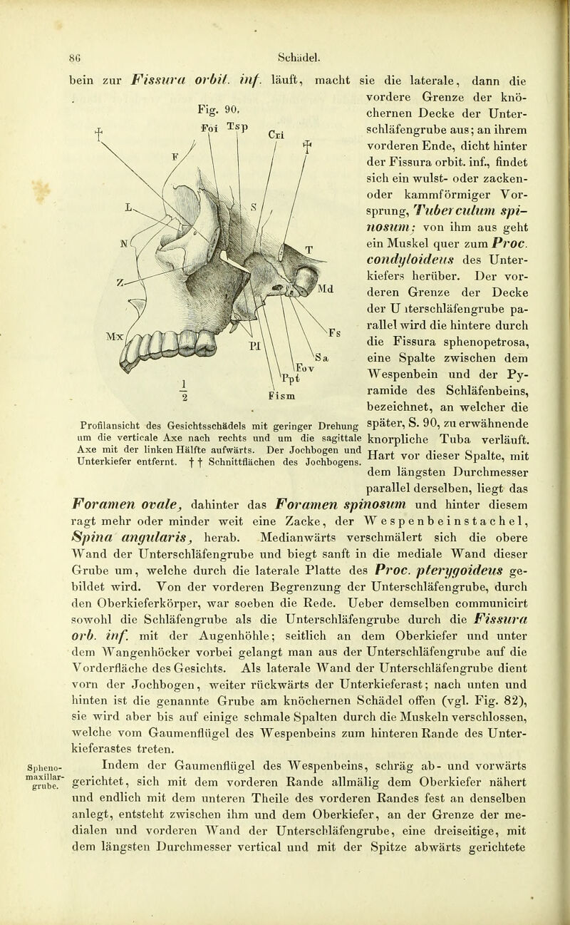 Fig. 90. Siilicno- maxillar- grube. Fism bein zur Fissuru ovbil. inf. läuft, macht sie die laterale, dann die vordere Grenze der knö- chernen Decke der Unter- schläfengrube aus; an ihrem vorderen Ende, dicht hinter der Fissura orbit. inf., findet sich ein vvrulst- oder zacken- oder kammförmiger Vor- sprung, Tiiberculum spi- nosum: von ihm aus geht ein Muskel quer zum Proc. condyloideus des Unter- kiefers herüber. Der vor- deren Grenze der Decke der U iterschläfengrube pa- rallel wird die hintere durch die Fissura sphenopetrosa, eine Spalte zwischen dem Wespenbein und der Py- ramide des Schläfenbeins, bezeichnet, an welcher die Profilansicht des Gesichtsschädels mit geringer Drehung später, S. 90, zu erwähnende um die verticale Axe nach rechts und um die sagittale knorpliche Tuba verläuft. Axe mit der linken Hälfte aufwärts. Der Jochbogen und tt , A' s Q. ^^ v Unterkiefer entfernt, f t Schnittflächen des Jochbogens. ^^^ öpalte, mit dem längsten Durchmesser parallel derselben, liegt das Wommen ovale, dahinter das Foramen spinosum und hinter diesem ragt mehr oder minder weit eine Zacke, der Wespenbeinstachel, Spina angularis, herab. Medianwärts verschmälert sich die obere Wand der Unterschläfengrube und biegt sanft in die mediale Wand dieser Grube um, welche durch die laterale Platte des Proc. pterygoideus ge- bildet wird. Von der vorderen Begrenzung der Unterschläfengrube, durch den Oberkieferkörper, war soeben die Rede. Ueber demselben communicirt sowohl die Schläfengrube als die Unterschläfengrube durch die Fissura Orb. inf. mit der Augenhöhle; seitlich an dem Oberkiefer und unter dem Wangenhöcker vorbei gelangt man aus der Unterschläfengrube auf die Vorderfläche des Gesichts. Als laterale Wand der Unterschläfengrube dient vorn der Jochbogen, weiter rückwärts der Unterkieferast; nach unten iind hinten ist die genannte Grube am knöchernen Schädel offen (vgl. Fig. 82), sie wird aber bis auf einige schmale Spalten durch die Muskeln verschlossen, welche vom Gaumenflügel des Wespenbeins zum hinteren Rande des Unter- kieferastes treten. Indem der Gaumenflügel des Wespenbeins, schräg ab- und vorwärts gerichtet, sich mit dem vorderen Rande allmälig dem Oberkiefer nähert und endlich mit dem unteren Theile des vorderen Randes fest an denselben anlegt, entsteht zwischen ihm und dem Oberkiefer, an der Grenze der me- dialen und vorderen Wand der Unterschläfengrube, eine dreiseitige, mit dem längsten Durchmesser vertical und mit der Spitze abwärts gerichtete