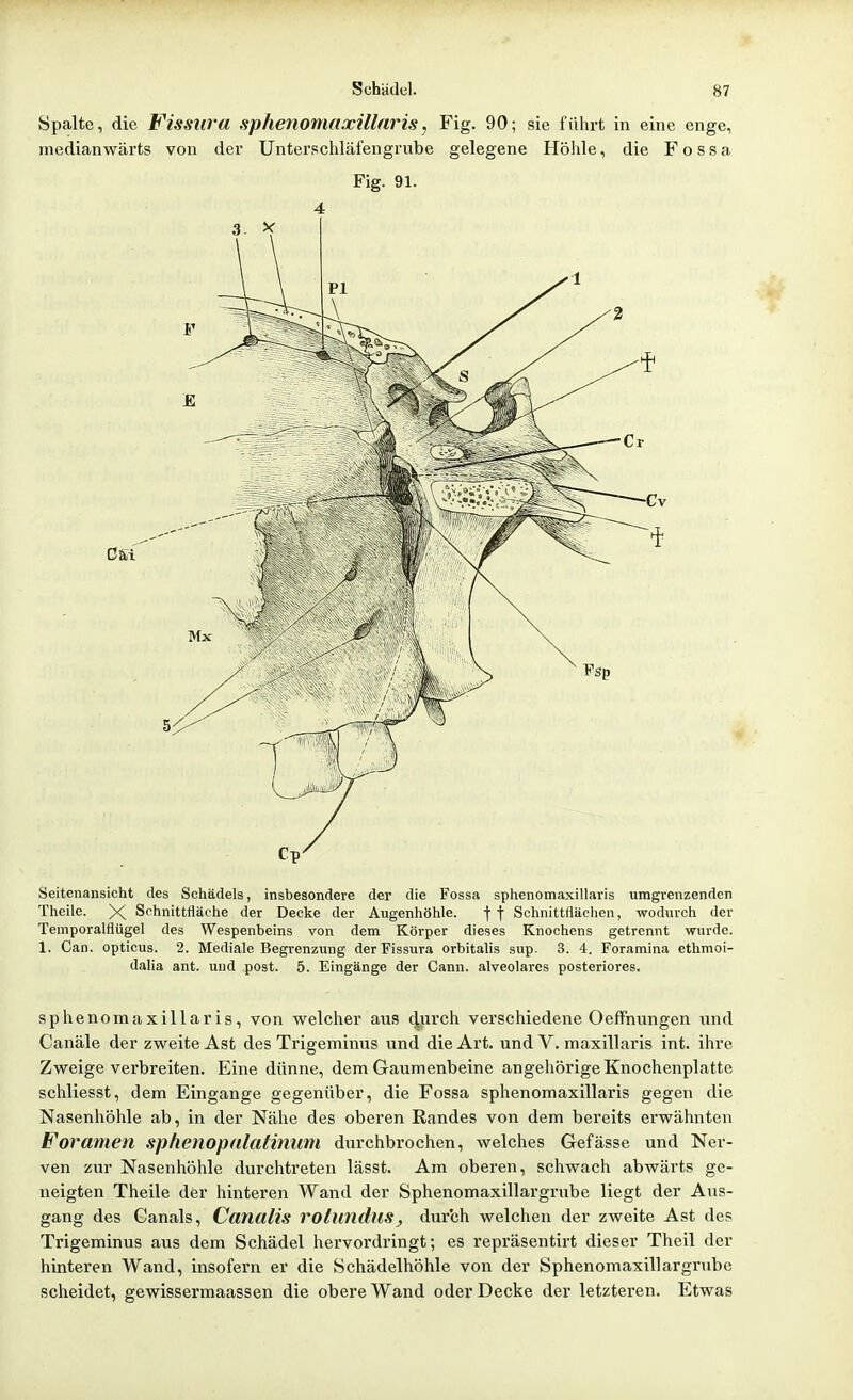 Spalte, die Fissiiva sphenomaxülnris, Fig. 90; sie führt in eine enge, medianwärts von der Unterschläi'engrube gelegene Höhle, die F o s s a Fig. 91. 4 3 V Seitenansicht des Scliädels, insbesondere der die Fossa sphenomaxillaris umgrenzenden Theile. X Schnittfläche der Decke der Augenhöhle. ff Schnittflächen, wodurch der Temporalflügel des Wespenbeins von dem Körper dieses Knochens getrennt wurde. 1. Can. opticus. 2. Mediale Begrenzung der Fissura orbitalis sup. 3. 4. Foramina ethmoi- dalia ant. und post. 5. Eingänge der Cann. alveolares posteriores. sphenomaxillaris, von welcher aus cjijirch verschiedene Oeffnungen und Canäle der zweite Ast des Trigeminus nnd die Art. und V. maxillaris int. ihre Zweige verbreiten. Eine dünne, dem Gaumenbeine angeliörige Knochenplatte schliesst, dem Eingange gegenüber, die Fossa sphenomaxillaris gegen die Nasenhöhle ab, in der Nähe des oberen Randes von dem bereits erwähnten Foramen sphenopiilatinum durchbrochen, welches Gefässe und Ner- ven zur Nasenhöhle durchtreten lässt. Am oberen, schwach abwärts ge- neigten Theile der hinteren Wand der Sphenomaxillargrube liegt der Aus- gang des Canals, Canalis rotlindus, durch welchen der zweite Ast de? Trigeminus aus dem Schädel hervordringt; es repräsentirt dieser Theil der hinteren Wand, insofern er die Schädelhöhle von der Sphenomaxillargrube scheidet, gewissermaassen die obere Wand oder Decke der letzteren. Etwas