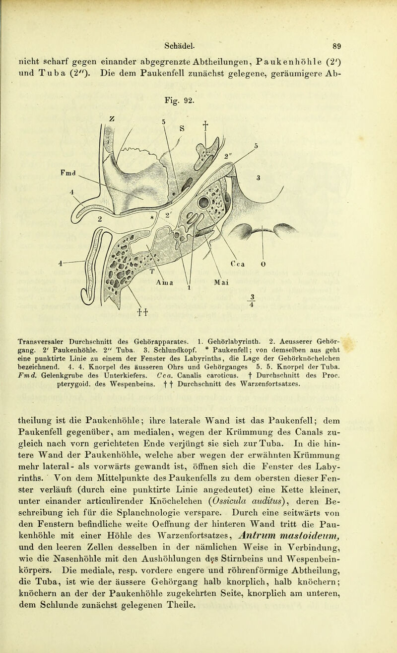 nicht scharf gegen einander abgegrenzte Abtheilungen, Paukenhöhle (2') und Tuba (2)' Die dem Paukenfell zunächst gelegene, geräumigere Ab- Fig. 92. Transversaler Durchschnitt des Gehörapparates. 1. Gehörlabyrinth. 2. Aeusserer Gehör- gang. 2' Paukenhöhle. 2 Tuba. 3. Schlundkopf. * Paukenfell; von demselben aus geht eine punktirte Linie zu einem der Fenster des Labyrinths, die Lage der Gehörknöchelchen bezeichnend. 4. 4. Knorpel des äusseren Ohrs und Gehörganges 5. 5. Knorpel der Tuba. Fmd. Gelenkgrube des Unterkiefers. Cca. Canalis carotious. f Durchschnitt des Proc. pterygoid. des Wespenbeins, f f Durchschnitt des Warzenfortsatzes. theilung ist die Paukenhöhle; ihre laterale Wand ist das Paukenfell; dem Paukenfell gegenüber, am medialen, wegen der Krümmung des Canals zu- gleich nach vorn gerichteten Ende verjüngt sie sich zur Tuba. In die hin- tere Wand der Paukenhöhle, welche aber wegen der erwähnten Krümmung mehr lateral- als vorwärts gewandt ist, ööhen sich die Fenster des Laby- rinths. Von dem Mittelpunkte des Paukenfells zu dem obersten dieser Fen- ster verläuft (durch eine punktirte Linie angedeutet) eine Kette kleiner, unter einander articnlirender Knöchelchen {Ossicula auditus), deren Be- schreibung ich für die Splanchnologie verspare. Durch eine seitwärts von den Fenstern befindliche weite Oeffnung der hinteren Wand tritt die Pau- kenhöhle mit einer Höhle des Warzenfortsatzes, Antrum masioide?int^ und den leeren Zellen desselben in der nämlichen Weise in Verbindung, wie die Nasenhöhle mit den Aushöhlungen d§s Stirnbeins und Wespenbein- körpers. Die mediale, resp. vordere engere und röhrenförmige Abtheilung, die Tuba, ist wie der äussere Gehörgang halb knorplich, halb knöchern; knöchern an der der Paukenhöhle zugekehrten Seite, knorplich am unteren, dem Schlünde zunächst gelegenen Theile.