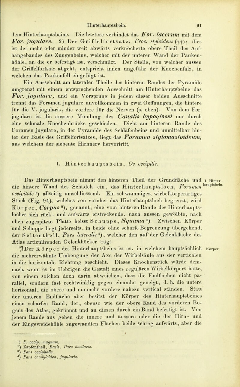 dem Hinterhauptsbeine. Die letztere verbindet das For. lacerum mit dem For. jufjiulare. 2) Der Griffelfortsatz, Proc. styloideus (\-\)] dies ist der mehr oder minder weit abwärts verknöcherte obere Theil des Auf- hängebandes des Zungenbeins, welcher mit der unteren Wand der Pauken- höhle, an die er befestigt ist, verschmilzt. Der Stelle, von welcher aussen der Griffelfortsatz abgeht, entspricht innen ungefähr der Knochenfalz, in welchen das Paukenfell eingefügt ist. Ein Ausschnitt am lateralen Theile des hinteren Randes der Pyramide umgrenzt mit einem entsprechenden Ausschnitt am Hinterhauptsbeine das Foi\ jugulare, und ein Vorsprung in jedem dieser beiden Ausschnitte trennt das Foramen jugulare unvollkommen in zwei Oeffnungen, die hintere für die V. jugularis, die vordere für die Nerven (s. oben). Von dem For. jugulare ist die äussere Mündung des Canalis hypoglossi nur durch eine schmale Knochenbrücke geschieden. Dicht am hinteren Rande des Foramen jugulare, in der Pyramide des Schläfenbeins und unmittelbar hin- ter der Basis des GrifFelfortsatzes, liegt das Foramen stylomastoidewUj aus welchem der siebente Hirnnerv hervortritt. 1. Hinterhauptsbein, Os occipitis. Das Hinterhauptsbein nimmt den hinteren Theil der Grundfläche und i. mntcr- die hintere Wand des Schädels ein, das Hinterhauptsloch, For amen ocdpitale i) allseitig umschliessend. Ein schwammiges, wirbelkörperartiges Stück (Fig. 94), welches von vornher das Hinterhauptsloch begrenzt, wird Körper, Corpiia genannt; eine vom hinteren Rande des Hinterhaupts- loches sich rück - und aiifwärts erstreckende, nach aussen gewölbte, nach oben zugespitzte Platte heisst Schuppe, >S'9?^am« 3). Zwischen Körper und Schuppe liegt jederseits, in beide ohne scharfe Begrenzung übergehend, der Seitenth'eil, Pars lateralis welcher den auf der Gelenkfläche des Atlas articulirenden Gelenkhöcker trägt. \IDer Körper des Hinterhauptsbeins ist es, in welchem hauptsächlich Körper, die mehrerwähnte Umbeugung der Axe der Wirbelsäule aus der verticalen in die horizontale Richtung geschieht. Dieses Knochenstück würde dem- nach, wenn es im Uebrigen die Gestalt eines regulären Wirbelkörpers hätte, von einem solchen doch darin abweichen, dass die Endflächen nicht pa- rallel, sondern fast rechtwinklig gegen einander geneigt, d. h. die untere horizontal, die obere und nunmehr vordere nahezu vertical ständen. Statt der unteren Endfläche aber besitzt der Körper des Hinterhauptsbeines einen scharfen Rand, der, ebenso wie der obere Rand des vorderen Bo- gens des Atlas, gekrümmt und an diesen durch ein Band befestigt ist. Von jenem Rande aus gehen die innere und äussere oder die der Hirn- und der Eingeweidehöhle zugewandten Flächen beide schräg aufwärts, aber die ') F. occip. niagnum. '■') Zapfentheil, Basis, Pars basilar ^) Pars occipitalis. *) Pars condyloidea, jugularis.