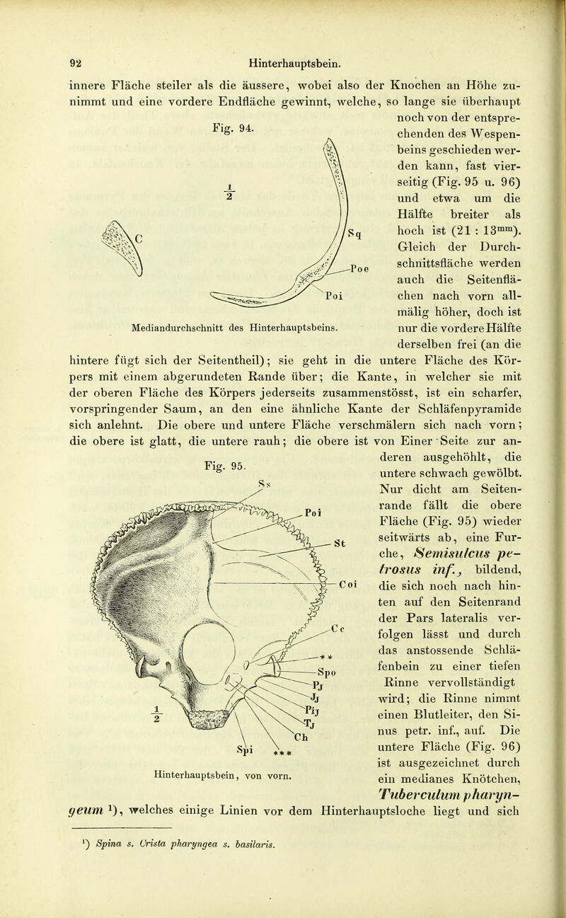 Poe Mediandurchschnitt des Hinterhauptsbeins. innere Fläche steiler als die äussere, wobei also der Knochen an Höhe zu- nimmt und eine vordere Endfläche gewinnt, welche, so lange sie überhaupt noch von der entspre- chenden des Wespen- beins geschieden wer- den kann, fast vier- seitig (Fig. 95 u. 96) und etwa um die Hälfte breiter als hoch ist (21 : 13°°). Gleich der Durch- schnittsfläche werden auch die Seitenflä- chen nach vorn all- mälig höher, doch ist nur die vordere Hälfte derselben frei (an die hintere fügt sich der Seitentheil); sie geht in die untere Fläche des Kör- pers mit einem abgerundeten Rande über; die Kante, in welcher sie mit der oberen Fläche des Körpers jederseits zusammenstösst, ist ein scharfer, vorspringender Saum, an den eine ähnliche Kante der Schläfenpyramide sich anlehnt. Die obere und untere Fläche verschmälern sich nach vorn; die obere ist glatt, die untere rauh; die obere ist von Einer Seite zur an- deren ausgehöhlt, die untere schwach gewölbt. Nur dicht am Seiten- rande fällt die obere Fläche (Fig. 95) wieder seitwärts ab, eine Fur- che, Sernisulcus pe- frosus inf., bildend, die sich noch nach hin- ten auf den Seitenrand der Pars lateralis ver- folgen lässt und durch das anstossende Schlä^ fenbein zu einer tiefen ßinne vervollständigt wird; die ßinne nimmt einen Blutleiter, den Si- nus petr. inf., auf. Die untere Fläche (Fig. 96) ist ausgezeichnet durch ein medianes Knötchen, Tuherculum pharyn- geum^)^ welches einige Linien vor dem Hinterhauptsloche liegt und sich Coi Hinterliauptsbein, von vorn. ') Spina s. Orista pharyngea s. basüaris.