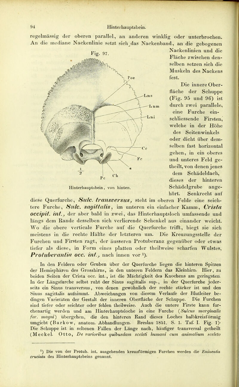 regelmässig der oberen parallel, an anderen winklig oder unterbrochen. An die mediane Nackenlinie setzt sich das Nackenband, an die gebogenen Nackenlinien und die Fläche zwischen den- selben setzen sich die Muskeln des Nackens fest. Die innere Ober- fläche der Schuppe (Fig. 95 und 96) ist durch zwei parallele, eine Furche ein- schliessende Firsten, welche in der Höhe des Seitenwinkels oder dicht über dem- selben fast horizontal gehen, in ein oberes und unteres Feld ge- theilt, von denen jenes dem Schädeldach, dieses der hinteren Schädelgrube ange- hört. Senkrecht auf diese Querfurche, Sulc. transversus, steht im oberen Felde eine seich- tere Furche, Sulc. sugittulis^ im unteren ein einfacher Kamm, Cristu OCCipit. int., der aber bald in zwei, das Hinterhauptsloch umfassende und längs dem Rande desselben sich vei'lierende Schenkel aus einander weicht. Wo die obere verticale Furche auf die Querfurche trifft, biegt sie sich meistens in die rechte Hälfte der letzteren um. Die Kreuzungsstelle der Furchen und Firsten ragt, der äusseren Protuberanz gegenüber oder etwas tiefer als diese, in Form eines platten oder theilweise scharfen Wulstes, Protuberaniiu OCC. int., nach innen vor i). In den Feldern oder Gruben über der Querfurche liegen die hinteren Spitzen der Hemisphären des Grosshirns, in den unteren Feldern das Kleinhirn. Hier, zu beiden Seiten der Crista occ. int., ist die Mächtigkeit des Knochens am geringsten. In der Längsfarche selbst ruht der Sinus sagittalis sup., in der Querfurche jeder- seits ein Sinus transversus, von denen gewöhnlich der rechte stärker ist und den Sinus sagittalis aufnimmt. Abweichungen von diesem Verlaufe der Blutleiter be- dingen Varietäten der Gestalt der inneren Oberfläche der Schuppe. Die Furchen sind tiefer oder seichter oder fehlen theilweise. Auch die untere Firste kann fur- chenartig werden und am Hinterhauptsloche in eine Furche (^Sulcus marginalis for. magni) übergehen, die den hinteren Rand dieses Loches halbkreisförmig umgiebt (Barkow, anatom. Abhandlungen. Breslau 1851. S. 1. Taf. I. Fig. !)• Die Schuppe ist in seltenen Fällen der Länge nach, häutiger transversal getheilt (Meckel. Otto, De rariorihus quibusdam sceleti liumani cum animalium sceletu ') Die von der Protub. int. ausgehenden kreuzförmigen Furchen werden die Eminentia cruciata des Hinterhauptsbeins genannt.