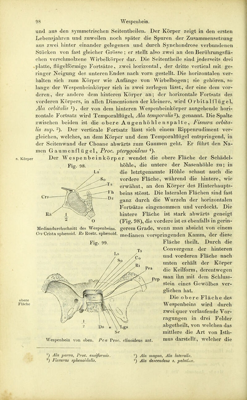 und aus den symmetrischen Seitentheilen. Der Körper zeigt in den ersten Lebensjahren und zuweilen noch später die Spuren der Zusammensetzung aus zwei hinter einander gelegenen und durch Synchondrose verbundenen Stücken von fast gleicher Grösse; er stellt also zwei an den Berührungsflä- chen verschmolzene Wirbelkörper dar. Die Seitentheile sind jederseits drei «platte, flügeiförmige Fortsätze, zwei hoi-izontal, der dritte vertical mit ge- ringer Neigung des unteren Endes nach vorn gestellt. Die horizontalen ver- halten sich zum Köi'per wie Anfänge von Wirbelbogen; sie gehören, so lange der Wespenbeinkörper sich in zwei zerlegen lässt, der eine dem vor- deren, der andere dem hinteren Körper an; der horizontale Fortsatz des vorderen Körpers, in allen Dimensionen der kleinere, wird O rbit alf 1 ügel, Ala orbitalis i), der von dem hinteren Wespenbeinkörper ausgehende hori- zontale Fortsatz wird Temporalflügel, Ala temporalis ^y, genannt. Die Spalte zwischen beiden ist die obere Augenhöhlen spalte, Fissur a orbita- lis sup. 5). Der verticale Fortsatz lässt sich einem Rippenrudiment ver- gleichen, welches, an dem Körper und dem Temporalflügel entspringend, in der Seitenwand der Choane abwäx'ts zum Gaumen geht. Er führt den Na- men Gaumenflügel, Proc. pterygoideus «.Körper Der Wespenbeinkörper wendet die obere Fläche der Schädel- Fig. 98. höhle, die untere der Nasenhöhle zu; in die letztgenannte Höhle schaut auch die vordere Fläche, während die hintere, wie erwähnt, an den Körper des Plinterhaupts- beins stösst. Die latei-alen Flächen sind fast ffanz durch die Wurzeln der horizontalen o Fortsätze eingenommen und verdeckt. Die hintere Fläche ist stark abwärts geneigt (Fig. 98), die vordere ist es ebenfalls in gerin- Mediandurchschnitt des Wespenbeins, gerem Grade, wenn man absieht von einem Crs Crista sphenoid. Rs Rostr. sphenoid. medianen vorspringenden Kamm, der diese Grs Fig. 99. obere Fläche Wespenbein von oben. Pca Proc. clinoideus ant. Fläche theilt. Durch die Convergenz der hinteren und vorderen Fläche nach unten erhält der Körper die Keilform, derentwegen man ihn mit dem Schluss- stein eines Gewölbes ver- glichen hat. Die obere Fläche des Wespenbeins wird durch zwei quer verlaufende Vor- ragungen in drei Felder abgetheilt, von welchen das mittlere die Art von Isth- nrns darstellt, welcher die ') Ala parva, Proc. ensiforinis. ') Fissuras sphenoidalis. Ala magna, Ala lateralis. Ala descendens s. palaü/ut.