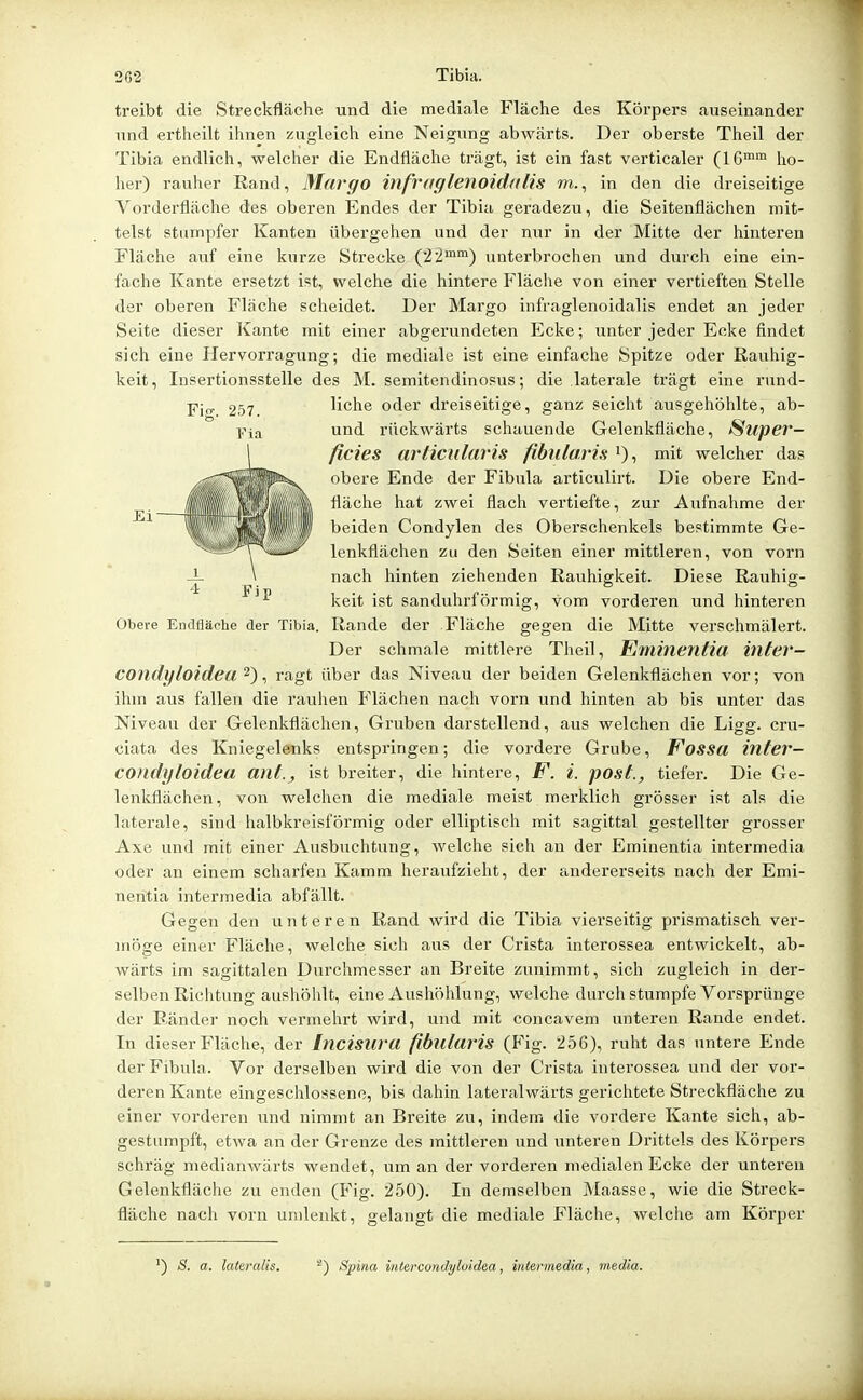 treibt die Streckfläche und die mediale Fläche des Körpers auseinander und ertheilt ihnen zugleich eine Neigung abwärts. Der oberste Theil der Tibia endlich, welcher die Endfläche trägt, ist ein fast verticaler (16™™ ho- her) rauher Rand, Mar ff o infraglenoidalis m., in den die dreiseitige Vorderfläche des oberen Endes der Tibia geradezu, die Seitenflächen mit- telst stumpfer Kanten übergehen und der nur in der Mitte der hinteren Fläche auf eine kurze Strecke (22™™) unterbrochen und durch eine ein- fache Kante ersetzt ist, welche die hintere Fläche von einer vertieften Stelle der oberen Fläche scheidet. Der Margo infraglenoidalis endet an jeder Seite dieser Kante mit einer abgerundeten Ecke; unter jeder Ecke findet sich eine Hervorragung; die mediale ist eine einfache Spitze oder Rauhig- keit, Insertionsstelle des M. semitendinosus; die laterale trägt eine rund- liche oder dreiseitige, ganz seicht ausgehöhlte, ab- und rückwärts schauende Gelenkfläche, (Super- ficies articularis fibularis i), mit welcher das obere Ende der Fibula articulirt. Die obere End- fläche hat zwei flach vertiefte, zur Aufnahme der beiden Condylen des Oberschenkels bestimmte Ge- lenkflächen zu den Seiten einer mittleren, von vorn nach hinten ziehenden Rauhigkeit. Diese Rauhig- keit ist sanduhrförmig, vom vorderen und hinteren Obere Endfläche der Tibia. Rande der Fläche gegen die Mitte verschmälert. Der schmale mittlere Theil, Enihientia inter- COndffloidea ^) ^ ragt über das Niveau der beiden Gelenkflächen vor; von ihm aus fallen die rauhen Flächen nach vorn und hinten ab bis unter das Niveau der Gelenkflächen, Gruben darstellend, aus welchen die Ligg. cru- ciata des Kniegelenks entspringen; die vordere Grube, Fossa infer- COndyloidea anf.j ist breiter, die hintere, F. l. posl., tiefer. Die Ge- lenkflächen, von welchen die mediale meist merklich grösser ist als die laterale, sind halbkreisförmig oder elliptisch mit sagittal gestellter grosser Axe und mit einer Ausbuchtung, welche sich an der Eminentia intermedia oder an einem scharfen Kamm heraufzieht, der andererseits nach der Emi- nentia intermedia abfällt. Gegen den unteren Rand wird die Tibia vierseitig prismatisch ver- möge einer Fläche, welche sich aus der Crista interossea entwickelt, ab- wärts im sagittalen Durchmesser an Breite zunimmt, sich zugleich in der- selben Richtung aushöhlt, eine Aushöhlung, welche durch stumpfe Vorsprünge der Ränder noch vermehrt wird, und mit concavem unteren Rande endet. In dieser Fläche, der Incisura fibularis (Fig. 256), ruht das untere Ende der Fibula. Vor derselben wird die von der Crista interossea und der vor- deren Kante eingeschlossene, bis dahin lateralwärts gerichtete Streckfläche zu einer vorderen und nimmt an Breite zu, indem die vordere Kante sich, ab- gestumpft, etwa an der Grenze des mittleren und unteren Drittels des Körpers schräg medianwärts wendet, um an der vorderen medialen Ecke der unteren Gelenkfläche zu enden (Fig. 250). In demselben Maasse, wie die Sti'eck- fläche nach vorn umlenkt, gelangt die mediale Fläche, welche am Körper S. a. lateralis. Spina intercondyloidea, intermedia, media.
