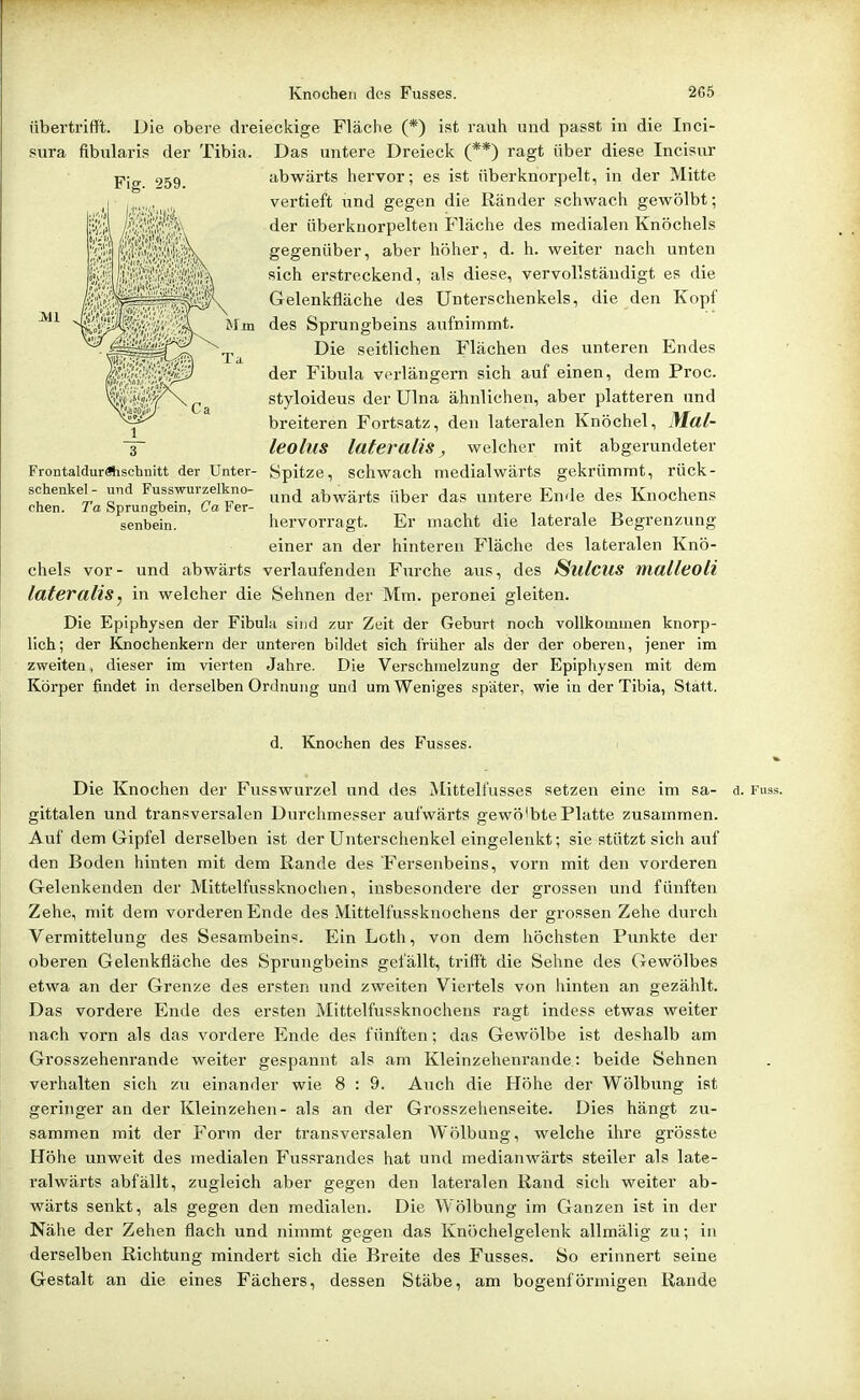 übertrifft. Die obere dreieckige Fläche (*) ist rauh und passt in die Inci- Das untere Dreieck (**) ragt über diese Incisur abwärts hervor; es ist überknorpelt, in der Mitte vertieft iind gegen die Ränder schwach gewölbt; der überkuorpelten Fläche des medialen Knöchels gegenüber, aber höher, d. h. weiter nach unten sich erstreckend, als diese, vervollständigt es die Gelenkfläche des Unterschenkels, die den Kopf des Sprungbeins aufnimmt. Die seitlichen Flächen des unteren Endes der Fibula verlängern sich auf einen, dem Proc. styloideus der Ulna ähnlichen, aber platteren und breiteren Fortsatz, den lateralen Knöchel, Mal- leolus lateralis^ welcher mit abgerundeter Spitze, schwach medialwärts gekrümmt, rück- und abwärts über das untere Ende des Knochens hervorragt. Er macht die laterale Begrenzung einer an der hinteren Fläche des lateralen Knö- chels vor- und abwärts verlaufenden Furche aus, des ^lllcus malleoli lateralis, in welcher die Sehnen der Mm. peronei gleiten. Die Epipbysen der Fibula sind zur Zeit der Geburt noch vollkommen knorp- lich; der Knochenkern der unteren bildet sich früher als der der oberen, jener im zweiten, dieser im vierten Jahre. Die Verschmelzung der Epiphysen mit dem Körper findet in derselben Ordnung und um Weniges später, wie in der Tibia, Statt. d. Knochen des Fusses. Die Knochen der Fusswurzel und des Mittelfusses setzen eine im sa- d. Fuss, gittalen und transversalen Durchmesser aufwärts gewö'btePlatte zusammen. Auf dem Gipfel derselben ist der Unterschenkel eingelenkt; sie stützt sich auf den Boden hinten mit dem Rande des Fersenbeins, vorn mit den vorderen Gelenkenden der Mittelfussknochen, insbesondere der grossen und fünften Zehe, mit dem vorderen Ende des Mittelfussknochens der grossen Zehe durch Vermittelung des Sesambeins. Ein Loth, von dem höchsten Punkte der oberen Gelenkfläche des Sprungbeins gefällt, trifft die Sehne des Gewölbes etwa an der Grenze des ersten und zweiten Viertels von hinten an gezählt. Das vordere Ende des ersten Mittelfussknochens ragt indess etwas weiter nach vorn als das vordere Ende des fünften; das Gewölbe ist deshalb am Grosszehenrande weiter gespannt als am Kleinzehenrande: beide Sehnen verhalten sich zu einander wie 8 : 9. Auch die Höhe der Wölbung ist geringer an der Kleinzehen- als an der Grosszehenseite. Dies hängt zu- sammen mit der Form der transversalen Wölbung, welche ihre grösste Höhe unweit des medialen Fussrandes hat und medianwärts steiler als late- ralwärts abfällt, zugleich aber gegen den lateralen Rand sich weiter ab- wärts senkt, als gegen den medialen. Die Wölbung im Ganzen ist in der Nähe der Zehen flach und nimmt gegen das Knöchelgelenk allmälig zu; in derselben Richtung mindert sich die Breite des Fusses. So erinnert seine Gestalt an die eines Fächers, dessen Stäbe, am bogenförmigen Rande sura fibularis der Tibia. Fig. 259. 2 3 FrontaldurÄischnitt der Unter- schenkel - und Fusswurzelkno- chen. Ta Sprungbein, Ca Fer- senbein.