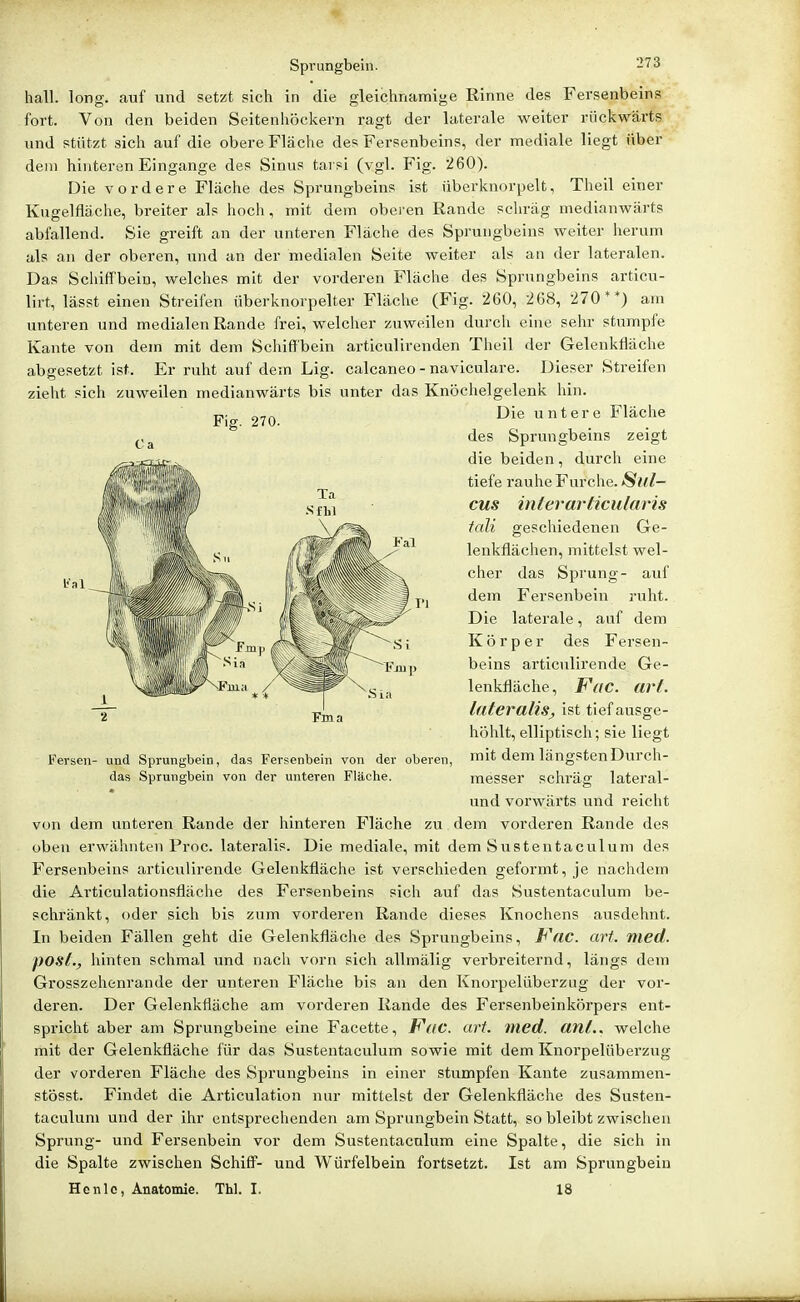 hall. long, auf und setzt sich in die gleichnamige Rinne des Fersenbeins fort. Von den beiden Seitenhöckern ragt der laterale weiter rückwärts und stützt sich auf die obere Fläche des Fersenbeins, der mediale liegt über dem hinteren Eingange des Sinus tai si (vgl. Fig. 260). Die vordere Fläche des Sprungbeins ist überknorpelt, Theil einer Kugelfläche, breiter als hoch, mit dem obei en Rande schräg medianwärts abfallend. Sie greift an der unteren Fläche des Sprungbeins weiter herum als an der oberen, und an der medialen Seite weiter als an der lateralen. Das Schiffbein, welches mit der vorderen Fläche des Sprungbeins articu- lirt, lässt einen Streifen überknorpelter Fläche (Fig. 260, 268, 270**) am unteren und medialen Rande frei, welcher zuweilen durch eine sehr stumpfe Kante von dem mit dem Schiffbein articulirenden Theil der Gelenkfläche abgesetzt ist. Er ruht auf dem Lig. calcaneo - naviculare. Dieser Streifen zieht sich zuweilen medianwärts bis unter das Knöchelgelenk hin. Die untere Fläche des Sprungbeins zeigt die beiden, durch eine tiefe rauhe Furche. Sul— cus interarticularis tali geschiedenen Ge- lenkflächen, mittelst wel- cher das Sprung- auf dem Fersenbein ruht. Die laterale, auf dem Körper des Fersen- beins articulirende Ge- lenkfläche , Fac. urt. lateralis^ ist tief ausge- höhlt, elliptisch; sie liegt Fersen- und Sprungbein, das Fersenbein von der oberen, mit dem längstenDurch- das Sprungbein von der unteren Fläche. messer schräg lateral- und vorwärts und reicht von dem unteren Rande der hinteren Fläche zu dem vorderen Rande des oben erwähnten Proc. lateralis. Die mediale, mit dem Sustentaculum des Fersenbeins articulirende Gelenkfläche ist verschieden geformt, je nachdem die Articulationsfläche des Fersenbeins sich auf das Sustentaculum be- schränkt, oder sich bis zum vorderen Rande dieses Knochens ausdehnt. In beiden Fällen geht die Gelenkfläche des Sprungbeins, Fac. art. med. post., hinten schmal und nach vorn sich allmälig verbreiternd, längs dem Grosszehenrande der unteren Fläche bis an den Knorpelüberzug der vor- deren. Der Gelenkfläche am vorderen Rande des Fersenbeinkörpers ent- spricht aber am Sprungbeine eine Facette, F(tC. art. med. ant.. welche mit der Gelenkfläche für das Sustentaculum sowie mit dem Knorpelüberzug der vorderen Fläche des Sprungbeins in einer stumpfen Kante zusammen- stösst. Findet die Articulation nur mittelst der Gelenkfläche des Susten- taculum und der ihr entsprechenden am Sprungbein Statt, so bleibt zwischen Sprung- und Fersenbein vor dem Sustentaculum eine Spalte, die sich in die Spalte zwischen Schiff- und Würfelbein fortsetzt. Ist am Sprungbein Hcnie, Anatomie. Thl. I. 18