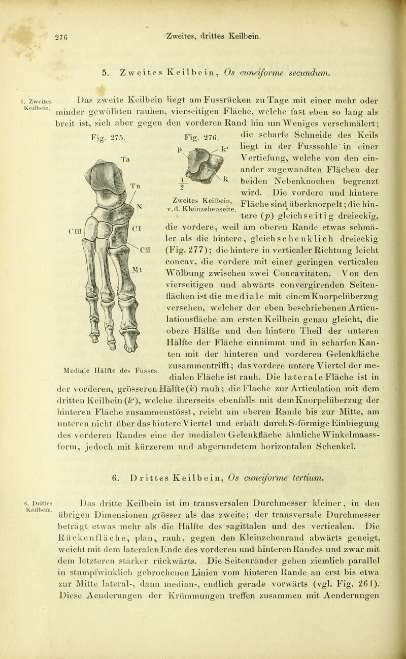 5. Zweites Keilbein, Os cuneiforme secunduni. Zweites Keilbein. Fig. 275. cm Zweites Keilbein, V. d. Kleinzelienseite. Das zweite Keilbein liegt am Fussriicken zu Tage mit einer mehr oder minder gewölbten rauhen, vierseitigen Fläche, welche fast eben so lang als breit ist, sich aber gegen den vorderen Rand hin um Weniges verschmälert; die scharfe Schneide des Keils liegt in der Fusssohle in einer Vertiefung, welche von den ein- ander zugewandten Flächen der beiden Nebenknochen begrenzt wird. Die vordere und hintere Fläche sind überknorpelt; die hin- tere (p} gleichseitig dreieckig, die vordere, weil am oberen Rande etwas schmä- ler als die hintere, gleich s c he n k Ii ch dreieckig (Fig. 277); die hintere in verticaler Richtung leicht concav, die vordere mit einer geringen verticalen Wölbung zwischen zwei Concavitäten. N'on den vierseitigen und abwärts convergirenden Seiten- flächen ist die mediale mit einemKnorpeliiberzug versehen, welcher der eben beschriebenen Articu- lationsfläclie am ersten Keilbein genau gleicht, die obere Hälfte und den hintern Theil der unteren Hälfte der Fläche einnimmt und in scharfen Kan- ten mit der hinteren und vorderen Gelenkfläche zusammentriflt; das vordere untere Viertel der me- dialen Fläche ist rauh. Die laterale Fläche ist in der vorderen, grösseren Hälfte (/c) rauh; die Fläche zur Articulation mit dem dritten Keilbein welche ihrerseits ebenfalls mit dem Knorpelüberzug der hinteren Fläche zusanunenstösst, reicht am oberen Rande bis zur Mitte, am unteren nicht über das hintere Viertel und erhält durch S-förmige Einbiegung des vorderen Randes eine der medialen Gelenkfläche ähnliche Winkelmaass- form, jedoch mit kürzerem und abgerundetem horizontalen Schenkel. Mediale Hälfte des Fiisses, 6. Drittes Keilbein, Os cuneiforme tertium. Drittes Das dritte Keilbein ist im transversalen Durchmesser kleiner, in den übrigen Dimensionen grösser als das zweite; der transversale Durchmesser beträgt etwas mehr als die Hälfte des sagittalen und des verticalen. Die Rückenfläche, plan,, rauh, gegen den Kleinzehenrand abwärts geneigt, weicht mit dem lateralen Ende des vorderen und hinteren Randes und zwar mit dem letzteren stärker rückwärts. Die Seitenränder gehen ziemlich parallel in Stumpfwinklich gebrochenen Linien vom hinteren Rande an erst bis etwa zur Mitte lateral-, dann median-, endlich gerade vorwärts (vgl. Fig. 261). Diese Aenderungen der Krümmungen treffen zusammen mit Aenderungen