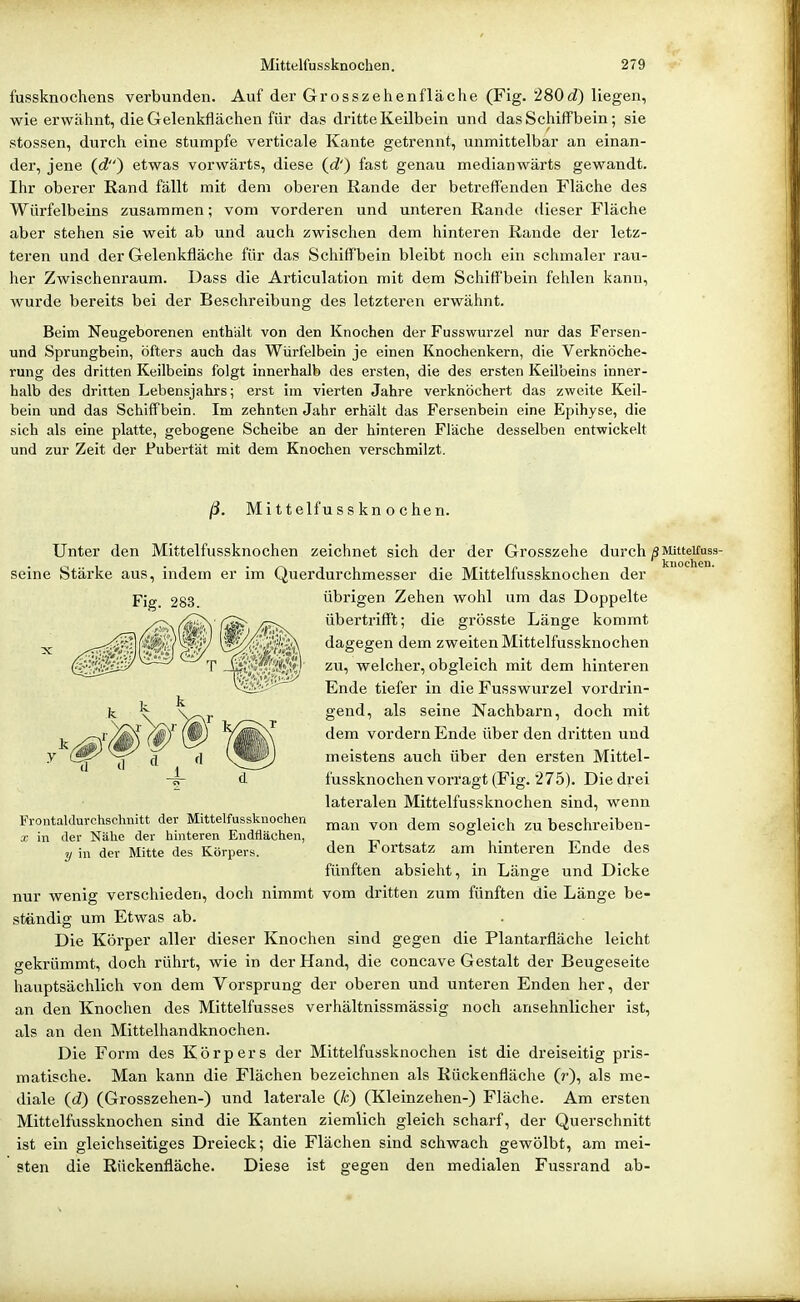 fussknochens verbunden. Auf der Grosszehenfläche (Fig. 280t?) liegen, wie erwähnt, die Gelenkflächen für das dritte Keilbein und das Schiffbein; sie stossen, durcli eine stumpfe verticale Kante getrennt, unmittelbar an einan- der, jene (d) etwas vorwärts, diese (^d') fast genau medianwärts gewandt. Ihr oberer Rand fällt mit dem oberen Rande der betreffenden Fläche des Würfelbeins zusammen; vom vorderen und unteren Rande dieser Fläche aber stehen sie weit ab und auch zwischen dem hinteren Rande der letz- teren und der Gelenkfläche für das Schiffbein bleibt noch ein schmaler rau- her Zwischenraum. Dass die Articulation mit dem Schiff'bein fehlen kann, wurde bereits bei der Beschreibung des letzteren erwähnt. Beim Neugeborenen enthält von den Knochen der Fusswurzel nur das Fersen- und Sprungbein, öfters auch das Würfelbein je einen Knochenkern, die Verknöche- rung des dritten Keilbeins folgt innerhalb des ersten, die des ersten Keilbeins inner- halb des dritten Lebensjahrs; erst im vierten Jahre verknöchert das zweite Keil- bein und das Schiffbein. Im zehnten Jahr erhält das Fersenbein eine Epihyse, die sich als eine platte, gebogene Scheibe an der hinteren Fläche desselben entwickelt und zur Zeit der Pubertät mit dem Knochen verschmilzt. ß. M i 11 elf u s s kn o c he n. Unter den Mittelfussknochen zeichnet sich der der Grosszehe durch ;3MUteifuss- seine Stärke aus, indem er im Querdurchmesser die Mittelfussknochen der übrigen Zehen wohl um das Doppelte übertrifft; die grösste Länge kommt dagegen dem zweiten Mittelfussknochen zu, welcher, obgleich mit dem hinteren Ende tiefer in die Fusswurzel vordrin- gend, als seine Nachbarn, doch mit dem vordem Ende über den dritten und meistens auch über den ersten Mittel- fussknochen vorragt (Fig. 275). Die drei lateralen Mittelfussknochen sind, wenn man von dem sogleich zu beschreiben- den Fortsatz am hinteren Ende des fünften absieht, in Länge und Dicke nur wenig verschieden, doch nimmt vom dritten zum fünften die Länge be- ständig um Etwas ab. Die Körper aller dieser Knochen sind gegen die Plantarfläche leicht gekrümmt, doch rührt, wie in der Hand, die concave Gestalt der Beugeseite hauptsächlich von dem Vorsprung der oberen und unteren Enden her, der an den Knochen des Mittelfusses verhältnissmässig noch ansehnlicher ist, als an den Mittelhandknochen. Die Form des Körpers der Mittelfussknochen ist die dreiseitig pris- matische. Man kann die Flächen bezeichnen als Rückenfläche (r), als me- diale (d) (Grosszehen-) und laterale (fc) (Kleinzehen-) Fläche. Am ersten Mittelfussknochen sind die Kanten ziemlich gleich scharf, der Querschnitt ist ein gleichseitiges Dreieck; die Flächen sind schwach gewölbt, am mei- sten die Rückenfläche. Diese ist gegen den medialen Fussrand ab- Fig. 283. Frontaldurchschnitt der Mittelfussknochen X in der Nähe der hinteren Endflächen, y in der Mitte des Körpers.