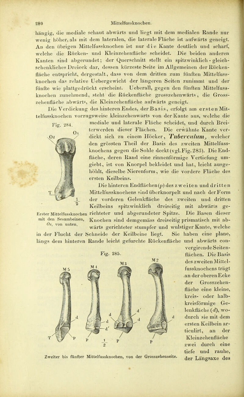 Fig. 284. hängig, die mediale schaut abwärts und liegt mit dem medialen Rande nur wenig höher, als mit dem lateralen, die laterale Fläche ist aufwärts geneigt. An den übrigen Mittelfussknochen ist nur die Kante deutlich und scharf, welche die Rücken- und Kleinzehenfläche scheidet. Die beiden anderen Kanten sind abgerundet; der Querschnitt stellt ein spitzwinklich- gleich- schenkliches Dreieck dar, dessen kürzeste Seite im Allgemeinen der Rücken- fläche entspricht, dergestalt, dass von dem dritten zum fünften Mittelfuss- knochen das relative üebergewicht der längeren Seiten zunimmt und der fünfte wie plattgedrückt erscheint. Ueberall, gegen den fünften Mittelfuss- knochen zunehmend, steht die Rückenfläche grosszehenwärts, die Gross- zehenfläche abwärts, die Kleinzehenfläche aufwärts geneigt. Die Verdickung des hinteren Endes, derBasis, erfolgt am ersten Mit- telfussknochen vorzugsweise kleinzehenwärts von der Kante aus, welche die mediale und laterale Fläche scheidet, und durch Brei- terwerden dieser Flächen. Die erwähnte Kante ver- dickt sich zu einem Höcker, 'Vubercillum, welcher den grössten Theil der Basis des zweiten Mittelfuss- knochens gegen die Sohle deckt (vgl.Fig. 283). DieEnd- fläche, deren Rand eine rinnenförmige Vertiefung um- giebt, ist von Knorpel bekleidet und hat, leicht ausge- höhlt, dieselbe Nierenform, wie die vordere Fläche des ersten Keilbeins. Die hinteren Endflächen(j») des zweiten und dritten Mittelfussknochens sind überknorpelt und nach der Form der vorderen Gelenkfläche des zweiten und dritten Keilbeins spitzwinklich dreiseitig mit abwärts ge- Erster Mittelfussknochen richteter und abgerundeter Spitze. Die Basen dieser mit den Sesambeinen, Knochen sind demgemäss dreiseitig prismatisch mit ab- s, von un en. vk^ärts gerichteter stumpfer und wulstiger Kante, welche in der Flucht der Schneide der Keilbeine liegt. Sie haben eine plane, längs dem hinteren Rande leicht gefurchte Rückenfläche und abwärts con- vergirende Seiten- Flg. 285. M3 M2 Zweiter bis fünfter Mittelfussknochen, von der Grosszehenseite. flächen. Die Basis des zweiten Mittel- fussknochens trägt .an der oberen Ecke der Grosszehen- fläche eine kleine, kreis- oder halb- kreisförmige Ge- lenkfläche (d), wo- durch sie mit dem ersten Keilbein ar- ticulirt, an der Kleinzehenfläche zwei durch eine tiefe und rauhe, der Längsaxe des