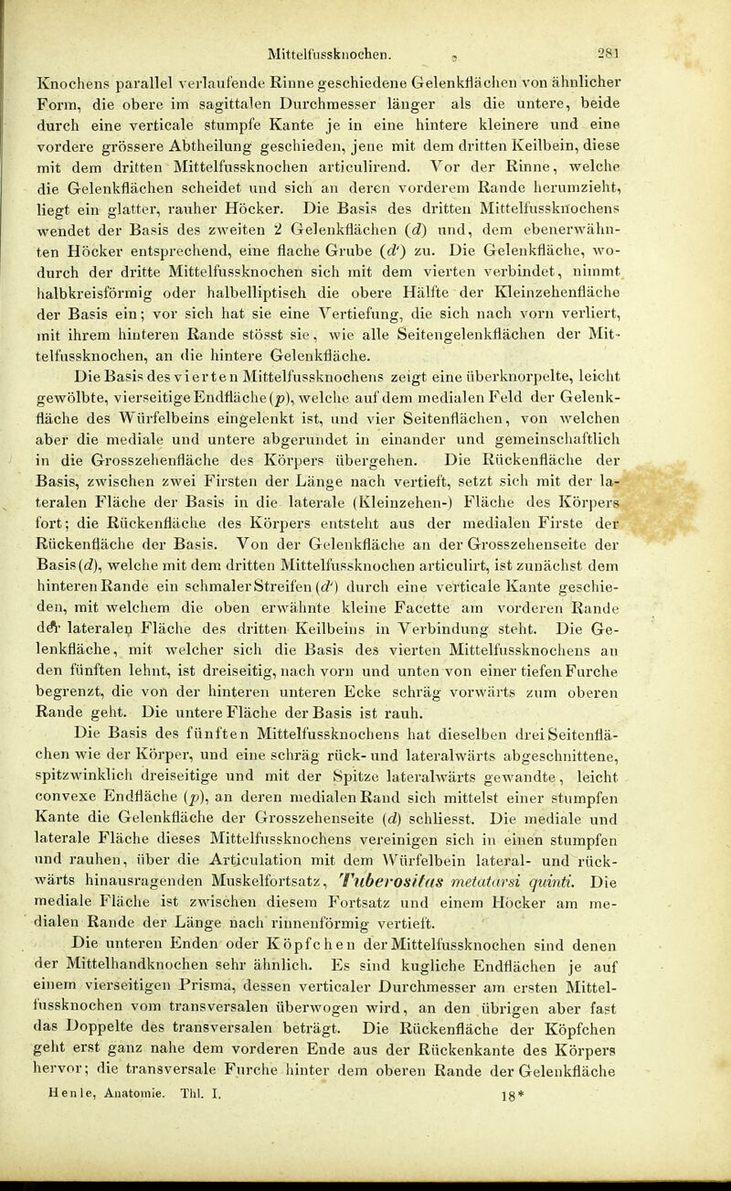 Knochen.« parallel verlaufende Rinne geschiedene Gelenkflächen von ähnlicher Form, die obere im sagittalen Durchmes.ser länger als die untere, beide durch eine verticale stumpfe Kante je in eine hintere kleinere und eine vordere grössere Abtheilung geschieden, jene mit dem dritten Keilbein, diese mit dem dritten Mittelfussknochen articulirend. Vor der Rinne, welche die Gelenkflächen scheidet und sich an deren vorderem Rande herumzieht, liegt ein glatter, rauher Höcker. Die Basis des dritten Mittelfussknochens wendet der Basis des zweiten 2 Gelenkflächen {d) und, dem ebenerwähn- ten Höcker entsprechend, eine flache Grube (d') zu. Die Gelenkfläche, wo- durch der dritte Mittelfussknochen sich mit dem vierten verbindet, nimmt halbkreisförmig oder halbelliptisch die obere Hälfte der Kleinzehenfläche der Basis ein; vor sich hat sie eine Vertiefung, die sich nach vorn verliert, mit ihrem hinteren Rande stösst sie, wie alle Seitengelenkflächen der Mit- telfussknochen, an die hintere Gelenkfläche. Die Basis des vi erten Mittelfussknochens zeigt eine überknorpelte, leicht gewölbte, vierseitige Endfläche (p), welche auf dem medialen Feld der Gelenk- fläche des Würfelbeins eingelenkt ist, und vier Seitenflächen, von welchen aber die mediale und untere abgerundet in einander und gemeinschaftlich in die Grosszehenfläche des Körpers übergehen. Die Rückenfläche der Basis, zwischen zwei Firsten der Länge nach vertieft, setzt sich mit der la- teralen Fläche der Basis in die laterale (Kleinzehen-) Fläche des Körpers fort; die Rückenfläche des Körpers entsteht aus der medialen Firste der Rückenfläche der Basis. Von der Gelenkfläche an der Grosszehenseite der Basis (c?), welche mit dem dritten Mittelfussknochen articulirt, ist zunächst dem hinteren Rande ein schmaler Streifen (c?') durch eine verticale Kante geschie- den, mit welchem die oben erwähnte kleine Facette am vorderen Rande dA' lateralen Fläche des dritten Keilbeins in Verbindung steht. Die Ge- lenkfläche, mit welcher sich die Basis des vierten Mittelfussknochens au den fünften lehnt, ist dreiseitig, nach vorn und unten von einer tiefen Furche begrenzt, die von der hintereu unteren Ecke schräg vorwärts zum oberen Rande geht. Die untere Fläche der Basis ist rauh. Die Basis des fünften Mittelfussknochens hat dieselben drei Seitenflä- chen wie der Körper, und eine schräg rück-und lateralwärts abgeschnittene, spitzwinklich dreiseitige und mit der Spitze lateralwärts gewandte, leicht convexe Endfläche (p), an deren medialen Rand sich mittelst einer stumpfen Kante die Gelenkfläche der Grosszehenseite (d) schliesst. Die mediale und laterale Fläche dieses Mittelfussknochens vereinigen sich in einen stumpfen und rauhen, über die Articulation mit dem AVürfelbein lateral- und rück- wärts hinausragenden Muskelfortsatz, Tubevositas metatarsi quinti. Die mediale Fläche ist zwischen diesem Fortsatz und einem Höcker am me- dialen Rande der Länge nach riunenförmig vertieft. Die unteren Enden oder Köpfchen der Mittelfussknochen sind denen der Mittelhandknochen sehr ähnlich. Es sind kugliche Endflächen je auf einem vierseitigen Prisma, dessen verticaler Durchmesser am ersten Mittel- fussknochen vom transversalen überwogen wird, an den übrigen aber fast das Doppelte des transversalen beträgt. Die Rückenfläche der Köpfchen geht erst ganz nahe dem vorderen Ende aus der Rückenkante des Körpers hervor; die transversale Furche hinter dem oberen Rande der Gelenkfläche Henle, Anatomie. Thl. I. lg*