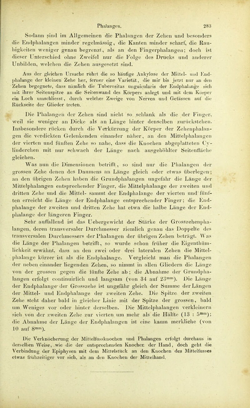 Sodann sind im Allgemeinen die Phalangen der Zehen und besonder? die Endphalangen minder regelmässig, die Kanten minder schari', die ßau- liigkeiten weniger genau begrenzt, als an den Fingerphalangen; docli ist dieser Unterschied ohne Zweifel nur die Folge des Drucks und anderer Unbilden, welchen die Zehen ausgesetzt sind. Aus der gleichen Ursache rührt die so häufige Ankylose der Millel- und Eiid- phiilange der kleinen Zehe her, leriier eine Varietät, die mir bis jetzt nur an den Zehen begegnete, dass nämlich die Tuberositas uiiguicularis der Endphalange sich mit ihrer Seilenspitze an die Seilenwand des Körpers anlegt und mit dum Koipei' ein Loch uinschliesst, durch welches Zweige von Nerven und Gelässen aut die Rückseite der Glieder treten. Die Piialangen der Zehen sind nicht so schlank als die der Finger, weil sie weniger an Dicke als an Länge hinter denselben ziu'iickstehen. Insbesondere rücken durch die Verkürzung der Körper der Zehenplialan- gen die verdickten Gelenkenden einander nälier, an den Mittelphalangen der vierten und fünften Zehe so nahe, dass die Knochen abgeplatteten Cy- linderchen mit nur schwach der Länge nach ausgehölilter iSeitenfläche gleichen. Was nun die Dimensionen betrifft, so sind nuj' die Piialangen der grossen Zehe denen des Daumens an Länge gleich oder etwas überlegen; an den übrigen Zehen haben die Grundphalangen ungefälir die Länge der jNIittelphalangen entsprechender Finger, die Mittelphalange der zweiten und dritten Zehe und die Mittel- samint der Endphalange der vierten und i'üni- ten erreicht die Länge der Endphalange entsprechender Finger; die End- phalange der zweiten und dritten Zehe hat etwa die halbe Länge der End- phalange der längeren Finger. Sehr auffallend ist das Uebergewicht der Stärke der Grosszehenjiha- langen, deren transversaler Durchmesser ziemlich genau das Doppelte des transversalen Durclimess«rs der Phalangen der übrigen Zehen beträgt. Was die Länge der Phalangen betrifft, so wurde schon früher die Eigenthüni- lichkeit erwähnt, dass an den zwei oder drei lateralen Zehen die Mittel- phalange kürzer ist als die Endphalange. A^ergleicht mau die Phalangen der neben einander liegenden Zehen, so nimmt in allen Gliedern die Länge von der grossen gegen die iünfte Zehe ab ; die Abnaimie der Grundpha- langen erfolgt continuirlich und langsam (von 34 auf io™')- Länge der Endphalange- der Grosszehe ist ungefähr gleich der Summe der Längen der Mittel- vmd Endphalange der zweiten Zehe. Die Spitze der zweiten Zehe steht daher bald in gleicher Linie mit der Spitze der grossen, bald um Weniges vor oder hinter derselben. Die Mittelphalangen verkleinern sicii von der zweiten Zehe zur vierten um mehr als die Hälfte (13 : 5°); die Abnalime der Länge der Endphalangen ist eine kaum merkliche (von 10 auf 8)- Die Verknöcherung der Mittelfussknochen und Phalangen erfolgt durchaus in derselben Weise, wie die der entsprechenden Knochen der Hand, doch geht die Verbindung der Kpiphysen mit dem Mittelstück an den Knochen des MitteUusses etwas frühzeitiger vor sich, als an den Knochen der Mittelhand.