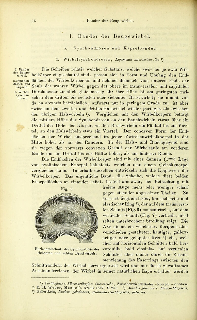 IG Bänder der Beugewirbel. Bänder der B e u g e w i r b e 1. a. Syn chondro sen und Kapselbänder. I. Bänder er Beuge- wirbel. . Syiichon- rosen uiid Kapseln. l. Wirbel- syiichon- drosen. 1. Wirbelsynchondrosen, Ligamenta intervertebralia ■). Die Scheiben relativ weicher Substanz, welche zwischen je zwei Wir- belkörper eingeschaltet sind, passen sich in Form und Umfang den End- flächen der Wirbelkörper an und nehmen demnach vom unteren Ende der Säule der wahren Wirbel gegen das obere im transversalen und sagittalen Durchmesser ziemlich gleichmässig ab; ihre Höhe ist am geringsten zwi- schen dem dritten bis sechsten oder siebenten Brustwirbel; sie nimmt von da an abwärts beträchtlich, aufwärts nur in geringem Grade zu, ist aber zwischen dem zweiten und dritten Halswirbel wieder geringer, als zwischen den übrigen Halswirbeln 2). Verglichen mit den Wirbelkörpern beträgt die mittlere Höhe der Synchondrosen an den Bauchwirbeln etwas über ein Drittel der Höhe der Körper, an den Brustwirbeln ein Fünftel bis ein Vier- tel, an den Halswirbeln etwa ein Viertel. Der concaven Form der End- flächen der Wirbel entsprechend ist jeder Zwischenwirbelknorpel in der Mitte höher als an den Rändern. In der Hals- und Bauchgegend sind sie wegen d^r vorwärts convexen Gestalt der Wirbelsäule am vorderen Rande um ein Drittel bis zur Hälfte höher, als am hinteren Rande. Die Endflächen der Wirbelkörper sind mit einer dünnen (1™) Lage von hyalinischem Knorpel bekleidet, welchen man einem Gelenkknorpel vergleichen kann. Innerhalb desselben entwickeln sich die Epiphysen der Wirbelkörper. Das eigentliche Band, die Scheibe, welche diese beiden Knorpelflächen an einander heftet, besteht aus zwei, bei Betrachtung mit freiem Auge mehr oder weniger scharf gegen einander abgesetzten Theilen. Zu äusserst liegt ein fester, knorpelharter und elastischer Ring 3), der auf dem transversa- len Schnitt (Fig. 6) concentrische, auf dem verticalen Schnitt (Fig. 7) verticale, nicht selten unterbrochene Streifung zeigt. Die Axe nimmt ein weicherer, übrigens aber verschieden gestalteter, häutiger, gallert- artiger oder gelappter Kern 4) ein, wel- cher auf horizontalen Schnitten bald her- Horizontalschaitt der Synchondrose des vorquillt, bald einsinkt, auf verticalen siebenten und achten Brustwirbels. Schnitten aber immer durch die Zusam- menziehung des Faserrings zwischen den Schnitträndern der Wirbel hervorgepresst wird und nur durch gewaltsames Auseinanderziehen der Wirbel in seiner natürlichen Lage erhalten werden ') Cartilagines s. Fibrocariilagines inierjuertebr., Zwischenwirbelbänder, -knorpel, - Scheiben. 0 E. H. Weber, Meckel's Arohiv 1827. S. 256. ^) Annulus fibrosus s. fibrocartilagimus. Gallertkern, Nucleus gelat'mosus, gelatinoso - carülagineus, pulposus.