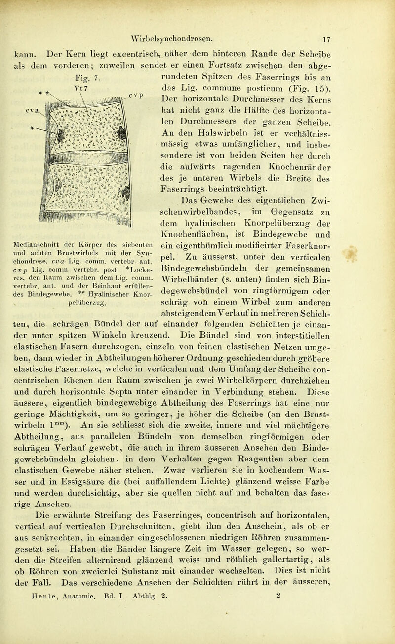 C V p Medianschiiitt der Körper des siebenten und achten Brustwirbels mit der Syn- chondrose. cva Lig. comm. vertebr- ant. c V j) Lig. comm vertebr. post. *I.ocke- res, den liaiim zwischen dem Lig. comm. vertebr. ant. und der Beinhaut erfüllen- des Bindegewebe. ** Hyalinischer Knor- peliiberzug. Wii-belsynchondrosen. 17 kann. Der Kern liegt exeentrisch, näher dem hinteren Rande der Scheibe al.« dem vorderen; zuweilen sendet er einen Fortsatz zwischen den abge- rundeten Spitzen des Faserrings bis an d.'is Lig. commune posticum (Fig. 15). Der horizontale Durchmesser des Kerns hat nicht ganz die Hälfte des horizonta- len Durchmessers der ganzen Scheibe. An den Halswirbeln ist er verhältniss- mässig etwas umfänglicher, und insbe- sondere ist von beiden Seiten her durch die aufwärts ragenden Knochenränder des je unteren Wirbels die Breite des Faserrings beeinträchtigt. Das Gewebe des eigentlichen Zwi- schenwirbelbandes , im Gegensatz zu dem liyalinischen Knorpeliiberzug der Knochenflächen, ist Bindegewebe und ein eigenthümlich modificirter Faserknor- pel. Zu äusserst, unter den verticalen Bindegewebsbündeln der gemeinsamen Wirbelbänder (s. unten) finden sich Bin- degewebsbiindel von ringförmigem oder schräg von einem Wirbel zum anderen absteigendem Verlauf in mehreren Schich- ten, die schrägen Bündel der auf einander folgenden Schichten Je einan- der unter spitzen Winkeln kreuzend. Die Bündel sind von interstitiellen elastischen Fasern durchzogen, einzeln von feinen elastischen Netzen umge- ben, dann wieder in Abtheilungen höherer Ordnung geschieden durch gröbere elastische Fasernetze, weichein verticalen und dem Umfang der Scheibe con- centrischen Ebenen den Raum zwischen je zwei Wirbelkörpern durchziehen und durch horizontale Septa unter einander in Verbindung stehen. Diese äussere, eigentlich bindegewebige Abtheilung des Faserrings hat eine nur geringe Mächtigkeit, um so geringer, je höher die Scheibe (an den Brust- wirbeln 1°). An sie schliesst sich die zweite, innere und viel mächtigere Abtheilung, aus parallelen Bündeln von demselben ringförmigen oder schrägen Verlauf gewebt, die auch in ihrem äusseren Ansehen den Binde- gewebsbündeln gleichen, in dem Verhalten gegen Reagentien aber dem elastischen Gewebe näher stehen. Zwar verlieren sie in kochendem Was- ser und in Essigsäure die (bei auffallendem Lichte) glänzend weisse Farbe und werden durchsichtig, aber sie quellen nicht auf und behalten das fase» rige Ansehen. Die erwähnte Streifung des Faserringes, concentrisch auf horizontalen, vertical auf verticalen Durchschnitten, giebt ihm den Anschein, als ob er aus senkrechten, in einander eingeschlossenen niedrigen Röhren zusammen- gesetzt sei. Haben die Bänder längere Zeit im Wasser gelegen, so wer- den die Streifen alternirend glänzend weiss und röthlich gallertartig, als ob Röhren von zweierlei Substanz mit einander wechselten. Dies ist nicht der Fall. Das verschiedene Ansehen der Schichten rührt in der äusseren,