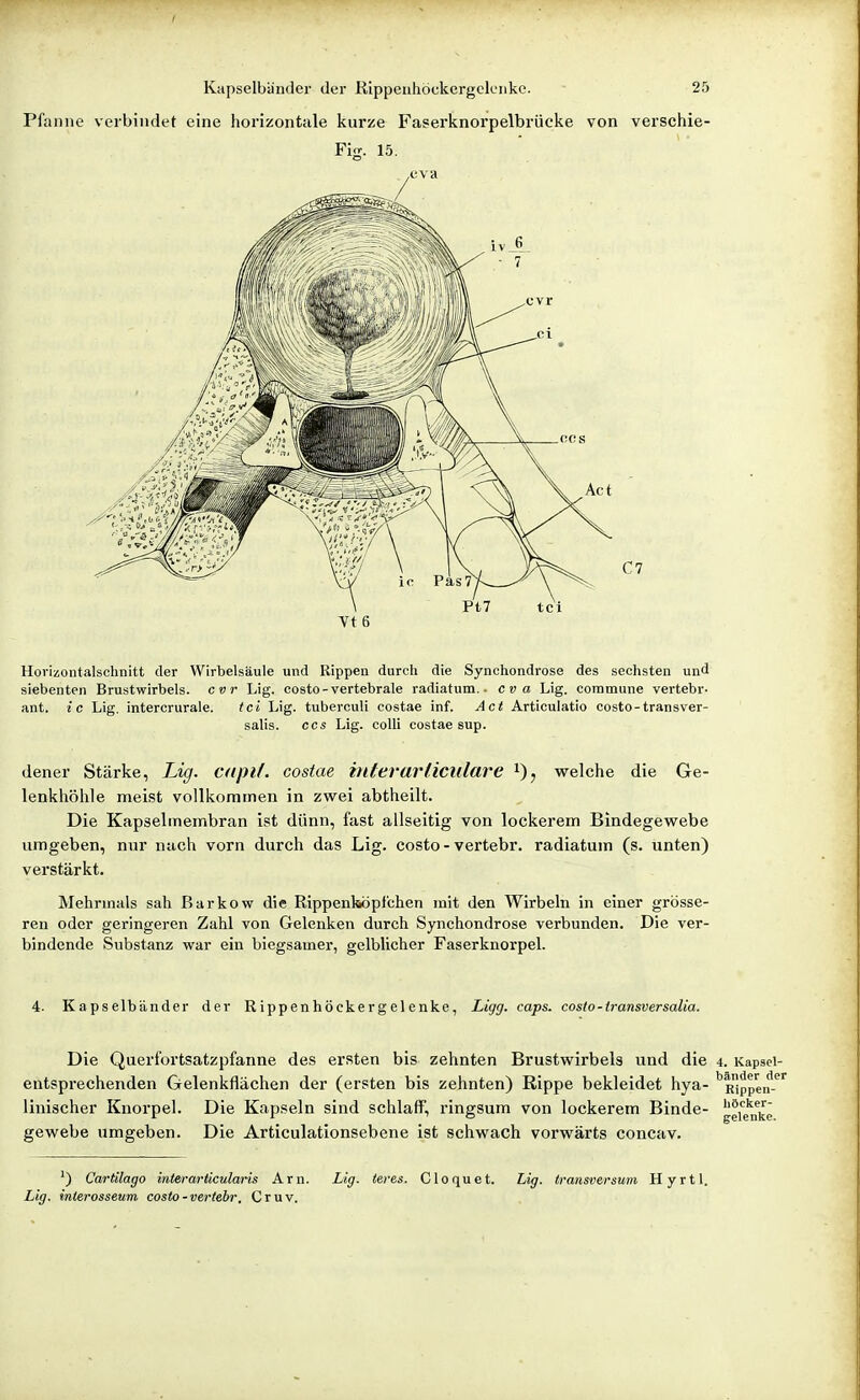 Pfanne verbindet eine horizontale kurze Faserknorpelbrücke von verschie- Fig. 15. Horizontalschnitt der Wirbelsäule und Rippen durch die Synchondrose des sechsten und siebenten Brustwirbels, cvr Lig. costo-vertebrale radiatum.. cv a Lig. commune vertebr- ant. ic Lig, intercrurale. tci Lig. tuberculi costae Inf. Act Articulatio costo-transver- salis. CCS Lig. colli costae sup. dener Stärke, Lig. ctipif. costae hlterarlicularc i), welche die Ge- lenkhöhle meist vollkommen in zw^ei abtheilt. Die Kapselmembran ist dünn, fast allseitig von lockerem Bindegewebe umgeben, nur nach vorn durch das Lig. costo-vertebr. radiatum (s. unten) verstärkt. Mehrmals sah Barkow die Rippenlaöplchen mit den Wirbeln in einer grösse- ren oder geringeren Zahl von Gelenken durch Synchondrose verbunden. Die ver- bindende Substanz war ein biegsamer, gelblicher Faserknorpel. 4. Kapselbänder der Rippenhöckergelenke, Ligg. caps. costo-transversalia. Die Querfortsatzpfanne des ersten bis zehnten Brustwirbels und die 4. Kapsel- entsprechenden Gelenkflächen der (ersten bis zehnten) Rippe bekleidet hya- 'Rippen linischer Knorpel. Die Kapseln sind schlaff, ringsum von lockerem Binde- gewebe umgeben. Die Articulationsebene ist schwach vorwärts concav. ') Cartilago interarticularis Arn. Lig. inierosseum costo-vertebr. Cruv. Lig. teres. C1 o q u e t. Lig. transversum Hyrtl.