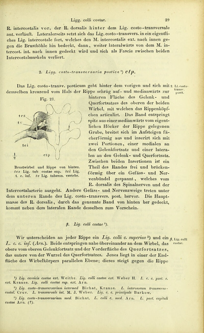 R. intercostalis vor, der R. dorsalis hinter dem Lig. costo-transversale ant. verläuft. Lateralerseits setzt sich das Lig. costo-transvers. in ein eigentli- ches Lig. intercostale fort, welches den M. intercostalis ext. nach innen ge- gen die Brusthöhle hin bedeckt, dann, weiter lateralwärts von dem M. in- tercost. int. nach innen gedeckt wird und sich als Fascie zwischen beiden Intercostalmuskeln verliert. 2. Ligg. costu-transversaria posticn^) cf/J. Das Lig. costo-transv. posticum geht hinter dem vorigen und sich mit2. Li.costo- demselben kreuzend vom Hals der Rippe schräg auf- und medianwärts zur 'jr^stt. hinteren Fläche des Gelenk- und Querfortsatzes des oberen der beiden AVirbel, mit welchen das Rippenköpf- chen articulirt. Das Band entspringt spitz aus einer medianwärts vom eigent- lichen Höcker der Rippe gelegenen Grube, breitet sich im Aufsteigen fä- cherförmig aus und inserirt sich mit zwei Portionen, einer medialen an den Gelenkfortsatz und einer latera- len an den Gelenk- und Querfortsatz. Zwischen beiden Insertionen ist ein Theil des Randes frei und brücken- förmig über ein Gefäss- und Ner- venbündel gespannt, welches vom R. dorsalis des Spinalnerven und der Intercostalarterie ausgeht. Andere Gefäss- und Nervenzweige treten unter dem unteren Rande des Lig. costo-transvers. post. hervor. Die Haupt- masse des R. dorsalis, durch das genannte Band von hinten her gedeckt, kommt neben dem lateralen Rande desselben zum Vorschein. Fig. 21. Brustwirbel und Rippe von hinten. tcs Lig. tub costae sup. tci Lig. t. c. Inf. tv Lig. tuberös, vertebr. ß. Lig- colli costae Wir unterscheiden an jeder Rippe ein Lig. colli c. superius^') und ein ß ij„.. co L. G. c. inf. (^Ar'n.). Beide entspringen nahe übereinander an dem Wirbel, das costae. obere vom oberen Gelenkfortsatz und der Vorderfläche des Querfortsatzes, das untere von der Wurzel des Querfortsatzes. Jenes liegt in einer der End- fläche des Wirbelkörpers parallelen Ebene; dieses steigt gegen die Rippe Lig. cervicis costae ext. Weitbr. Lig. colli costae ext. Weber H. L. c. c. post. s. ext. Krause. Lig. colli costae sup. ext. Arn. ^) Lig. costo-transversarium intermed Bichat, Krause. L. interosseum tran.sverso- costal. Cruv. L. transversale int. M. J. Weber. Lig. c. c. principale Barkow. '■') Lig. costo-transversarium med. Bichat. L. colli c. med. Arn. L. post. capituli costae Arn. (?).