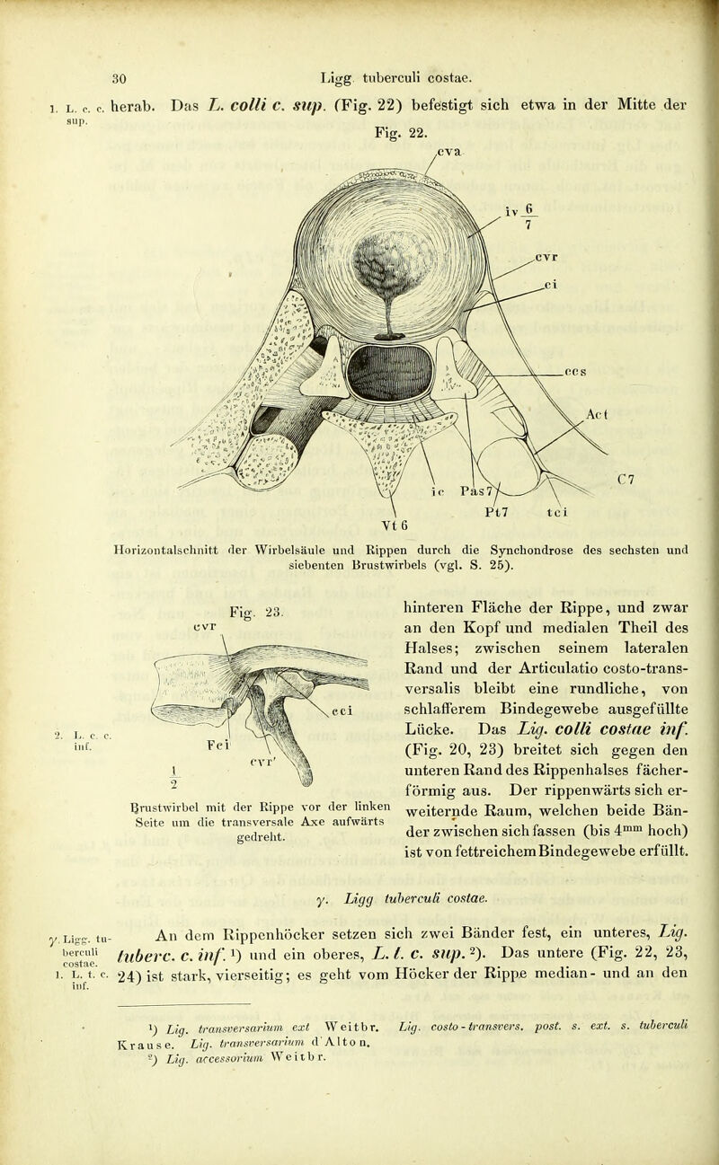 1, L. c. c. herab. Das L. colli C. sup. (Fig. 22) befestigt sich etwa in der Mitte der sup. Fig. 22. Yt6 Horizontalschnit.t fler Wirbelsäule und Rippen durch die Synchondrose des sechsten und siebenten Brustwirbels (vgl. S. 25). Fiff. 23. h. C. C. inf. 13 VT hinteren Fläche der Rippe, und zwar an den Kopf und medialen Theil des Halses; zwischen seinem lateralen Rand und der Articulatio costo-trans- versalis bleibt eine rundliche, von schlafferem Bindegewebe ausgefüllte Lücke. Das Lig. colli costne inf. (Fig. 20, 23) breitet sich gegen den unteren Rand des Rippenhalses fächer- förmig aus. Der rippenwärts sich er- ßrustwlrbel mit der Rippe vor der^ Unken ^eiternde Raum, welchen beide Bän- der zwischen sich fassen (bis 4™™ hoch) ist von fettreichem Bindegewebe erfüllt. Seite um die transversale Axe aufwärts gedreht. y. Ligg tuherculi costae. / Ligg. tu- An dem Rippenhöcker setzen sich zwei Bänder fest, ein unteres, Lig. costae' tuberc. C.inf'.^) und ein oberes, L.t. C. Stip.'^). Das untere (Fig. 22, 23, I. L. t.'c. 24) ist stark, vierseitig; es geht vom Höcker der Ripp.e median- und an den ^) Lig. transversarium ext Weitbr. Lig. costo - iransrers. post. s. ext. s. tuherculi Krause. Lig. transversarium d' A11 o n, Lig. accessorium Weitbr.