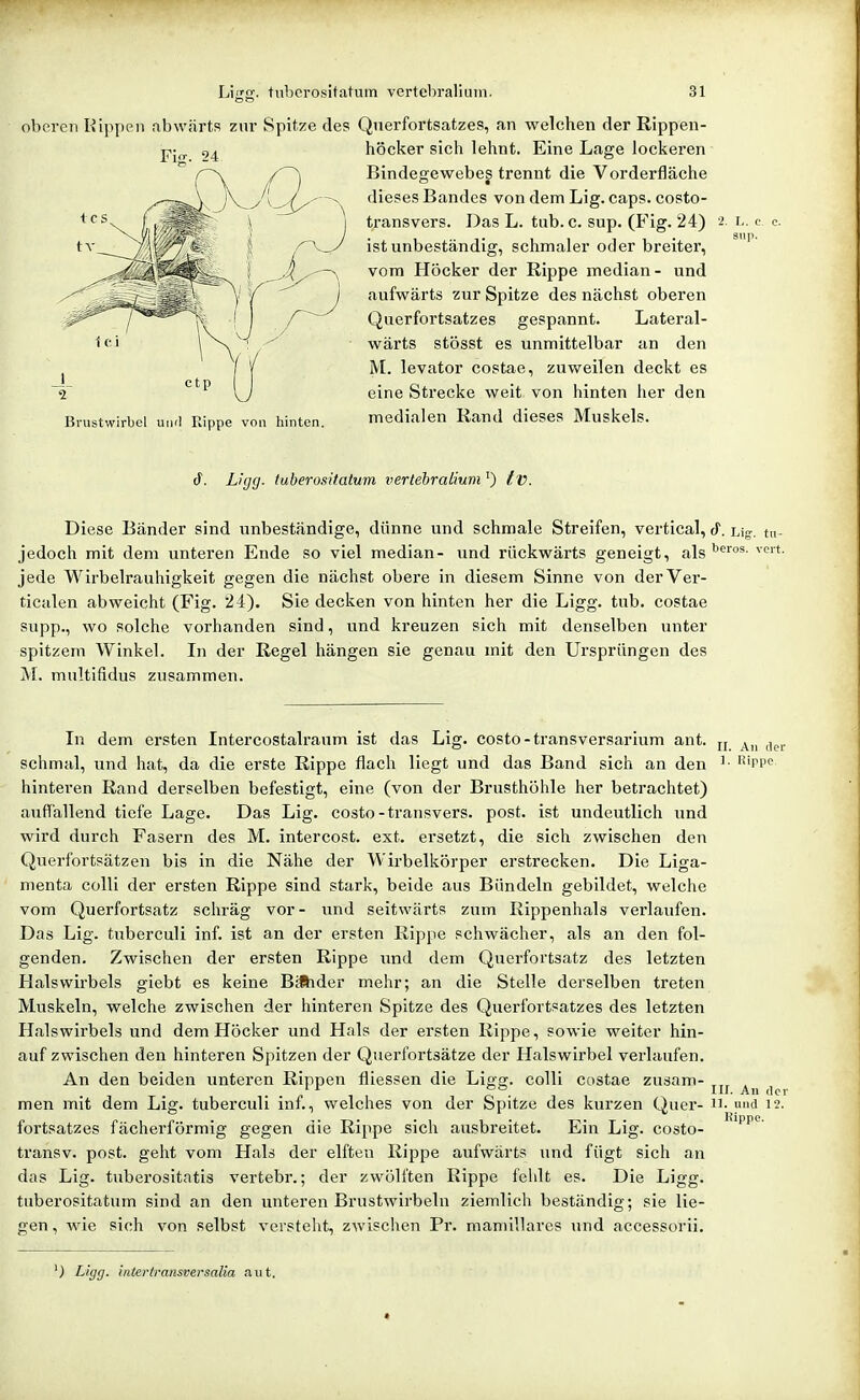 Ligg. tiibcrositc oberen Kippen .abwärts zur Spitze dei Fig. 24 Brustwirbel und Rippe von hinten. um vertebraliuni. 31 Qnerfortsatzes, an welchen der Rippen- iiöcker sich lehnt. Eine Lage lockeren Bindegewebes trennt die Vorderfläche dieses Bandes von dem Lig. caps. costo- transvers. Das L. tub. c. sup. (Fig. 24) 2 i,. e e. ist unbeständig, schmaler oder breiter, ^ vom Höcker der Rippe median- und aufwärts zur Spitze des nächst oberen Querfortsatzes gespannt. Lateral- wärts stösst es unmittelbar an den M. levator costae, zuweilen deckt es eine Strecke weit von hinten her den medialen Rand dieses Muskels. tf. Lhjcj. tuberositatum vertebraliuvi '^) tv. Diese Bänder sind unbeständige, dünne und schmale Streifen, vertical, J. Lig. m- jedoch mit dem unteren Ende so viel median- und rückwärts geneigt, als ^'<'rt' jede Wirbelrauhigkeit gegen die nächst obere in diesem Sinne von derVer- ticalen abweicht (Fig. 24). Sie decken von hinten her die Ligg. tub. costae supp., wo solche vorhanden sind, und kreuzen sich mit denselben unter spitzem Winkel. In der Regel hängen sie genau mit den Ursprüngen des M. multifidus zusammen. In dem ersten Intercostalraum ist das Lig. costo-transversarium ant. jj j^^. schmal, und hat, da die erste Rippe flach liegt und das Band sich an den ^- tpo hinteren Rand derselben befestigt, eine (von der Brusthöhle her betrachtet) aufTallend tiefe Lage. Das Lig. costo-transvers. post. ist undeutlich und wird durch Fasern des M. intercost. ext. ersetzt, die sich zwischen den Querfortsätzen bis in die Nähe der Wirbelkörper erstrecken. Die Liga- menta colli der ersten Rippe sind stark, beide aus Bündeln gebildet, welche vom Querfortsatz schräg vor- und seitwärts zum Rippenhals verlaufen. Das Lig. tuberculi inf. ist an der ersten Rippe schwächer, als an den fol- genden. Zwischen der ersten Rippe und dem Querfortsatz des letzten Halswirbels giebt es keine Biftider mehr; an die Stelle derselben treten Muskeln, welche zwischen der hinteren Spitze des Querfortsatzes des letzten Halswirbels und dem Höcker und Hals der ersten Rippe, sowie weiter hin- auf zwischen den hinteren Spitzen der Querfortsätze der Halswirbel verlaufen. An den beiden unteren Rippen fliessen die Ligg. colli costae zusam- , men mit dem Lig. tuberculi inf., welches von der Spitze des kurzen Quer- U- imd 12. fortsatzes fächerförmig gegen die Rippe sich ausbreitet. Ein Lig. costo- '^'''P'^' transv. post. geht vom Hals der elften Rippe aufwärts und fügt sich an das Lig. tuberositatis vertebr.; der zwölften Rippe feidt es. Die Ligg. tuberositatum sind an den unteren Brustwirbeln ziemlich beständig; sie lie- gen, wie sich von selbst verstellt, zwisclien Pr. mamillarcs und accessorii. ') Ligg. intertraiisversalia nut.