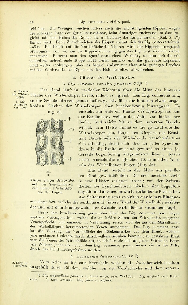 d. Bänder der Wirliel- höhle. 1. Lig-. commune vert. post. 34 Lig. comiiuine vertebr. post. schieben. Um Weniges weichen indess auch die, nächstfolgenden Rippen, wegen der schrägen Lage der Querfortsatzpfanne, beim Aufsteigen rückwärts, so dass zu- gleich mit dem Heben der Rippen die Anshöhlung der Lungenfurehen (Knl. S. 57) flacher wird. Beim Zurückweichen der Rippen spannt sich das Lig. costo-vertcbrale radiat. Bei Druck aul' die Vorderfläehe des Thorax wird das Rippenhöckergelenk Stützpunkt, von wo aus die Rippenköpfchen gegen das Lig. costo-vertebr. radiat. andrängen. Entfernt man den Querfortsatz eines Wirbels, so lässt sich die mit demselben articulirende Rippe nicht weiter zurück- und das genannte Ligament nicht weiter vordrängen, aber es bedarf alsdann nur eines sehr geringen Druckes auf das Vorderende der Rippe, um den Hals derselben abzubrechen. d. Bänder der Wirbelhöhle. 1. Lirj. commune vertebr. posticnm CVp Das Band läuft in verticaler Richtung über die Mitte der hinteren Fläche der Wirbelkörper herab, indem es, gleich dem Lig. commune ant., an die Synchondrosen genau befestigt ist, über die hinteren etwas ausge- höhlten Flächen der Wirbelkörper aber brückenförmig hinweggeht. Es 2- Ligg- in- tercruralia. Fig. 2G. Körper einiger Brustwirbel mit den Synchondrosen von hinten. + Schnittflä- che der Bogen. entsteht am unteren ßande des Epistropheus aus der Bandmasse, welche den Zahn von hinten her deckt, und reicht bis zu dem vintersten Bauch- wirbel. Am Halse nimmt es die ganze Breite der Wirbelkörper ein, längs den Körpern des Brust- und Bauchtheils der Wirbelsäule verschmälert es .sich allmälig, dehnt sich aber an jeder Synchon- drose in die Breite aus und gewinnt so einen je- derseits bogenförmig ausgezackten Rand, dessen tiefste Ausschnitte in gleicher Höhe mit den Wur- zeln der Wirbelbogen liegen CFig. 26). Das Band besteht in der Mitte aus paralle- len Bindegewebsbündeln, die sich meistens leicht in zwei Blätter zerlegen lassen; von den Seiten- theilen der Synchondrosen mischen sich bogenför- mig ab- und auf-medianwärts verlaufende Fasern bei. Am Seitenrande setzt es sich in eine feinere Bindege- webslage fort, welche die seitliche und hintere Wand der Wirbelhöhle ausklei- det und mit dem Bindegewebe der Zwisehenwirbellöcher zusammenhängt. LTntcr dem brückenförmig gespannten Theil des Lig. commune post. liegen mediane Venengetlechte, welche d e an beiden Seiten der Wirbelhöhle gelegenen Venengeflechte mit einander in Verbindung setzen und die aus den Markräumen des Wirbelkörpeis hervortretenden Venen aulnehmcn. Das Lig. commune post. hat die Wirkung, die Vorderfläche des Rückenmarkes vor dem Druck, welchen jene medianen Geflechte durch Anschwellung ausüben könnten , zu bewahren. Bläst man die Venen der Wirbelhöhle auf, so erheben sie sich an jedem Wirbel in Form von Wülsten jederseits neben dem Lig. commune post., indess sie in der Mitte durch das Band niedergehalten werden. 2. Ligamenta inter c riir alia IC Vom Atlas an bis zum Kreuzbein werden die Zwischenwirbelspalten ausgefüllt durch Bänder, welche von der Vorderfläche und dem unteren ^) Lig. hnpüudiiiah postiaim .s. fascia longit. post. Weitbr. Lig, longhud. med. Bar- kow. Ligg. arcuum. Ligg. flava s. subflava.