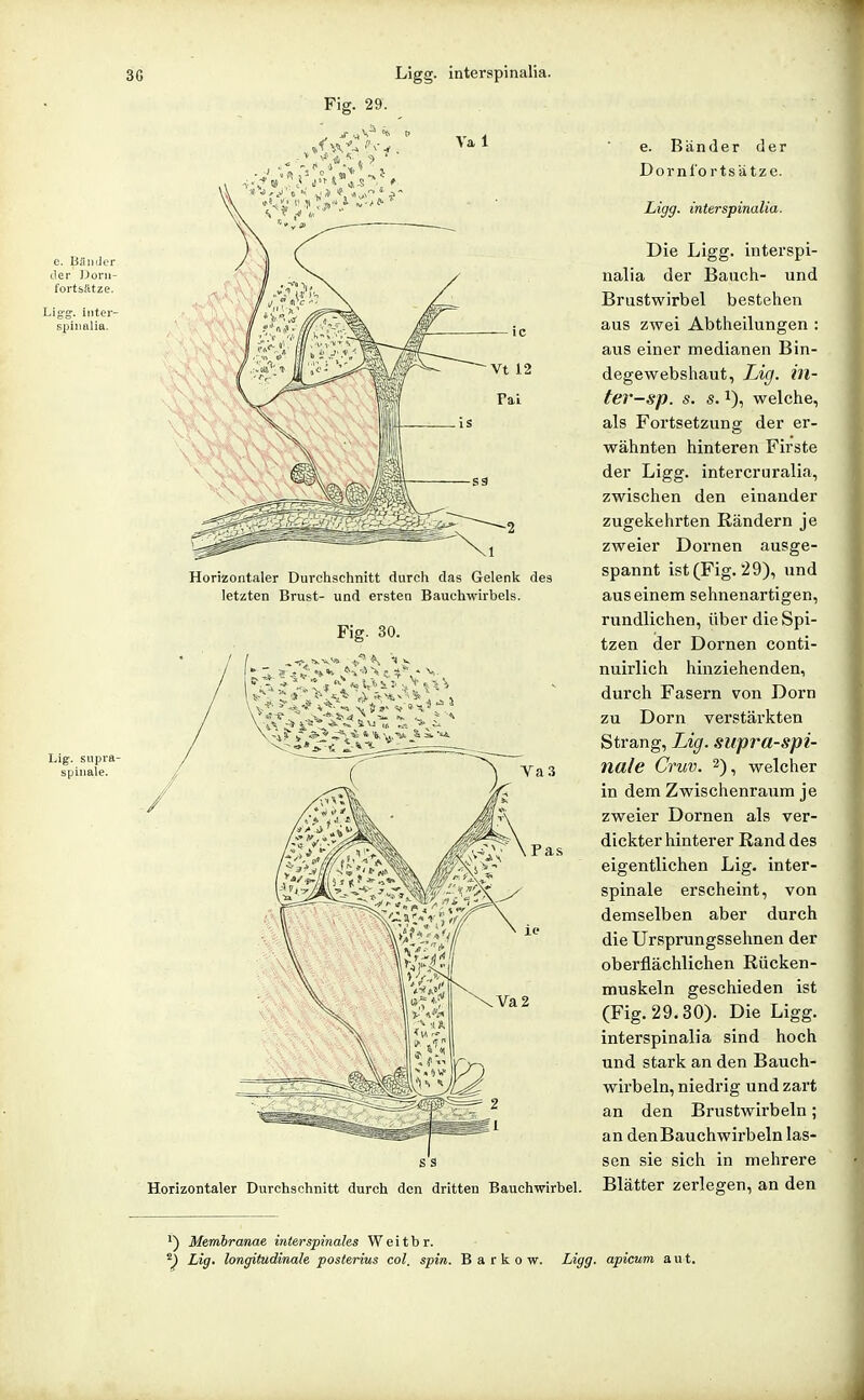 Fig. 29. Horizontaler Durchschnitt durch das Gelenk des letzten Brust- und ersten Bauchwirbels. Fig. 30. Lig. supra- spiiiale. s s Horizontaler Durchschnitt durch den dritten Bauchwirbel. e. Bänder der Dornl'ortsätzc. Ligg. interspinalia. Die Ligg. interspi- nalia der Bauch- und Brustwirbel bestehen aus zwei Abtheilungen : aus einer medianen Bin- degewebshaut, Lig. iil- ter-sp. s. s. 1), welche, als Fortsetzung der er- wähnten hinteren Firste der Ligg. intercruralia, zwischen den einander zugekehrten Rändern je zweier Dornen ausge- spannt ist (Fig. 29), und aus einem sehnenartigen, rundlichen, über die Spi- tzen der Dornen conti- nuirlich hinziehenden, durch Fasern von Dorn zu Dorn verstärkten Strang, Lig. supra-spi- nale Cruv. 2), welcher in dem Zwischenraum je zweier Dornen als ver- dickter hinterer Rand des eigentlichen Lig. inter- spinale erscheint, von demselben aber durch die Ursprungssehnen der oberflächlichen Rücken- muskeln geschieden ist (Fig. 29.30). Die Ligg. interspinalia sind hoch und stark an den Bauch- wirbeln, niedrig und zart an den Brustwirbeln; an den Bauchwirbeln las- sen sie sich in mehrere Blätter zerlegen, an den *) Membranae interspinales Weitbr. ^) Lig. longitudinah posterius col. spin. B a r k o w. Ligg. apicum aut.