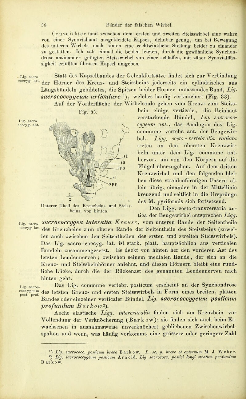 - Lig. sacro- coccyg art CruveiJhier fand zwischen dem ersten und zweiten Steisswirbel eine wahre von einer Synovialhaut ausgekleidete Kapsel, dehnbar genug, um bei Bewegung des unteren Wirbels nach hinten eine rechtwinkliche Stellung beider zu einander zu gestatten. Ich sah einmal die beiden letzten, durch die gewöhnliche Synchon- drose aneinander gefügten Steisswirbel von einer schlaffen, mit zäher Synovialtlüs- sigkeit erfüllten fibrösen Kapsel umgeben. Statt des Kapselbandes der Gelenkfortsätze findet sich zur Verbindung der Hörner des Kreuz- und Steissbeins jederseits ein cylindrisches aus Längsbündeln gebildetes, die Spitzen beider Hörner umfassendes Band, Lig. sacrococcygeum articulare i), v?elches häufig verknöchert (Fig. 33). Auf der Vorderfläche der Wirbelsäule gehen vom Kreuz- zum Steiss- Fisr Lig. sacro- coccyg. aiit. Unterer Theil des Kreuzbeins und SteisS' beins, von hinten. Lig. sacro- coccyg. lat. Lig. sacro- coceygeum post. prof. bein einige verticale, die ßeinhaut verstärkende Bündel, Lig. sacrococ- cygeum ant., das Analogen des Lig. commune vertebr. ant. der Beugevrir- bel. Ligg. costo - vertebralia radiata treten an den obersten Kreuzwir- beln unter dem Lig. commune ant. hervor, um von den Körpern auf die Flügel überzugehen. Auf dem dritten Kreuzwirbel und den folgenden blei- ben diese strahlenförmigen Fasern al- lein übrig, einander in der Mittellinie kreuzend und seitlich in die Ursprünge des M. pyriformis sich fortsetzend. Den Ligg. costo-transversaria an- tica der Beugewirbel entsprechen Ligg. sacrococcygea latevalia Krause, vom unteren Rande der Seitentheile des Kreuzbeins zum oberen Rande der Seitentheile des Steissbeins (zuwei- len auch zwischen den Seitentheilen des ersten und zweiten Steisswirbels). Das Lig. sacro-coccyg- lat. ist stark, platt, hauptsächlich aus verticalen Bündeln zusammengesetzt. Es deckt von hinten her den vorderen Ast des letzten Lendennerven ; zwischen seinem medialen Rande, der sich an die Kreuz- und Steissbeinhörner anlehnt, und diesen Hörnern bleibt eine rund- liche Lücke, durch die der Rückenast des genannten Lendennerven nach hinten geht. Das Lig. commune vertebr. posticum erscheint an der Synchondrose des letzten Kreuz- und ersten Steisswirbels in Form eines breiten, platten Bandes oder einzelner verticaler Bündel, Lig. sacroCOCCygeum posHcum profundum Barkow^). Aecht elastische Ligg. intercruralia finden sich am Kreuzbein vor Vollendung der Verknöcherung (Barkow); sie finden sich auch beim Er- wachsenen in ausnahmsweise unverknöchert gebliebenen Zwischenwirbel- spalten und wenn, was häufig vorkommt, eine grössere oder geringere Zahl Lhj. sacrococc. posticum breve Barkow. L. sc, p. breve et externwn M. J. Weber. *) Lig. sacrococcygeum jjosticwn Arnold. Lig. sacrococc. posiici longi Stratum profundum B arkow.