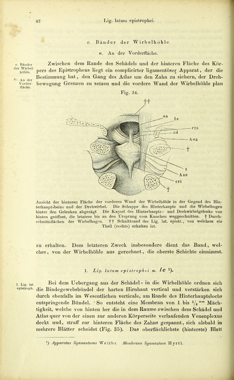 c. Bänder dei* Wirbelhöhle. a. An der Vorderfläehe. c. Bänder Zwischcn dem Rande des Schädels und der hinteren Fläche des Kör- 'höii'ie.'^' P^rs des Epistropheus liegt ein complicirter ligamentöser Apparat, der die Bestimmung hat, den Gang des Atlas um den Zahn zu sichern, der Dreh- Au der Vorder- bcwegung Grenzen zu setzen und die vordere Wand der Wirbelhöhle plan fläche. Fig. 34. ff Ansicht der hinteren Fläche der vorderen Wand der Wirbelhöhle in der Gegend des Hin- terhauptsbeins und der Drehwirbel. Die Schuppe des Hinterhaupts und die Wirbelbogen hinter den Gelenken abgesägt Die Kapsel des Hinterhaupts- und Drehwirbelgelenks von hinten geöffnet, die letztere bis an den Ursprung vom Knochen weggeschnitten, f Durch- schnittsflächen der Wirbelbogen, ff Schnittrand des Lig. lat. epistr., von welchem ein Theil (rechts) erhalten ist. zu erhalten. Dem letzteren Zweck insbesondere dient das Band, wel- ches , von der Wirbelhöhle aus gerechnet, die oberste Schichte einnimmt. 1. Liff. latum epistrophei m. Iß 1. Lig. lat. ßßi dem Uebergaug aus der Schädel - in die Wirbelhöhle ordnen sich epistroph. ^jg Bindegewebsbündel der harten Hirnhaut vertical und verstärken sich durch ebenfalls im Wesentlichen verticale, am Rande des Hinterhauptslochs entspringende Bündel. So entsteht eine Membran von 1 bis Yi Mäch- tigkeit, welche von hinten her die in dem Räume zwischen dem Schädel und Atlas quer von der einen zur anderen Körperseite verlaufenden Venenplexus deckt und, straff zur hinteren Fläche des Zahns gespannt, sich alsbald in mehrere Blätter scheidet (Fig. 35). Das oberflächlichste (hinterste) Blatt ^) Apparatus ligamenlosus Weitbr. Membrana ligamentosa Hyrtl.