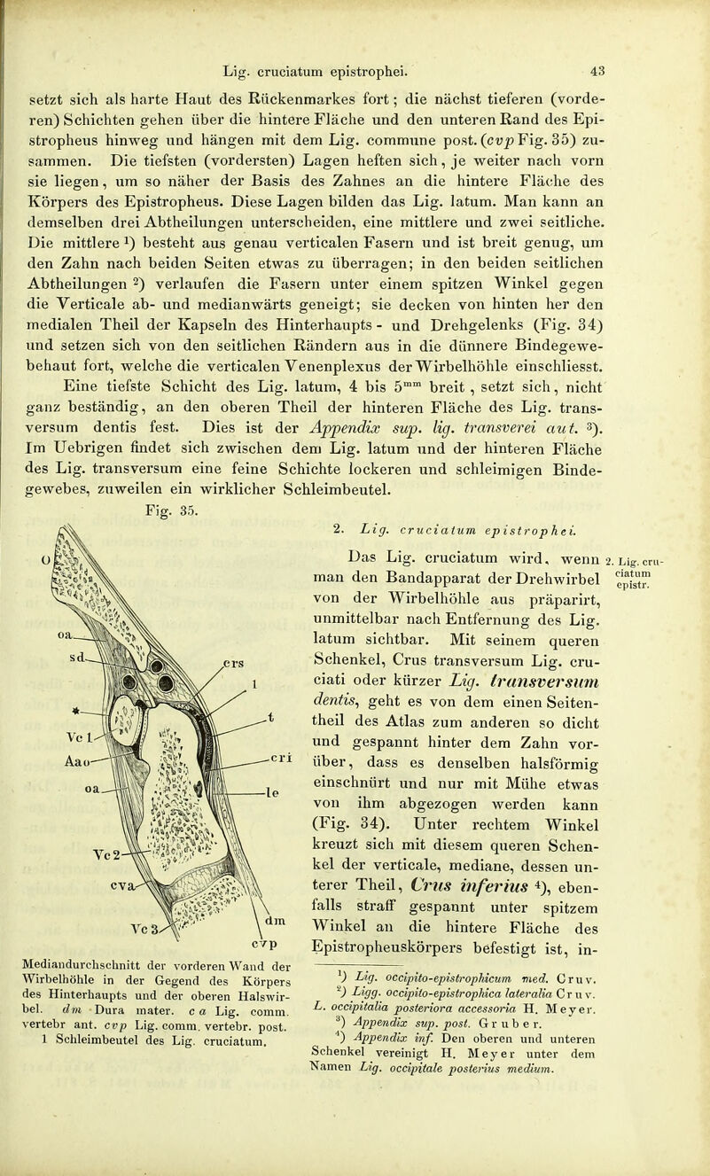 setzt sich als harte Haut des Rückenmarkes fort; die nächst tieferen (vorde- ren) Schichten gehen über die hintere Fläche und den unteren Rand des Epi- stropheus hinweg und hängen mit dem Lig. commune post. (cup Fig. 35) zu- sammen. Die tiefsten (vordersten) Lagen heften sich, je weiter nach vorn sie liegen, um so näher der Basis des Zahnes an die hintere Flä(;he des Körpers des Epistropheus. Diese Lagen bilden das Lig. latum. Man kann an demselben drei Abtheilungen unterscheiden, eine mittlere und zwei seitliche. Die mittlere i) besteht aus genau verticalen Fasern und ist breit genug, um den Zahn nach beiden Seiten etwas zu überragen; in den beiden seitlichen Abtheilungen 2) verlaufen die Fasern unter einem spitzen Winkel gegen die Verticale ab- und medianwärts geneigt; sie decken von hinten her den medialen Theil der Kapseln des Hinterhaupts - und Drehgelenks (Fig. 34) und setzen sich von den seitlichen Rändern aus in die dünnere Bindegewe- behaut fort, welche die verticalen Venenplexus der Wirbelhöhle einschliesst. Eine tiefste Schicht des Lig. latum, 4 bis 5 breit , setzt sich, nicht ganz beständig, an den oberen Theil der hinteren Fläche des Lig. trans- versum dentis fest. Dies ist der Appendix sup. lig. transverei auf. 3). Im Uebrigen findet sich zwischen dem Lig. latum und der hinteren Fläche des Lig. transversum eine feine Schichte lockeren und schleimigen Binde- gewebes, zuweilen ein wirklicher Schleimbeutel. Fig. 35. 2. Lig. cruciatum epistrophei. Das Lig. cruciatum wird, wenn 2. Lig. cm- man den Bandapparat der Drehwirbel gpfg^ von der Wirbelhöhle aus präparirt, unmittelbar nach Entfernung des Lig. latum sichtbar. Mit seinem queren Schenkel, Crus transversum Lig. cru- ciati oder kürzer Lig. transversum dentis, geht es von dem einen Seiten- theil des Atlas zum anderen so dicht und gespannt hinter dem Zahn vor- über, dass es denselben halsförmig einschnürt und nur mit Mühe etwas von ihm abgezogen werden kann (Fig. 34). Unter rechtem Winkel kreuzt sich mit diesem queren Schen- kel der verticale, mediane, dessen un- terer Theil, Cl'llS inferius *), eben- falls straff gespannt unter spitzem Winkel an die hintere Fläche des Epistropheuskörpers befestigt ist, in- cva,- dm cvp Mediandurchschnitt der vorderen Wand der Wirbelhöhle in der Gegend des Körpers des Hinterhaupts und der oberen Halswir- bel, dm Dura inater. c a Lig. comm. vertebr ant. cvp Lig. comm. vertebr. post. 1 Sehleimbeutel des Lig. cruciatum. ^) Lig. occipito-epistrophicum med. Cruv. ^) Ligg. occipiio-epistrophica lateralia Cruv. L. occipitalia posteriora accessoria H. Meyer. ^) Appendix sup. post. G r u b e r. ■') Appendix inf. Den oberen und unteren Schenkel vereinigt H. Meyer unter dem Kamen Lig. occipitale posterius medium.