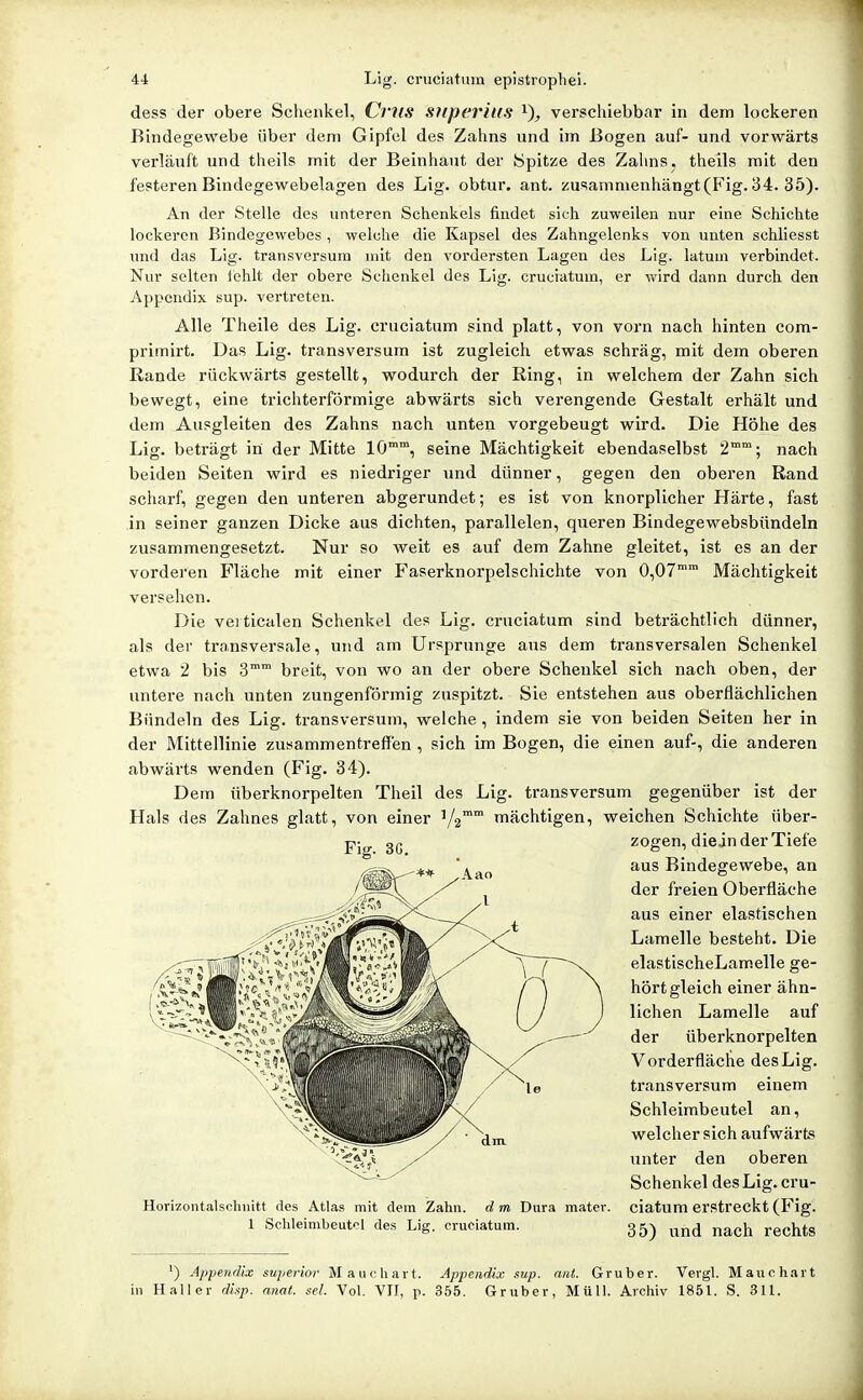 dess der obere Sclienkel, CniS superius i), verschiebbar in dem lockeren Bindegewebe über dem Gipfel des Zahns und im Bogen auf- und vorwärts verläuft und theils mit der Beinhaut der Spitze des Zahns, theils mit den festeren Bindegewebelagen des Lig. obtur, ant. zusammenhängt (P^ig. 84. 35). An der Stelle des unteren Schenkels findet sich zuweilen nur eine Schichte lockeren Bindegewebes , welche die Kapsel des Zahngelenks von unten schliesst und das Lig. transversum mit den vordersten Lagen des Lig. latuui verbindet. Nur selten ichlt der obere Schenkel des Lig. cruciatum, er wird dann durch den Appendix sup. vertreten. Alle Theile des Lig. cruciatum sind platt, von vorn nach hinten com- primirt. Das Lig. transversum ist zugleich etwas schräg, mit dem oberen Rande rückwärts gestellt, wodurch der Ring, in welchem der Zahn sich bewegt, eine trichterförmige abwärts sich verengende Gestalt erhält und dem Ausgleiten des Zahns nach unten vorgebeugt wird. Die Höhe des Lig. beträgt in der Mitte 1Ö°, seine Mächtigkeit ebendaselbst 2; nach beiden Seiten wird es niedriger und dünner, gegen den oberen Rand scharf, gegen den unteren abgerundet; es ist von knorplicher Härte, fast in seiner ganzen Dicke aus dichten, parallelen, queren Bindegewebsbündeln zusammengesetzt. Nur so weit es auf dem Zahne gleitet, ist es an der vorderen Fläche mit einer Faserknorpelschichte von 0,07 Mächtigkeit versehen. Die veiticalen Schenkel des Lig. cruciatum sind beträchtlich dünner, als der transversale, und am Ursprünge aus dem transversalen Schenkel etwa 2 bis 3 breit, von wo an der obere Schenkel sich nach oben, der untere nach unten zungenförmig zuspitzt. Sie entstehen aus oberflächlichen Bündeln des Lig. transversum, welche , indem sie von beiden Seiten her in der Mittellinie zusammentreffen , sich im Bogen, die einen auf-, die anderen abwärts wenden (Fig. 34). Dem ttberknorpelten Theil des Lig. transversum gegenüber ist der Hals des Zahnes glatt, von einer V2 mächtigen, weichen Schichte über- zogen, diein der Tiefe aus Bindegewebe, an der freien Oberfläche aus einer elastischen Lamelle besteht. Die elastischeLamelle ge- hört gleich einer ähn- lichen Lamelle auf der überknorpelten Vorderfläche des Lig. transversum einem Schleimbeutel an, welcher sich aufwärts unter den oberen Schenkel des Lig. cru- •izontalschnitt des Atlas mit dem Zahn, d m Dura mater. ciatum erstreckt (Fig. 1 Schleimbeutcl des Lig. cruciatum. 35) ^^^^l rechts Fig. 3G. ■) Appendix superior Mauchart. Appendix sup. ant. Gruber. Vergl. Mauch.Trt in Kaller di^p. anai. sei. Vol. VII, p. 355. Gruber, Müll. Archiv 1851. S. 311.